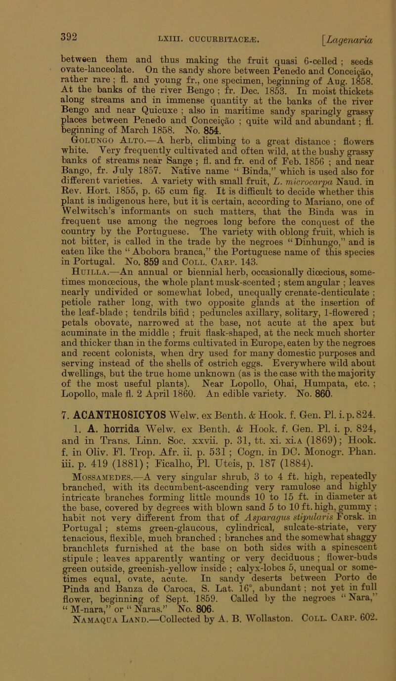 between them and thus making the fruit quasi 6-celled ; seeds ovate-lanceolate. On the sandy shore between Penedo and ConceicSo, rather rare ; fi. and young fr., one specimen, beginning of Aug. 1^8. At the banks of the river Bengo ; fr. Dec. 1853. In moist thickets along streams and in immense quantity at the banks of the river Bengo and near Quicuxe ; also in maritime sandy sparingly grassy places between Penedo and Concei§ao ; quite wild and abundant; fl. beginning of March 1858. No. 854. Golungo Alto.—A herb, chmbing to a great distance ; flowers white. Very frequently cultivated and often wild, at the bushy grassy banks of streams near Sange ; fl. and fr. end of Feb. 1856 ; and near Bango, fr. July 1857. Native name ‘‘ Binda,” which is used also for different varieties. A variety with small fruit, L. microcarpu Naud. in Rev. Hort. 1855, p. 65 cum flg. It is difficult to decide whether this plant is indigenous here, but it is certain, according to Mariano, one of Welwitsch’s informants on such matters, that the Binda was in frequent use among the negroes long before the conquest of the country by the Portuguese. The variety with oblong fruit, which is not bitter, is called in the trade by the negroes “ Dinhungo,” and is eaten like the “ Abobora branca,” the Portuguese name of this species in Portugal. No. 859 and Coll. Carp. 143. Htjilla.—An annual or biennial herb, occasionally dioecious, some- times monoecious, the whole plant musk-scented; stem angular ; leaves nearly undivided or somewhat lobed, unequally crenate-denticulate ; petiole rather long, with two opposite glands at the insertion of the leaf-blade ; tendrils bifid ; peduncles axillary, solitary, 1-flowered ; petals obovate, narrowed at the base, not acute at the apex but acuminate in the middle ; fruit flask-shaped, at the neck much shorter and thicker than in the forms cultivated in Europe, eaten by the negroes and recent colonists, when dry used for many domestic purposes and serving instead of the shells of ostrich eggs. Everywhere wild about dwellings, but the true home unknown (as is the case with the majority of the most useful plants). Near Lopollo, Ohai, Humpata, etc. ; LopoUo, male fl. 2 April 1860. An edible variety. No. 860. 7. ACANTHOSICYOS Welw. ex Benth. & Hook. f. Gen. PI. i.p. 824. 1. A. horrida Welw^. ex Benth. L Hook. f. Gen. PI. i. p. 824, and in Trans. Linn. Soc. xxvii. p. 31, tt. xi. xi.A (1869); Hook, f. in Oliv. Fl. Trop. Afr. ii. p. 531 ; Oogn. in DC. Monogr. Phan, iii. p. 419 (1881); Ficalho, PI. Uteis, p. 187 (1884). Mossamedes.—A very singular shrub, 3 to 4 ft. high, repeatedly branched, with its decumbent-ascending very ramulose and highly intricate branches forming little mounds 10 to 15 ft. in diameter at the base, covered by degrees with blown sand 5 to 10 ft. high, gummy ; habit not very different from that of Asparagiis stipularis Forsk. in Portugal; stems green-glaucous, cylindrical, sulcate-striate, very tenacious, flexible, much branched ; branches and the somewhat shaggy branchlets furnished at the base on both sides with a spinescent stipule ; leaves apparently wanting or very deciduous ; flower-buds green outside, greenish-yellow inside ; calyx-lobes 5, unequal or some- times equal, ovate, acute. In sandy deserts between Porto de Pinda and Banza de Caroca, S. Lat. 16°, abundant; not yet in full flower, beginning of Sept. 1859. Called by the negroes “ Nara,” “ M-nara,” or “ Naras.” No. 806. Namaqua Land.—Collected by A. B. Wollaston. Coll. Carp. 602.
