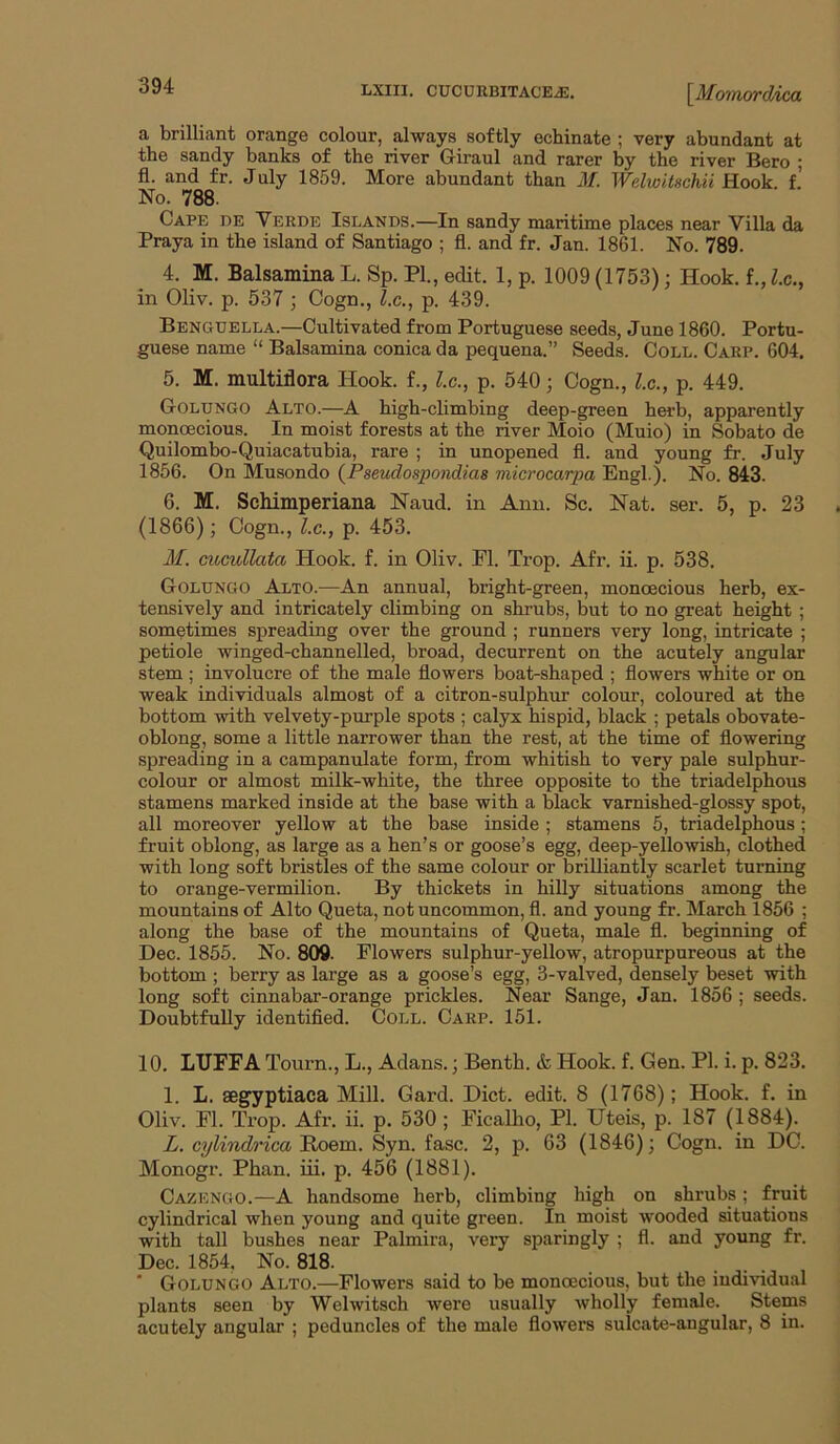 a brilliant orange colour, always softly echinate ; very abundant at the sandy banks of the river Giraul and rarer by the river Bero ; fl. and fr. July 1859. More abundant than M. Welwitschii Hook, f.’ No. 788. Cape de Verde Islands.—In sandy maritime places near Villa da Praya in the island of Santiago ; fl. and fr. Jan. 1861. No. 789. 4. M. Balsamina L. Sp. PI., edit. 1, p. 1009 (1753); Hook, f., lx., in Oliv. p. 537 ; Cogn., l.c., p. 439. Benguella.—Cultivated from Portuguese seeds, June 1860. Portu- guese name “ Balsamina conica da pequena.” Seeds. Coll. Carp. 604. 5. M. multiflora Hook, f., l.c., p. 540; Cogn., l.c., p. 449. Golungo Alto.—A high-climbing deep-green herb, apparently monoecious. In moist forests at the river Moio (Muio) in Sobato de Quilombo-Quiacatubia, rare ; in unopened fl. and young fr. July 1856. On Musondo (^Pseudospondias microcarpa Engl.). No. 843. 6. M. Schimperiana Naud. in Ann. Sc. Nat. ser. 5, p. 23 (1866); Cogn., l.c., p. 453. M. cucullata Hook. f. in Oliv. PI. Trop. Afr. ii. p. 538. Golungo Alto.—An annual, bright-green, monoecious herb, ex- tensively and intricately climbing on shrubs, but to no great height ; sometimes spreading over the ground ; runners very long, intricate ; petiole winged-channelled, broad, decurrent on the acutely angular stem ; involucre of the male flowers boat-shaped ; flowers white or on weak individuals almost of a citron-sulphur colour, coloured at the bottom with velvety-purple spots ; calyx hispid, black ; petals obovate- oblong, some a little narrower than the rest, at the time of flowering spreading in a campanulate form, from whitish to very pale sulphur- colour or almost milk-white, the three opposite to the triadelphous stamens marked inside at the base with a black varnished-glossy spot, all moreover yellow at the base inside; stamens 5, triadelphous; fruit oblong, as large as a hen’s or goose’s egg, deep-yellowish, clothed with long soft bristles of the same colour or brilliantly scarlet turning to orange-vermilion. By thickets in hilly situations among the mountains of Alto Queta, not uncommon, fl. and young fr. March 1856 ; along the base of the mountains of Queta, male fl. beginning of Dec. 1855. No. 809. Flowers sulphur-yellow, atropurpureous at the bottom ; berry as large as a goose’s egg, 3-valved, densely beset with long soft cinnabar-orange prickles. Near Sange, Jan. 1856; seeds. Doubtfully identifled. Coll. Carp. 151. 10. LUFFA Tourn., L., Adans.; Benth. & Hook. f. Gen. PI. i. p. 823. 1. L. aegyptiaca Mill. Gard. Diet. edit. 8 (1768); Hook. f. in Oliv. Fl. Trop. Afr. ii. p. 530 ; Ficalho, PI. Uteis, p. 187 (1884). L. cylindrica Roem. Syn. fasc. 2, p. 63 (1846); Cogn. in DC. Monogr. Phan. in. p. 456 (1881). Oazengo.—A handsome herb, climbing high on shrubs; fruit cylindrical when young and quite green. In moist Tvooded situations with tall bushes near Palmira, very sparingly ; fl. and young fr. Dec. 1854. No. 818. ‘ Golungo Alto.—Flowers said to be monoecious, but the individual plants seen by Welwitsch were usually wholly female. Stems acutely angular ; peduncles of the male flowers sulcate-angular, 8 in.