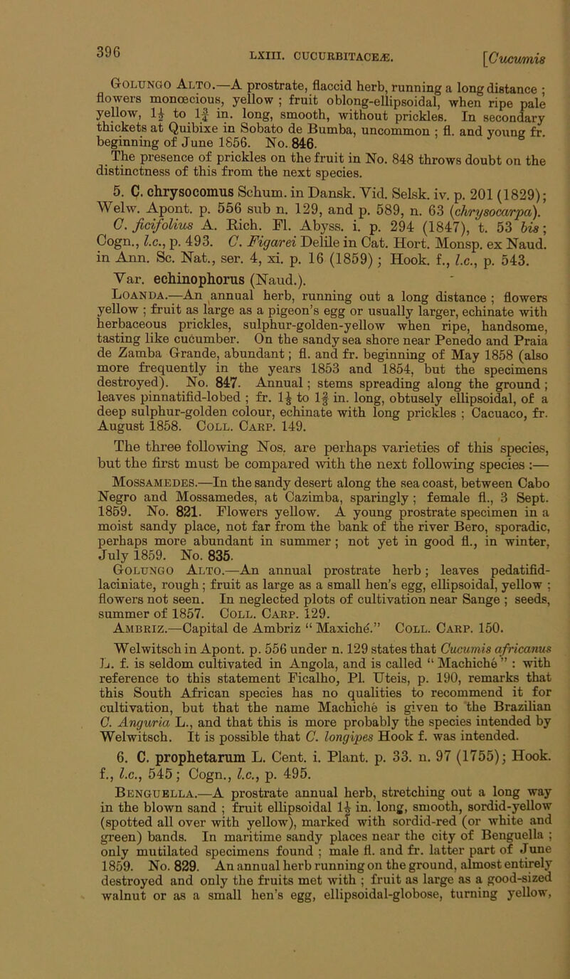 Golunqo Alto.—a prostrate, flaccid herb, running a longdistance • flowers monoecious, yellow ; fruit oblong-ellipsoidal, when ripe pale yellow, 1^ to IJ in. long, smooth, without prickles. In secondary thickets at Quibixe in Sobato de Bumba, uncommon : fl. and voune fr. beginning of June 1856. No. 846. The presence of prickles on the fruit in No. 848 throws doubt on the distinctness of this from the next species. 5. C. chrysocomus Schum. in Dansk. Vid. Selsk. iv. p. 201 (1829); Welw. Apont. p. 556 sub n. 129, and p. 589, n. 63 {chrysocarpa).’ C. Jicifolius A. Rich. Fl. Abyss, i. p. 294 (1847), t. 53 his; Cogn., I.C., p. 493. C. Figarei Delile in Cat. Hort. Monsp. ex Naud. in Ann. Sc. Nat., ser. 4, xi. p. 16 (1859); Hook, f., Z.c., p. 543. Var. echinophorus (Naud.). Loanda.-—An annual herb, running out a long distance ; flowers yellow ; fruit as large as a pigeon’s egg or usually larger, echinate with herbaceous prickles, sulphur-golden-yellow when ripe, handsome, tasting like cucumber. On the sandy sea shore near Penedo and Praia de Zamba Grande, abundant; fl. and fr. beginning of May 1858 (also more frequently in the years 1853 and 1854, but the specimens destroyed). No. 847. Annual; stems spreading along the ground ; leaves pinnatifid-lobed ; fr. 1^ to If in. long, obtusely ellipsoidal, of a deep sulphur-golden colour, echinate with long prickles ; Cacuaco, fr. August 1858. Coll. Carp. 149. The three following Nos. are perhaps varieties of this species, but the first must be compared with the next following species :— Mossamedes.—In the sandy desert along the sea coast, between Cabo Negro and Mossamedes, at Cazimba, sparingly ; female fl., 3 Sept. 1859. No. 821. Flowers yeUow. A young prostrate specimen in a moist sandy place, not far from the bank of the river Bero, sporadic, perhaps more abundant in summer; not yet in good fl., in winter, July 1859. No. 835. Golungo Alto.—An annual prostrate herb; leaves pedatifid- laciniate, rough; fruit as large as a small hen’s egg, ellipsoidal, yellow ; flowers not seen. In neglected plots of cultivation near Sange ; seeds, summer of 1857. Coll. Carp. 129. Ambriz.—Capital de Ambriz “ Maxichd.” Coll. Carp. 150. Welwitsch in Apont. p. 556 under n. 129 states that Cucumis africanus ]j. f. is seldom cultivated in Angola, and is called “ Machiche ” : with reference to this statement Ficalho, PI. Uteis, p. 190, remarks that this South African species has no qualities to recommend it for cultivation, but that the name Machiche is given to the Brazilian C. Anguria L., and that this is more probably the species intended by Welwitsch. It is possible that C. longipes Hook f. was intended. 6. C. prophetarum L. Cent. i. Plant, p. 33. n. 97 (1755); Hook, f., I.C., 545; Cogn., l.c., p. 495. Benguella.—A prostrate annual herb, stretching out a long way in the blown sand ; fruit ellipsoidal 14 in. long, smooth, sordid-yellow (spotted all over with yellow), marked with sordid-red (or white and green) bands. In maritime sandy places near the city of Benguella ; only mutilated specimens found ; male fl. and fr. latter part of June 1859. No. 829. An annual herb running on the ground, almost entirely destroyed and only the fruits met with ; fruit as large as a good-sized walnut or as a small hen’s egg, ellipsoidal-globose, turning yellow,