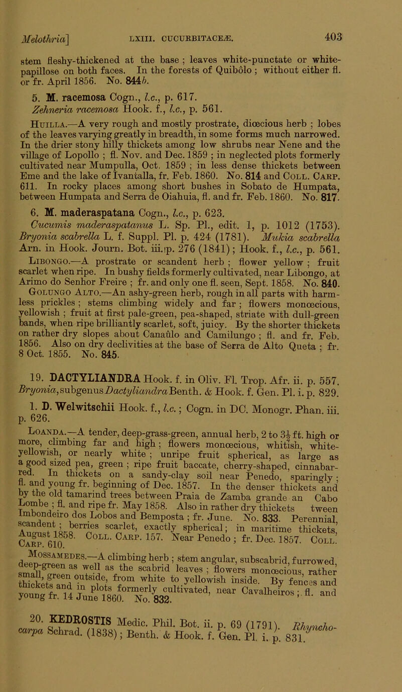 stem fleshy-thickened at the base ; leaves white-punctate or white- papillose on both faces. In the forests of Quibolo ; without either fl. or fr. April 1856. No. 8445. 5. M. racemosa Cogn., l.c,, p. 617. Zehneria racemosa Hook, f., l.c., p. 561. Huilla.—A very rough and mostly prostrate, dioecious herb ; lobes of the leaves varying greatly in breadth, in some forms much narrowed. In the drier stony hilly thickets among low shrubs near Nene and the village of Lopollo ; fl. Nov. and Dec. 1859 ; in neglected plots formerly cultivated near Mumpulla, Oct, 1859 ; in less dense thickets between Erne and the lake of Ivantalla, fr. Feb. 1860. No. 814 and Coll. Carp. 611. In rocky places among short bushes in Sobato de Humpata, between Humpata and Serra de Oiahuia, fl. and fr. Feb. 1860. No. 817. 6. M. maderaspatana Oogn., lx., p. 623. Cucumis maderaspatanvjs L. Sp. PI., edit. 1, p. 1012 (1753). Bryonia scabrella L. f. Suppl. PI. p. 424 (1781). Muhia scabreUa Arn. in Hook. Journ. Bot. iii.ip. 276 (1841); Hook, f., l.c., p. 561. Libongo.—A prostrate or scandent herb ; flower yellow ; fruit scarlet when ripe. In bushy fields formerly cultivated, near Libongo, at Arimo do Senhor Freire ; fr. and only one fl. seen, Sept. 1858. No. 840. Golungo Alto.—An ashy-green herb, rough in all parts with harm- less prickles ; stems climbing widely and far ; flowers monoecious, yellowish ; fruit at first pale-green, pea-shaped, striate with dull-green bands, when ripe brilliantly scarlet, soft, juicy. By the shorter thickets on rather dry slopes about Canafilo and Camilungo ; fl. and fr. Feb. 1856. Also on dry declivities at the base of Serra de Alto Oueta • fr 8 Oct. 1855. No. 845. , • 19. DACTYLIANDRA Hook. f. in Oliv. Fl. Trop. Afr. ii. p. 557. Bryonia,svihg&nVisDactyliandra'Renih.. & Hook. f. Gen. PI. i. p. 829. 1. D. Welwitschii Hook, f., l.c.; Cogn. in DC. Monogr. Phan. iii. p. 626. Loanda.—A tender, deep-grass-green, annual herb, 2 to 34 ft. high or more, climbing far and high; flowers monoecious, whitish, white- yeUowish, or nearly white ; unripe fruit spherical, as large as a good sized pea, green; ripe fruit baccate, cherry-shaped, cinnabar- red. In thickets on a sandy-clay soil near Penedo, sparinelv • fl. and young fr. beginning of Dec. 1857. In the denser thickets and by the old tamarind trees between Praia de Zamba grande an Cabo Lombe ; fl. and ripe fr. May 1858. Also in rather dry thickets tween Imbondeiro dos Lobos and Bemposta ; fr. June. No. 833. Perennial sc^let, exactly spherical; in maritime thickets’ cX. 6iT 157. Near Penedo ; fr. Dec. 1857. Coll! climbing herb ; stem angular, subscabrid, furrowed Oav,.be& s 20. ^DEOSTIS Medic. Phi]. Bot. ii. p. 69 (1791) Bhmteho- carpa Schrad. (1838); Benth. * Hook. f. Gen. PI. i. p.