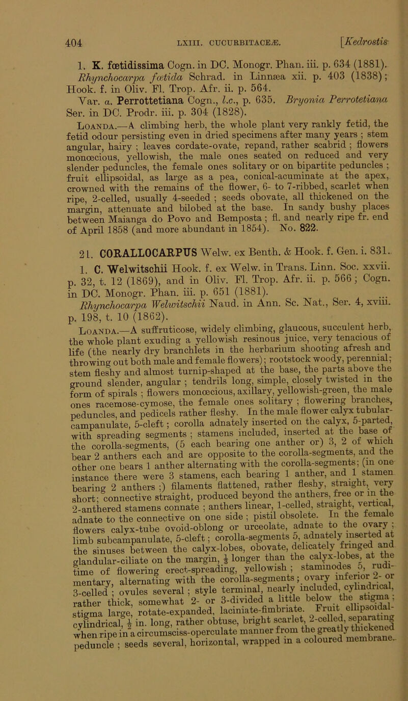 1. K. foetidissima Oogn. in DC. Monogr. Phan. hi. p. 634 (1881). Rhynchocarpa fmtida Sclirad. in Linnsea xii. p. 403 (1838); Hook. f. in Oliv. FI. Trop. Afr. ii. p. 564. Var. a. Perrottetiana Cogn., Z.c., p. 635. Bryonia Perrotetia/na Ser. in DC. Prodr. hi. p. 304 (1828). Loanda.—A climbing herb, the whole plant very rankly fetid, the fetid odour persisting even in dried specimens after many years ; stem angular, hairy ; leaves cordate-ovate, repand, rather scabrid ; flowers monoecious, yellowish, the male ones seated on reduced and very slender peduncles, the female ones solitary or on bipartite peduncles ; fruit ellipsoidal, as large as a pea, conical-acuminate at the apex, crowned with the remains of the flower, 6- to 7-ribbed, scarlet when ripe, 2-celled, usually 4-seeded ; seeds obovate, all thickened on the margin, attenuate and bilobed at the base. In sandy bushy places between Maianga do Povo and Bemposta ; fl. and nearly ripe fr. end of April 1858 (and more abundant in 1854). No. 822. 21. CORALLOCARPUS Welw. ex Benth. & Hook. f. Gen. i. 831. 1. C. Welwitschii Hook. f. ex Welw. in Trans. Linn. Soc. xxvii. p. 32, t. 12 (1869), and in Oliv. Fl. Trop. Afr. h. p. 566; Cogn. in DC. Monogr. Phan. hi. p. 651 (1881). Rhynchocarpa Welwitschii Naiid. in Ann. &c. Nat., Ser. 4, xvhi. p. 198, t. 10 (1862). Loanda.—A suffruticose, widely climbing, glaucous, succulent herb, the whole plant exuding a yellowish resinous juice, very tenacious of life (the nearly dry branchlets in the herbarium shooting afresh and throwing out both male and female flowers); rootstock woody, perenmd; stem fleshy and almost turnip-shaped at the base, the parts above the ground slender, angular ; tendrils long, simple, closely twisted in the form of spirals ; flowers monoecious, axillary, yellowish-green, the rnale ones racemose-cymose, the female ones solitary ; flowering branches, peduncles, and pedicels rather fleshy. In the male flower (^lyx tubmar- campanulate, 5-cleft; corolla adnately inserted on the calyx, 5-parted with spreading segments ; stamens included, inserted at the base of the corolla-segments, (5 each bearing one anther or) 3, 2 of which bear 2 anthers each and are opposite to the corolla-segments, and the other one bears 1 anther alternating with the corolla-segments; (in one instance there were 3 stamens, each bearing 1 anther, and 1 stamen bearing 2 anthers ;) filaments flattened, rather fleshy, straight, very short; connective straight, produced beyond the anthers, free or in the 2- anthered stamens connate ; anthers linear, 1-celled, straight, vertical, adnate to the connective on one side ; pistil obsolete. In the fem^e flowers calyx-tube ovoid-oblong or urceolate, to the ovary limb subcampanulate, 5-cleft; corolla-segments 5, adnately mse^d at the sinuses between the calyx-lobes, obovate, delicately fring^ a^^^ glandular-ciliate on the margm, ^ longer than the calyx-hibes, at the time of flowering erect-spreading, yellowish ; staminodes 5, u mentai-y, alternating with the corolla-segments; ovary infenor 2-or 3- celled^• ovules several ; style terminal, nearly included, cylindrical, rather thick, somewhat 2- or 3-diyided a little stiffma large, rotate-expanded, laciniate-fimbriate. Fruit ellip=oidal cyLidricalf i in. long, rather obtuse, bright scarlet, 2-celled, when ripe in a circumsciss-operculate manner from the greatly thickened peduncle ; seeds several, horizontal, wrapped in a coloured membrane-