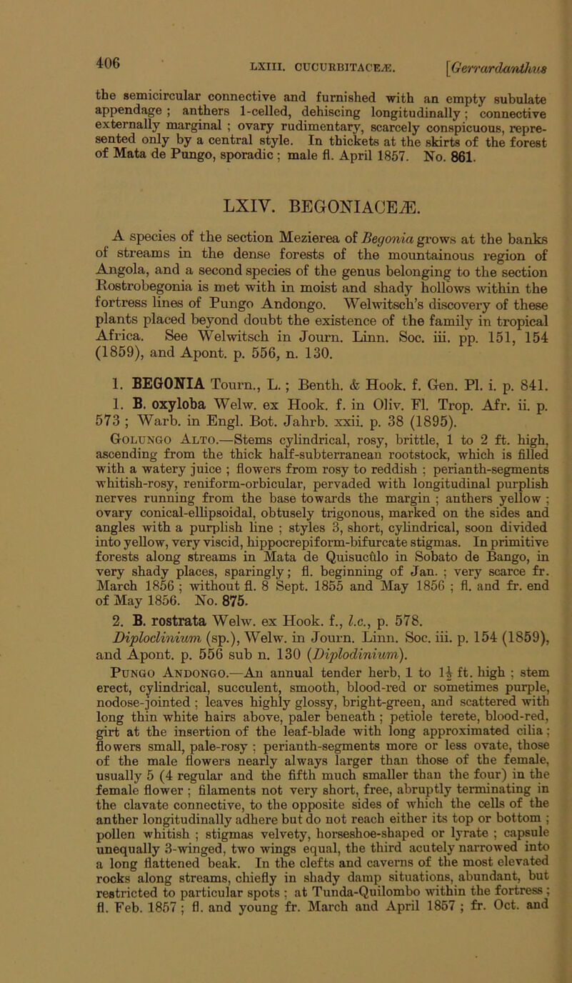 the semicircular connective and furnished with an empty subulate appendage ; anthers 1-celled, dehiscing longitudinally; connective externally marginal ; ovary rudimentary, scarcely conspicuous, repre- sented only by a central style. In thickets at the skirts of the forest of Mata de Pungo, sporadic ; male fl. April 1857. No. 861. LXIV. BEGONIACE^. A species of the section Mezierea of Begonia gi’ows at the banks of streams in the dense forests of the mountainous region of Angola, and a second species of the genus belonging to the section Rostrobegonia is met with in moist and shady hollows within the fortress lines of Pungo Andongo. Welwitsch’s discovery of these plants placed beyond doubt the existence of the family in tropical Africa. See Welwitsch in Journ. Linn. Soc. iii. pp. 151, 154 (1859), and Apont. p. 556, n. 130. 1. BEGONIA Tourn., L.; Benth. & Hook. f. Gen. PI. i. p. 841. 1. B. oxyloha Welw. ex Hook. f. in Oliv. PI. Trop. Afr. ii. p. 573 ; Warb. in Engl. Bot. Jahrb. xxii. p. 38 (1895). Goltjngo Alto.—Stems cylindrical, rosy, brittle, 1 to 2 ft. high, ascending from the thick half-subterranean rootstock, which is filled with a watery juice ; flowers from rosy to reddish ; perianth-segments whitish-rosy, reniform-orbicular, pervaded with longitudinal purplish nerves running from the base towards the margin ; anthers yellow ; ovary conical-elhpsoidal, obtusely trigonous, marked on the sides and angles with a purplish line ; styles 3, short, cyhndrical, soon divided into yellow, very viscid, hippocrepiform-bifurcate stigmas. In primitive forests along streams in Mata de Quisucfllo in Sobato de Bango, in very shady places, sparingly; fl. beginning of Jan. ; very scarce fr. March 1856 ; without fl. 8 Sept. 1855 and May 1856 ; fl. and fr. end of May 1856. No. 875. 2. B. rostrata Welw. ex Hook, f., Z.c., p. 578. Diploclinivmi (sp.), Welw. in Journ. Linn. Soc. iii. p. 154 (1859), and Apont. p. 556 sub n. 130 (Diplodiniwm). Pungo Andongo.—An annual tender herb, 1 to 14 ft. high ; stem erect, cylindrical, succulent, smooth, blood-red or sometimes purple, nodose-jointed ; leaves highly glossy, bright-green, and scattered with long thin white hairs above, paler beneath ; petiole terete, blood-red, girt at the insertion of the leaf-blade with long approximated cilia; flowers small, pale-rosy ; perianth-segments more or less ovate, those of the male flowers nearly always larger than those of the female, usually 5 (4 regular and the fifth much smaller than the four) in the female flower ; filaments not very short, free, abruptly terminating in the clavate connective, to the opposite sides of which the cells of the anther longitudinally adhere but do not reach either its top or bottom ; pollen whitish ; stigmas velvety, horseshoe-shaped or lyrate ; capsule unequally 3-winged, two wings equal, the third acutely narrowed into a long flattened beak. In the clefts and caverns of the most elevated rocks along streams, chiefly in shady damp situations, abundant, but restricted to particular spots ; at Tunda-Quilombo wuthin the fortress; fl. Feb. 1857 ; fl. and young fr. March and April 1867 ; fr. Oct. and