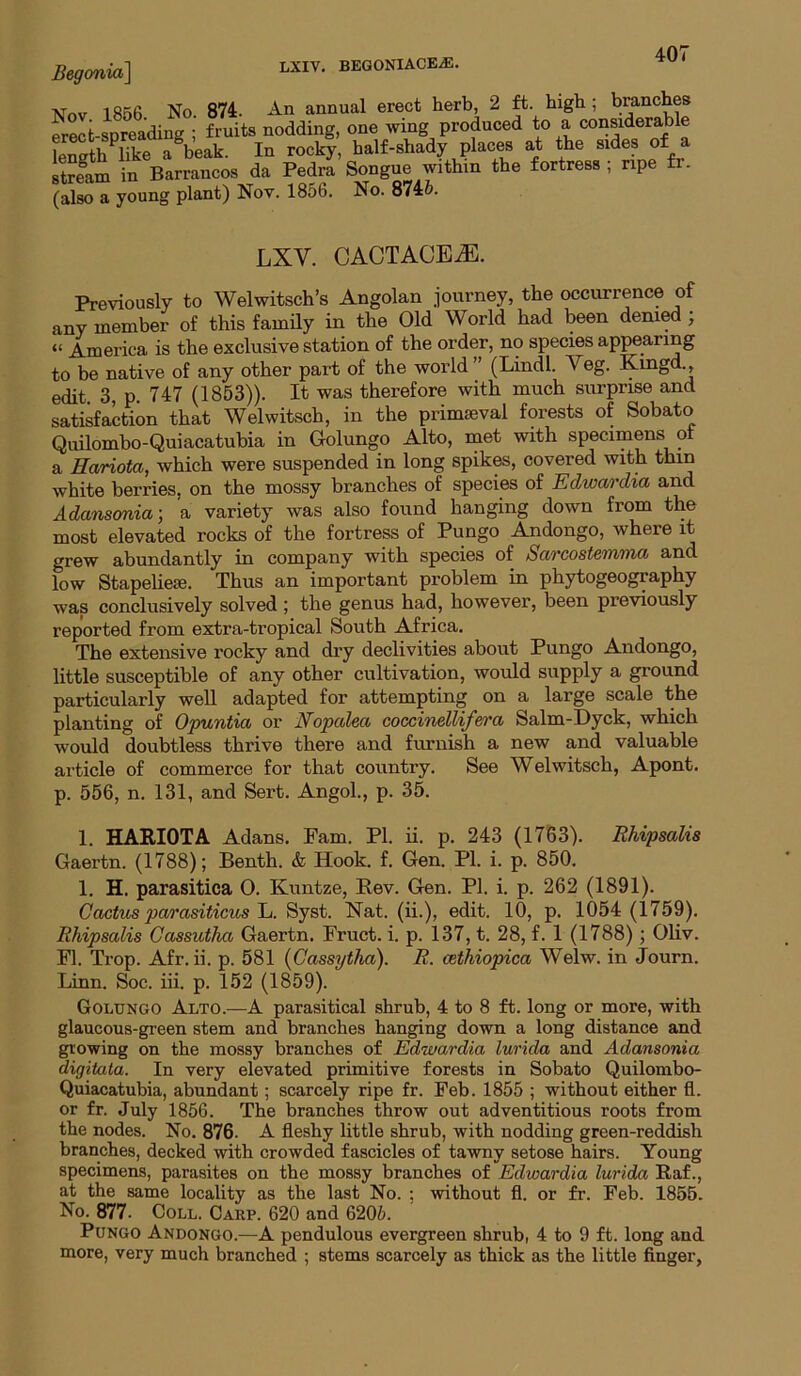 40' Begonia^ Nov 1856 No. 874. An annual erect herb, 2 ft. high ; branches erecUpreading ; fruits nodding, one wing produced to a considerable LSth bke a^beak. In rocky, half-shady places at the sides of a stream in Barrancos da Pedra Songue within the fortress , ripe fr. (aS“ young plant) Nov. 1856. No. 8745. LXV. CACTACEiE. Previously to Welwitsch’s Angolan journey, the occurrence of any member of this famHy in the Old World had been denied ; “ America is the exclusive station of the order, no species appearing to be native of any other part of the world (Lindl. Veg. Kmg ., edit 3, p. 747 (1853)). It was therefore with much surprise and satisfaction that Welwitsch, in the primaeval forests of Sobato Quilombo-Quiacatubia in Golungo Alto, rnet with specimens oi a Hariota, which were suspended in long spite, covered with thin white berries, on the mossy branches of species of Edwardia and Adansmia-, a variety was also found hanging down from the most elevated rocks of the fortress of Pungo Andongo, where it grew abundantly in company with species of Sarcostemma and low Stapelieie. Thus an important problem in phytogeography was conclusively solved ; the genus had, however, been previously reported from extra-tropical South Africa. The extensive rocky and dry declivities about Pungo Andongo, little susceptible of any other cultivation, would supply a ground particularly well adapted for attempting on a large scale the planting of Opuntia or Nopalea coccinellifera Salm-Dyck, which would doubtless thrive there and furnish a new and valuable article of commerce for that country. See Welwitsch, Apont. p. 556, n. 131, and Sert. Angol., p. 35. 1. HARIOTA Adans. Pam. PI. ii. p. 243 (1763). Rhipsalis Gaertn. (1788); Benth. & Hook. f. Gen. PI. i. p. 850. 1. H. parasitica 0. Kuntze, Rev. Gen. PI. i. p. 262 (1891). Cactus parasiticus L. Syst. Nat. (ii.), edit. 10, p. 1054 (1759). Rhipsalis Cassutha Gaertn. Fruct. i. p. 137, t. 28, f. 1 (1788); OHv. FI. Trop. Afr. ii. p. 581 {Cassytha). R. octhiopica Welw. in Journ. Linn. Soc. iii. p. 152 (1859). Golungo Alto.—A parasitical shrub, 4 to 8 ft. long or more, with glaucous-green stem and branches hanging down a long distance and growing on the mossy branches of Edwardia lurida and Adansonia digitata. In very elevated primitive forests in Sobato Quilombo- Quiacatubia, abundant; scarcely ripe fr. Feb. 1855 ; without either fl. or fr. July 1856. The branches throw out adventitious roots from the nodes. No. 876. A fleshy little shrub, with nodding green-reddish branches, decked with crowded fascicles of tawny setose hairs. Young specimens, parasites on the mossy branches of Edwardia lurida Raf., at the same locality as the last No. ; without fl. or fr. Feb. 1856. No. 877. Coll. Carp. 620 and 6205. Pungo Andongo.—A pendulous evergreen shrub, 4 to 9 ft. long and more, very much branched ; stems scarcely as thick as the little finger,