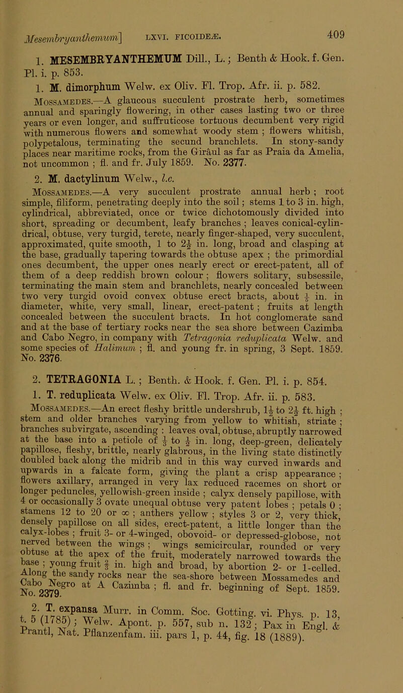 1. MESEMBRYANTHEMUM Dill., L.; Benth & Hook. £. Gen. PI. i. p. 853. 1. M. dimorphum Welw. ex Oliv. FI. Trop, Afr. ii. p. 582. Mossamedes.—A glaucous succulent prostrate herb, sometimes annual and sparingly flowering, in other cases lasting two or three years or even longer, and suflfruticose tortuous decumbent very rigid with numerous flowers and somewhat woody stem ; flowers whitish, polypetalous, terminating the secund branchlets. In stony-sandy places near maritime rocks, from the Giraul as far as Praia da Amelia, not uncommon ; fl. and fr. July 1859. No. 2377. 2. M. dactylinum Welw., l.c. Mossamedes.—A very succulent prostrate annual herb ; root simple, filiform, penetrating deeply into the soil; stems 1 to 3 in. high, cylindrical, abbreviated, once or twice dichotomously divided into short, spreading or decumbent, leafy branches ; leaves conical-cylin- drical, obtuse, very turgid, terete, nearly finger-shaped, very succulent, approximated, quite smooth, 1 to 2^ in. long, broad and clasping at the base, gradually tapering towards the obtuse apex ; the primordial ones decumbent, the upper ones nearly erect or erect-patent, all of them of a deep reddish brown colour ; flowers solitary, subsessile, terminating the main stem and branchlets, nearly concealed between two very turgid ovoid convex obtuse erect bracts, about \ in. in diameter, white, very small, linear, erect-patent ; fruits at length concealed between the succulent bracts. In hot conglomerate sand and at the base of tertiary rocks near the sea shore between Cazimba and Cabo Negro, in company with Tetragonia reduplicata Welw. and some species of Halimum ; fl. and young fr. in spring, 3 Sept. 1859. No. 2376. 2. TETRAGONIA L.; Benth. & Hook. f. Gen. PI. i. p. 854. 1. T. reduplicata Welw. ex Oliv. Fl. Trop. Afr. ii. p. 583. Mossamedes.—An erect fleshy brittle undershrub, 1J to ft. high ; stem and older branches varying from yellow to whitish, striate ; branches subyirgate, ascending : leaves oval, obtuse, abruptly narrowed at the base into a petiole of ^ to ^ in. long, deep-green, delicately papillose, fleshy, brittle, nearly glabrous, in the living state distinctly doubled back along the midrib and in this way curved inwards and upwards in a falcate form, giving the plant a crisp appearance • flowers axillary, arranged in very lax reduced racemes on short or longer peduncles, yellowish-green inside ; calyx densely papillose, with 4 or occasionally 3 ovate unequal obtuse very patent lobes ; petals 0 ■ stamens 12 to 20 or oo ; anthers yellow ; styles 3 or 2, very thick’ densely papillose on all sides, erect-patent, a little longer than the calyx-lobes ; fruit 3- or 4-winged, obovoid- or depressed-globose, not ne^ed between the wings ; wings semicircular, rounded or very obtuse at the apex of the fruit, moderately narrowed towards the base ; young fruit f m. high and broad, by abortion 2- or 1-celled ® sea-shore between Mossamedes and No^2379^'^*^ ^ Cazimba ; fl. and fr. beginning of Sept. 1859. PrLtVv^’ P- Engl. & xranti, JNat. Pflanzenfam. m. pars 1, p. 44, fig. 18 (1889).