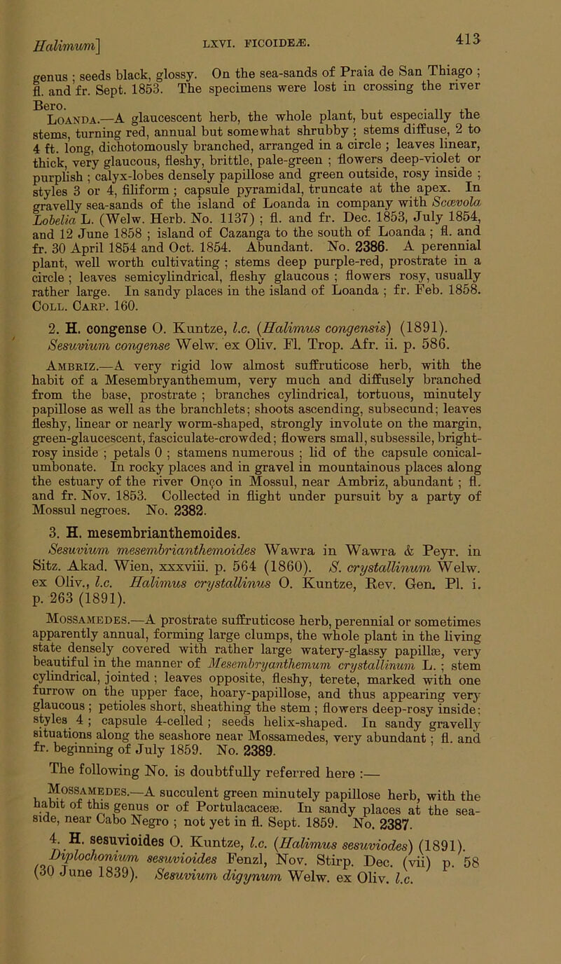 HalimiiAii] 41S genus • seeds black, glossy. On the sea-sands of Praia de San Thiago ; fl. and’fr. Sept. 1853. The specimens were lost in crossing the river B6ro. LoANDA.—A glaucescent herb, the whole plant, but especially the stems, turning red, annual but somewhat shrubby ; stems diffuse, 2 to 4 ft. long, dichotomously branched, arranged in a circle ; leaves linear, thick, very glaucous, fleshy, brittle, pale-green ; flowers deep-violet or purplish ; calyx-lobes densely papillose and green outside, rosy inside ; styles 3 or 4, filiform; capsule pyramidal, truncate at the apex. In gravelly sea-sands of the island of Loanda in company with Sccevola Lobelia L. (Welw. Herb. No. 1137) ; fl. and fr. Dec. 1853, July 1854, and 12 June 1858 ; island of Cazanga to the south of Loanda ; fl. and fr. 30 April 1854 and Oct. 1854. Abundant. No. 2386. A perennial plant, well worth cultivating ; stems deep purple-red, prostrate in a circle ; leaves semicylindrical, fleshy glaucous ; flowers rosy, usually rather large. In sandy places in the island of Loanda ; fr. Feb. 1858. Coll. Caep. 160. 2. H. congense 0. Kuntze, l.c. {Halimus congensis) (1891). Sesuvium congense Welw. ex Oliv. Fl. Trop. Afr. ii. p. 586. Ambriz.—A very rigid low almost suffruticose herb, with the habit of a Mesembryanthemum, very much and diffusely branched from the base, prostrate ; branches cylindrical, tortuous, minutely papillose as well as the branchlets; shoots ascending, subsecund; leaves fleshy, linear or nearly worm-shaped, strongly involute on the margin, green-glaucescent,fasciculate-crowded; flowers small, subsessile,bright- rosy inside ; petals 0 ; stamens numerous ; lid of the capsule conical- umbonate. In rocky places and in gravel in mountainous places along the estuary of the river On90 in Mossul, near Ambriz, abundant ; fl. and fr. Nov. 1853. Collected in flight under pursuit by a party of Mossul negroes. No. 2382. 3. H. mesembrianthemoides. Sesuvium mesemhriantliemoides Wawra in Wawra & Peyr. in Sitz. Akad. Wien, xxxviii. p. 564 (1860). S. crystallinum Welw. ex Oliv., l.c. Halimus crystallinus 0. Kuntze, Rev. Gen. PI. i. p. 263 (1891). Mossamedes.—A prostrate suffruticose herb, perennial or sometimes apparently annual, forming large clumps, the whole plant in the living state densely covered with rather large watery-glassy papillse, very beautiful in the manner of Mesembryanthemum crystallinum L. ; stem cylindrical, jointed ; leaves opposite, fleshy, terete, marked with one furrow on the upper face, hoary-papillose, and thus appearing verj' glaucous ; petioles short, sheathing the stem ; flowers deep-rosy inside; styles 4 ; capsule 4-celled ; seeds helix-shaped. In sandy gravelly situations along the seashore near Mossamedes, very abundant; fl. and fr. beginning of July 1859. No. 2389. The following No. is doubtfully referred here :— Mossamedes.—A succulent green minutely papillose herb, with the habit ot this genus or of Portulacaceje. In sandy places at the sea- side, near Cabo Negro ; not yet in fl. Sept. 1859. No. 2387. L H. sesuvioides 0. Kuntze, l.c. {Halimus sesuviodes) (1891). JJiplochonivm sesuvioides Fenzl, Nov. Stirp. Dec. (vii) p. 58 (30 June 1839). Semvium digynum Welw. ex Oliv. l.c.