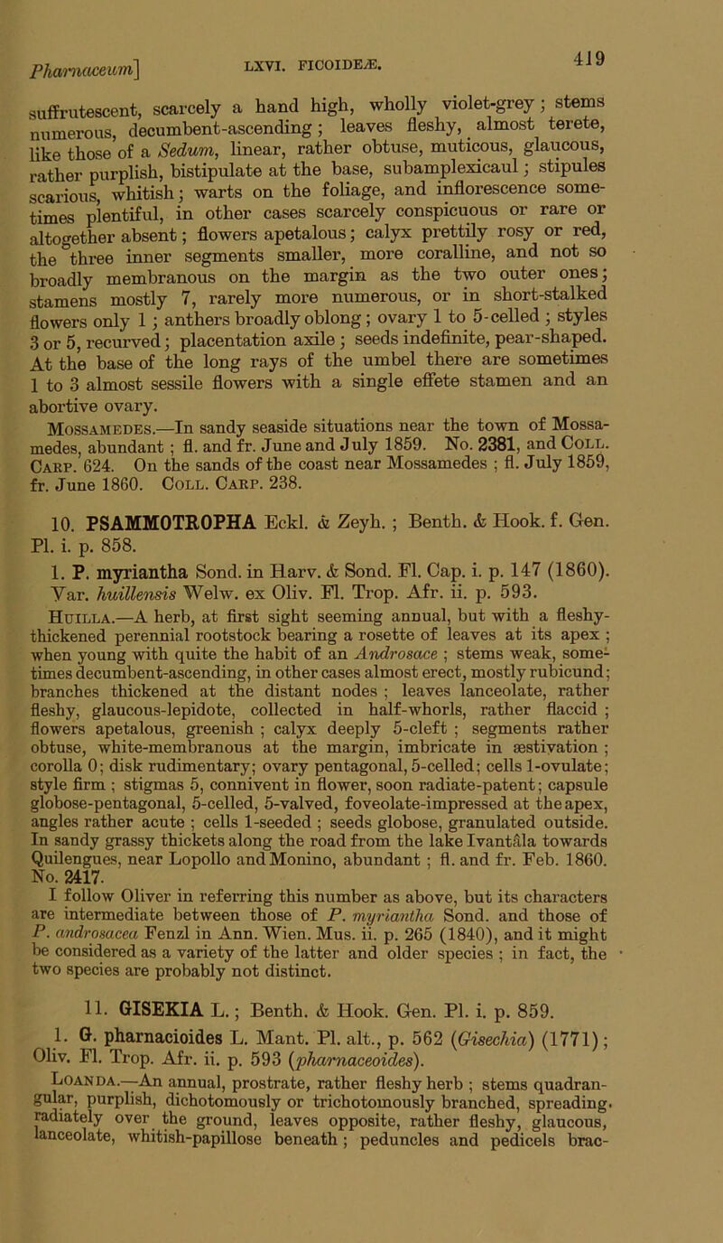 Pha‘)'na£eicrn\ sulfrutescent, scarcely a hand high, wholly violet-grey; stems numerous, decumbent-ascending; leaves fleshy, almost terete, like those of a Sedum, linear, rather obtuse, muticous, glaucous, rather purplish, bistipulate at the base, subamplexicaul; stipules scarious, whitish; warts on the foliage, and inflorescence some- times plentiful, in other cases scarcely conspicuous or rare or altogether absent; flowers apetalous; calyx prettily rosy or red, the three inner segments smaller, more coralline, and not so broadly membranous on the margin as the two outer ones; stamens mostly 7, rarely more numerous, or in short-stalked flowers only 1; anthers broadly oblong; ovary 1 to 5-celled ; styles 3 or 5, recurved; placentation axile; seeds indeflnite, pear-shaped. At the base of the long rays of the umbel there are sometimes 1 to 3 almost sessile flowers with a single effete stamen and an abortive ovary. Mossamedes.—In sandy seaside situations near the town of Mossa- medes, abundant; fl. and fr. June and July 1859. No. 2381, and Ooll. Carp. 624. On the sands of the coast near Mossamedes ; fl. July 1859, fr. June 1860. Coll. Carp. 238. 10. PSAMMOTROPHA Eckl. Zeyh. ; Benth. & Hook. f. Gen. PI. i. p. 858. 1. P. myriantha Sond. in Harv. & Sond. Fl. Cap. i. p. 147 (1860). Yar. huillensis Welw. ex Oliv. Fl. Trop. Afr. ii. p. 593. Huilla.—A herb, at first sight seeming annual, but with a fleshy- thickened perennial rootstock bearing a rosette of leaves at its apex ; when young with quite the habit of an Androsace ; stems weak, some- times decumbent-ascending, in other cases almost erect, mostly rubicund; branches thickened at the distant nodes ; leaves lanceolate, rather fleshy, glaucous-lepidote, collected in half-whorls, rather flaccid ; flowers apetalous, greenish ; calyx deeply 5-cleft ; segments rather obtuse, white-membranous at the margin, imbricate in aestivation ; corolla 0; disk rudimentary; ovary pentagonal, 5-celled; cells 1-ovulate; style firm ; stigmas 5, connivent in flower, soon radiate-patent; capsule globose-pentagonal, 5-celled, 5-valved, foveolate-impressed at the apex, angles rather acute ; cells 1-seeded ; seeds globose, granulated outside. In sandy grassy thickets along the road from the lake Ivantc41a towards Quilengues, near Lopollo andMonino, abundant ; fl. and fr. Feb. 1860. No. 2417. I follow Oliver in referring this number as above, but its characters are intermediate between those of P. myriantha Sond. and those of P. androsacea Fenzl in Ann. Wien. Mus. ii. p. 265 (1840), and it might be considered as a variety of the latter and older species ; in fact, the two species are probably not distinct. 11. GISEKIA L.; Benth. & Hook. Gen. PI. i. p. 859. 1. G. pharnacioides L. Mant. PI. alt., p. 562 (Gisechia) (1771); Oliv. Fl. Trop. Afr. ii. p. 593 (pharnaceoides). Loan da.—An annual, prostrate, rather fleshy herb ; stems quadran- gular, purplish, dichotomously or trichotomously branched, spreading, radiately over the ground, leaves opposite, rather fleshy, glaucous, lanceolate, whitish-papillose beneath; peduncles and pedicels brae-