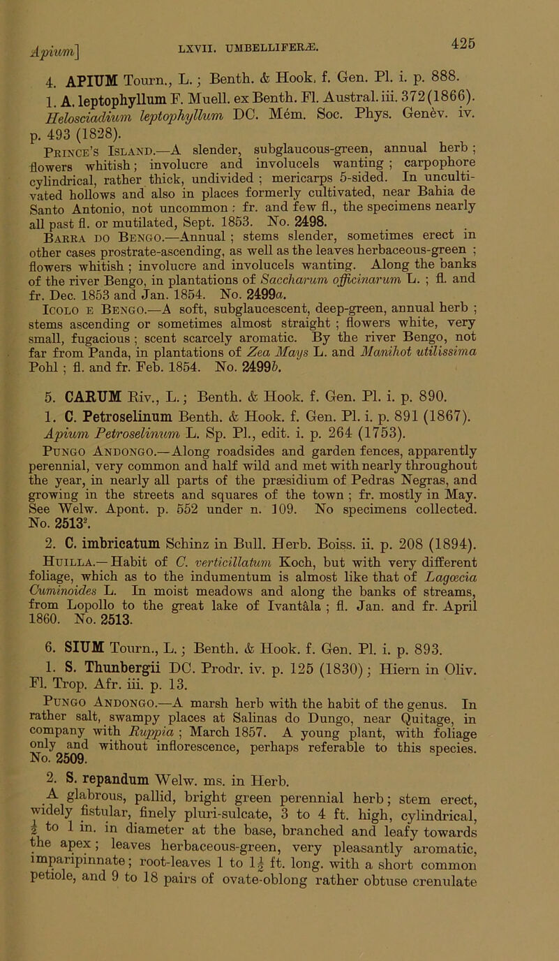Apiuin\ 4. APIITM Tourn., L.; Benth. & Hook, f. Gen. PI. i. p. 888. 1. A. leptophyllmn F. Muell. ex Benth. FI. Austral, iii. 372 (1866). Helosciadium leptojohyllum DC. Mem. Soc. Phys. Gen^v. iv. p. 493 (1828). Prince’s Island.—A slender, subglaucous-green, annual herb ; flowers whitish; involucre and involucels wanting ; carpophore cylindrical, rather thick, undivided ; mericarps 5-sided. In unculti- vated hollows and also in places formerly cultivated, near Bahia de Santo Antonio, not uncommon : fr. and few fl., the specimens nearly all past fl. or mutilated, Sept. 1853. No. 2498. Barra do Bengo.—Annual ; stems slender, sometimes erect in other cases prostrate-ascending, as well as the leaves herbaceous-green ; flowers whitish ; involucre and involucels wanting. Along the banks of the river Bengo, in plantations of Saccharum officinarum L. ; fl. and fr. Dec. 1853 and Jan. 1854. No. 2499a. IcoLO E Bengo.—A soft, subglaucescent, deep-green, annual herb ; stems ascending or sometimes almost straight ; flowers white, very small, fugacious ; scent scarcely aromatic. By the river Bengo, not far from Panda, in plantations of Zea Mays L. and Manihot utilissima Pohl ; fl. and fr. Feb. 1854. No. 24995. 5. CARUM Riv., L.; Benth. & Hook. f. Gen. PI. i. p. 890. 1. C. Petroselinum Benth. & Hook. f. Gen. PL i. p. 891 (1867). Apium Petroselinum L. Sp. PL, edit. i. p. 264 (1753). PuNGO Andongo.—Along roadsides and garden fences, apparently perennial, very common and half wild and met with nearly throughout the year, in nearly all parts of the prsesidium of Pedras Negras, and growing in the streets and squares of the town ; fr. mostly in May. See Welw. Apont. p. 552 under n. 109. No specimens collected. No. 2513^ 2. C. imbricatum Schinz in Bull. Herb. Boiss. ii. p. 208 (1894). Hxjilla.— Habit of C. verticillatum Koch, but with very different foliage, which as to the indumentum is almost like that of Lagoecia Cuminoides L. In moist meadows and along the banks of streams, from Lopollo to the great lake of Ivantala ; fl. Jan. and fr. April 1860. No. 2513. 6. SITJM Tourn., L.; Benth. & Hook. £. Gen. PL i. p. 893. 1. S. Thunbergii DO. Prodr. iv. p. 125 (1830); Hiern in Ohv. Fl. Trop. Afr. iii. p. 13. PuNGO Andongo.—A marsh herb with the habit of the genus. In rather salt, swampy places at Salinas do Dungo, near Quitage, in company with Ruppia ; March 1857. A young plant, with foliage only and without inflorescence, perhaps referable to this species. No. 2509. » r- If 2. S. repandum Welw. ms. in Herb. A glabrous, pallid, bright green perennial herb; stem erect, widely fistular, finely pluri-sulcate, 3 to 4 ft. high, cylindrical, 2 ^ diameter at the base, branched and leafy towards the apex; leaves herbaceous-green, very pleasantly aromatic, imparipinnate; root-leaves 1 to 1| ft. long, with a short common petiolej and 9 to 18 pairs of ovate-oblong rather obtuse crenulate