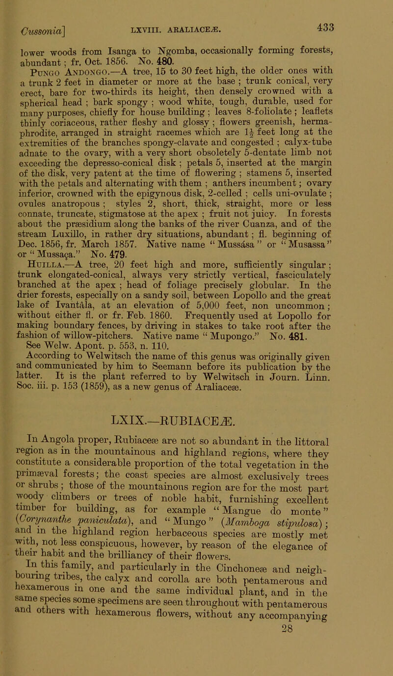 LXVIII. ARALIACEjE. Ciissonia^ lower woods from Isanga to Ngomba, occasionally forming forests, abundant; fr, Oct. 1856. No. 480. PuNGO Andongo.—A tree, 15 to 30 feet high, the older ones with a trunk 2 feet in diameter or more at the base ; trunk conical, very erect, bare for two-thirds its height, then densely crowned with a spherical head ; bark spongy ; wood white, tough, durable, used for many purposes, chiefly for house building ; leaves 8-foliolate ; leaflets thinly coriaceous, rather fleshy and glossy ; flowers greenish, herma- phrodite, arranged in straight racemes which are If feet long at the extremities of the branches spongy-clavate and congested ; calyx-tube adnate to the ovary, with a very short obsoletely 5-dentate limb not exceeding the depresso-conical disk ; petals 5, inserted at the margin of the disk, very patent at the time of flowering ; stamens 5, inserted with the petals and alternating with them ; anthers incumbent; ovary inferior, crowned with the epigynous disk, 2-celled ; cells uni-ovulate ; ovules anatropous ; styles 2, short, thick, straight, more or less connate, truncate, stigmatose at the apex ; fruit not juicy. In forests about the prsesidium along the banks of the river Cuanza, and of the stream Luxillo, in rather dry situations, abundant; fl. beginning of Dec. 1856, fr. March 1857. Native name “Mussdsa” or “Musassa” or “ Mussaga.” No. 479. Huilla.—A tree, 20 feet high and more, sufficiently singular; trunk elongated-conical, always very strictly vertical, fasciculately branched at the apex ; head of foliage precisely globular. In the drier forests, especially on a sandy soil, between Lopollo and the great lake of Ivahtala, at an elevation of 5,000 feet, non uncommon; without either fl. or fr. Feb. 1860. Frequently used at Lopollo for making boundary fences, by driving in stakes to take root after the fashion of willow-pitchers. Native name “ Mupongo.” No. 481. See Welw. Apont. p. 553, n. 110. According to Welwitsch the name of this genus was originally given and communicated by him to Seemann before its publication by the latter. It is the plant referred to by Welwitsch in Journ. Linn. Soc. iii. p. 153 (1859), as a new genus of Araliaceae. LXIX.—RUBIACE^. In Angola proper, Rubiaceas are not so abundant in the littoral region as in the mountainous and highland regions, where they constitute a considerable proportion of the total vegetation in the primaeval forests; the coast species are almost exclusively trees or shrubs ; those of the mountainous region are for the most part woody climbers or trees of noble habit, furnishing excellent tmber for building, as for example “ Mangue do monte ” \Corynanthe paniculata), and “ Mungo ” (^Mamhoga stipidosa); and in the highland region herbaceous species are mostly met with, not less conspicuous, however, by reason of the elegance of their habit and the brilliancy of their flowers. In this family, and particularly in the Cinchonem and neigh- bourmg tribes, the calyx and corolla are both pentamerous and hexamerous in one and the same individual plant, and in the same species some specimens are seen throughout with pentamerous 0 ers with hexamerous flowei’s, without any accompanying 28