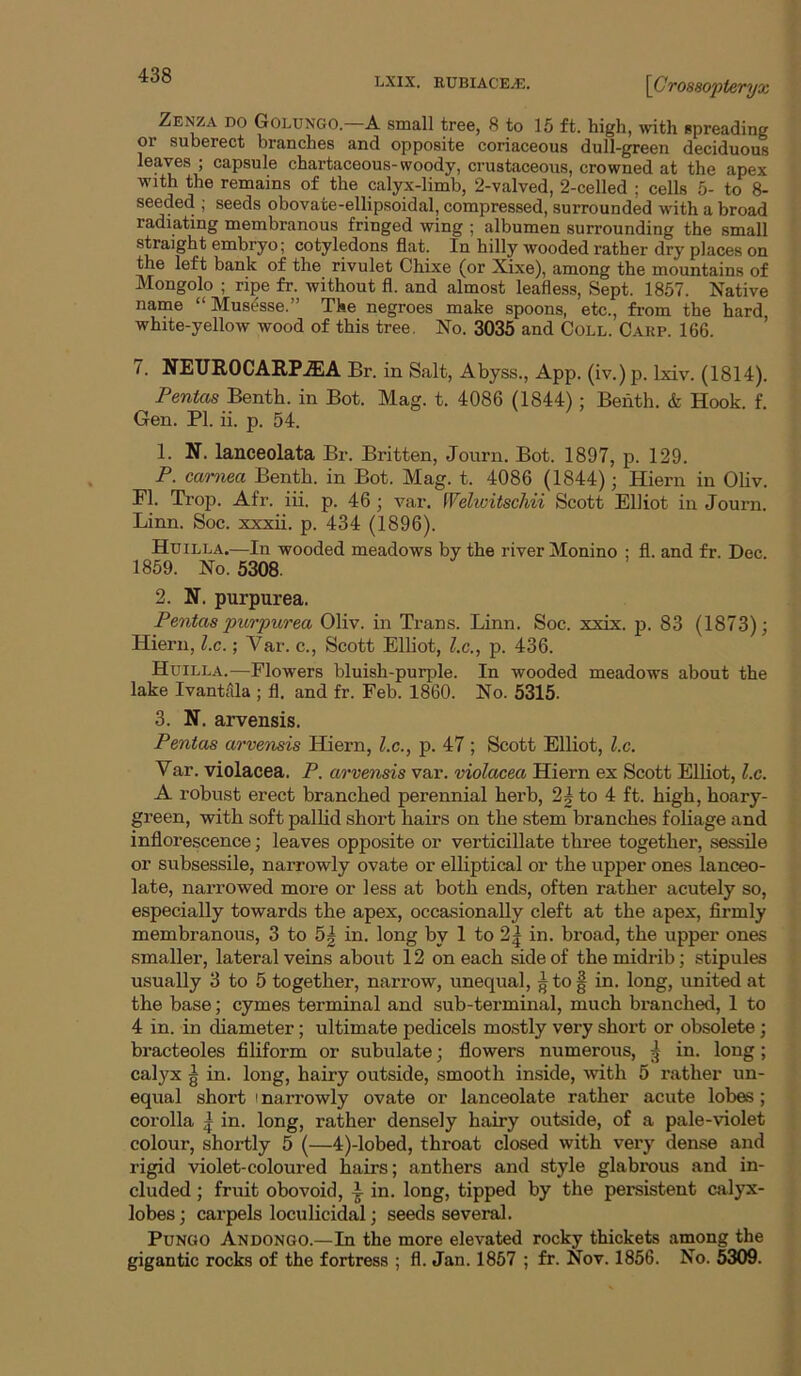 \Cros8opteryx Zenza do Golungo. A small tree, 8 to 15 ft. high, with spreading or suberect branches and opposite coriaceous dull-green deciduous leaves ; capsule chartaceous-woody, crustaceous, crowned at the apex with the remains of the calyx-limb, 2-valved, 2-celled ; cells 5- to 8- seeded ; seeds obovate-ellipsoidal, compressed, surrounded with a broad radiating membranous fringed wing ; albumen surrounding the small straight embryo; cotyledons flat. In hilly wooded rather dry places on the left bank of the rivulet Chixe (or Xixe), among the mountains of Mongolo ; ripe fr. without fl. and almost leafless, Sept. 1857. Native name “ Mus^sse.” The negroes make spoons, etc., from the hard white-yellow wood of this tree. No. 3035 and Coll. Cahp. 166. ’ 7. NEUROCAIlP.ffiA Br. in Salt, Abyss., App. (iv.) p. Ixiv. (1814). Pentas Benth. in Bot. Mag. t. 4086 (1844) ; Beiith. & Hook. f. Gen. PI. ii. p. 54. 1. N. lanceolata Br. Britten, Journ. Bot. 1897, p. 129. P. carnea Benth. in Bot. Mag. t. 4086 (1844); Hiern in Oliv. PI. Trop. Afr. iii. p. 46; var. Welwitschii Scott Elliot in Journ. Linn. Soc. xxxii. p. 434 (1896). Huilla.—In wooded meadows by the river Monino : fl. and fr. Dec. 1859. No. 5308. 2. N. purpurea. Pentas purpurea Oliv. in Trans. Linn. Soc. xxix. p. 83 (1873); Hiern, l.c.; Var. c., Scott Elliot, ?.c., p. 436. Huilla.—Flowers bluish-purple. In wooded meadows about the lake Ivantjila ; fl. and fr. Feb. 1860. No. 5315. 3. N, arvensis. Pentas arvensis Hiern, l.c., p. 47 ; Scott Elliot, l.c. Var. violacea. P. arvensis var. violacea Hiern ex Scott Elliot, l.c. A robust erect branched perennial herb, 2| to 4 ft. high, hoary- green, with soft pallid short hairs on the stem branches foliage and inflorescence; leaves opposite or verticillate three together, sessile or subsessile, narrowly ovate or elliptical or the upper ones lanceo- late, narrowed more or less at both ends, often rather acutely so, especially towards the apex, occasionally cleft at the apex, firmly membranous, 3 to 5^ in. long by 1 to 2| in. broad, the upper ones smaller, lateral veins about 12 on each side of the midrib; stipules usually 3 to 5 together, narrow, unequal, ^tof in. long, united at the base; cymes terminal and sub-terminal, much branched, 1 to 4 in. in diameter; ultimate pedicels mostly very short or obsolete; bracteoles filiform or subulate; flowers numerous, ^ in. long; calyx g in. long, hairy outside, smooth inside, with 5 rather un- equal short I narrowly ovate or lanceolate rather acute lobes; corolla ^ in. long, rather densely hairy outside, of a pale-violet colour, shortly 5 (—4)-lobed, throat closed with very dense and rigid violet-coloured hairs; anthers and style glabrous and in- cluded ; fruit obovoid, in. long, tipped by the persistent calyx- lobes ; carpels loculicidal; seeds several. PuNGO Andongo.—In the more elevated rocky thickets among the gigantic rocks of the fortress ; fl. Jan. 1857 ; fr. Nov. 1856. No. 5309.