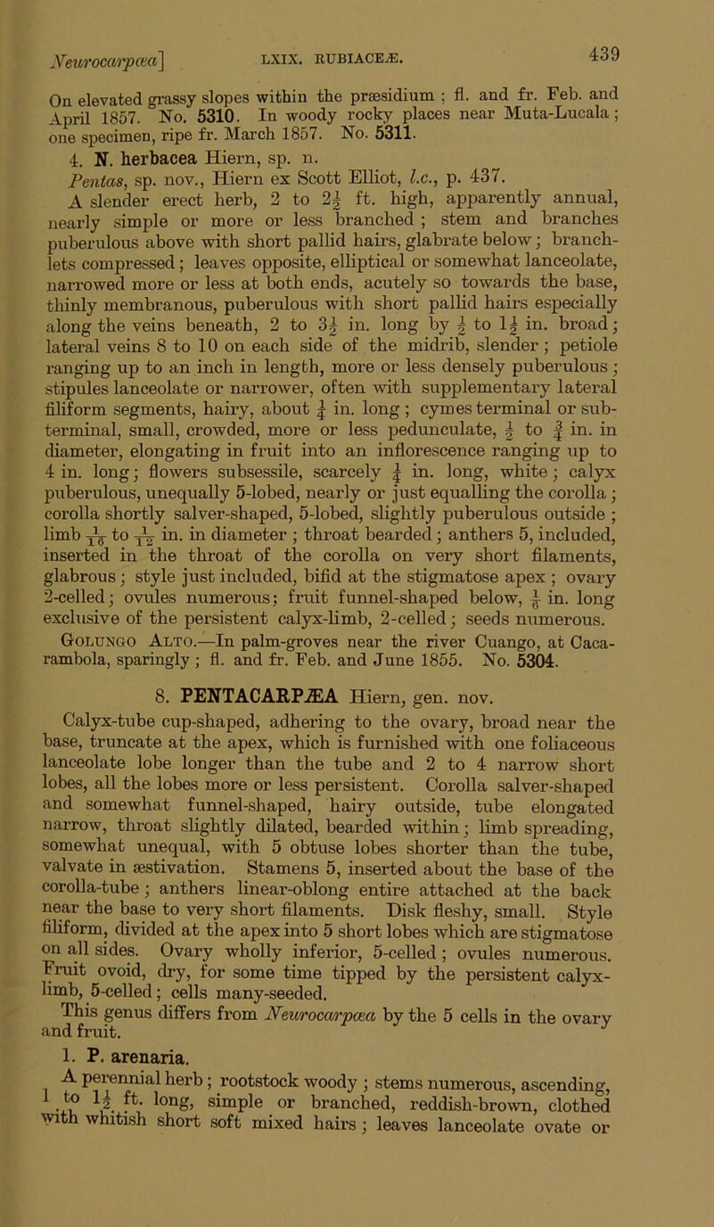 y^euroc((/i'pcn(ii\ lxix. rubiace/e. “idy On elevated grassy slopes within the prsesidium ; fl. and fr. Feb. and April 1857. No. 5310. In woody rocky places near Muta-Lucala; one specimen, ripe fr. March 1857. No. 5311. 4. N. herbacea Hiern, sp. n. Pcnias, sp. nov., Hiern ex Scott Elliot, l.c., p. 437. A slender erect herb, 2 to 2| ft. high, apparently annual, nearly simple or more or less branched ; stem and branches puberulous above with short pallid hairs, glabrate below; branch- lets compressed; leaves opposite, elliptical or somewhat lanceolate, narrowed more or less at both ends, acutely so towards the base, thinly membranous, puberulous with short palhd hairs especially along the veins beneath, 2 to 3| in. long by | to 1| in. broad; lateral veins 8 to 10 on each side of the midrib, slender; petiole ranging up to an inch in length, more or less densely puberulous; stipules lanceolate or narrower, often with supplementary lateral filiform segments, hairy, about | in. long ; cymes terminal or sub- terminal, small, crowded, more or less pedunculate, | to | in. in diameter, elongating in fruit into an inflorescence ranging up to 4 in. long; flowers subsessile, scarcely ^ in. long, white; calyx puberulous, unequally 5-lobed, nearly or just equalling the corolla; corolla shortly salver-shaped, 5-lobed, slightly puberulous outside ; limb ^ to in. in diameter ; throat bearded; anthers 5, included, inserted in the throat of the corolla on very short fllaments, glabrous; style just included, bifid at the stigmatose apex ; ovary 2-celled; ovules numerous; fruit funnel-shaped below, in. long exclusive of the persistent calyx-limb, 2-celled; seeds numerous. Golungo Alto.—In palm-groves near the river Cuango, at Caca- rambola, sparingly ; fl. and fr. Feb. and June 1855. No. 5304. 8. PENTACARP.ffiA Hiern, gen. nov. Calyx-tube cup-shaped, adhering to the ovary, broad near the base, truncate at the apex, which is furnished with one foliaceous lanceolate lobe longer than the tube and 2 to 4 narrow short lobes, all the lobes more or less persistent. Corolla salver-shaped and somewhat funnel-shaped, hairy outside, tube elongated narrow, throat slightly dilated, bearded within; limb spreading, somewhat unequal, with 5 obtuse lobes shorter than the tube, valvate in aestivation. Stamens 5, inserted about the base of the corolla-tube; anthers linear-oblong entire attached at the back near the base to very short fllaments. Disk fleshy, small. Style filiform, divided at the apex into 5 short lobes which are stigmatose on all sides. Ovary wholly inferior, 5-celled ; ovules numerous. Fruit ovoid, dry, for some time tipped by the persistent calyx- limb, 5-celled; cells many-seeded. This genus differs from Neuroca/i'pcea by the 5 cells in the ovary and fruit. 1. P. arenaria. A perennial herb; rootstock woody ; stems numerous, ascending, ^ -in simple or branched, reddish-brown, clothed wth whitish short .soft mixed hairs; leaves lanceolate ovate or