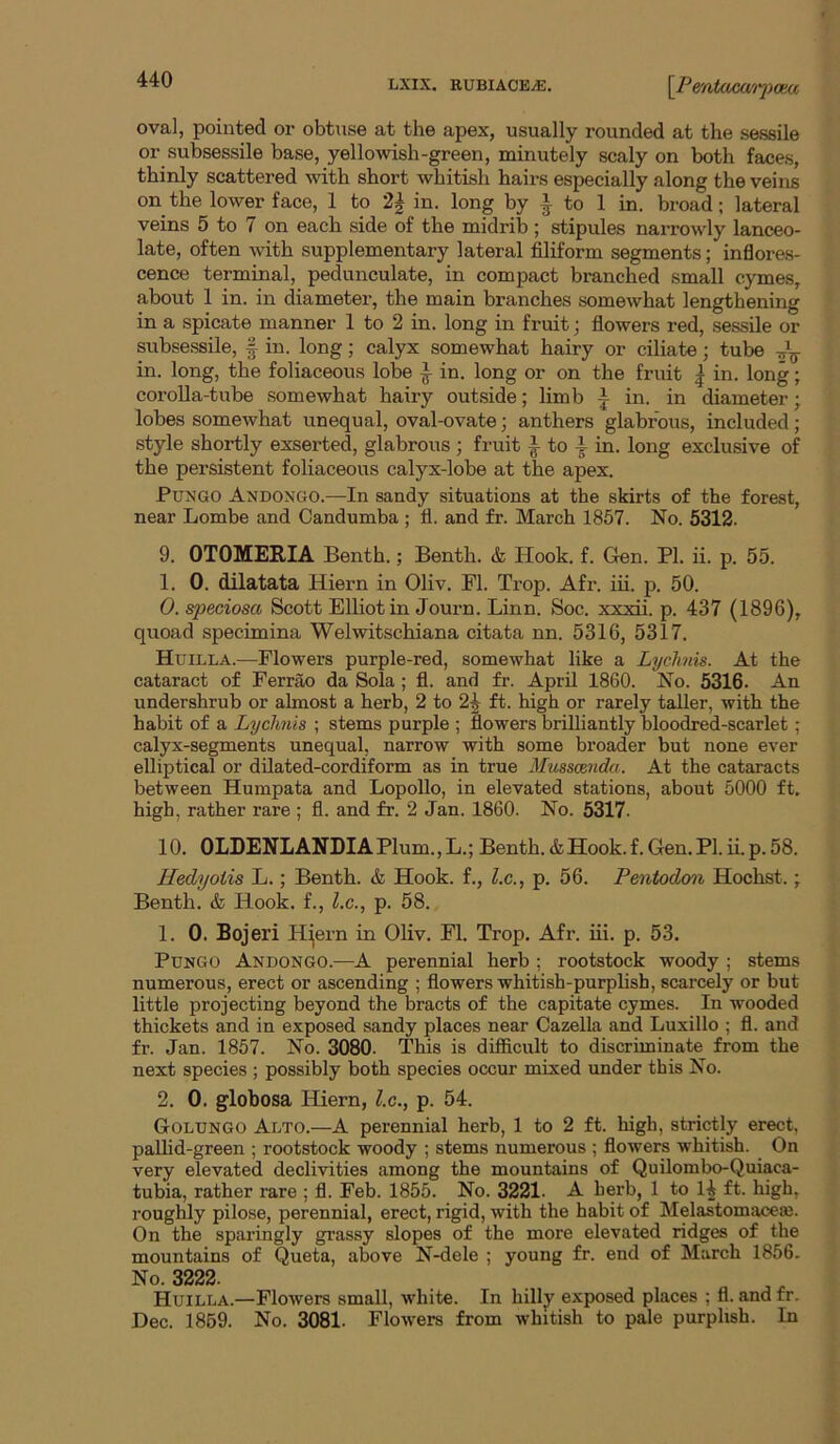 oval, pointed or obtuse at the apex, usually rounded at the sessile or subsessile base, yellowish-green, minutely scaly on both faces, thinly scattered with short whitish hairs especially along the veins on the lower face, 1 to 2^ in. long by ^ to 1 in. broad; lateral veins 5 to 7 on each side of the midrib ; stipules narrowly lanceo- late, often with supplementary lateral ffliform segments; inOores- cence terminal, pedunculate, in compact branched small cymes, about 1 in. in diameter, the main branches somewhat lengthening in a spicate manner 1 to 2 in. long in fruit; flowers red, sessile or subsessile, f in. long; calyx somewhat hairy or ciliate tube in. long, the foliaceous lobe ^ in. long or on the fruit | in. long; coroUa-tube somewhat hairy outside; limb in. in diameter; lobes somewhat unequal, oval-ovate; anthers glabrous, included; style shortly exserte^ glabrous ; fruit ^ to i in. long exclusive of the persistent foliaceous calyx-lobe at the apex. PUNGO Andongo.—In sandy situations at the skirts of the forest, near Lombe and Candumba ; fl. and fr. March 1857. No. 5312. 9. 0T0MEB.IA Benth.; Benth. & Hook. f. Gen. PI. ii. p. 55. 1. 0. dilatata Hiern in Oliv. Fl. Trop. Afr. iii. p. 50. 0. speciosa Scott Elliot in Journ. Linn. Soc. xxxii. p. 437 (1896), quoad specimina Welwitschiana citata nn. 5316, 5317. Huilla.—Flowers purple-red, somewhat like a Lychnis. At the cataract of Ferrao da Sola ; fl. and fr. April 1860. No. 5316. An undershrub or almost a herb, 2 to 2^ ft. high or rarely taller, with the habit of a Lychnis ; stems purple ; flowers brilliantly bloodred-scarlet ; calyx-segments unequal, narrow with some broader but none ever elliptical or dilated-cordiform as in true Musscsndu. At the cataracts between Humpata and Lopollo, in elevated stations, about 5000 ft. high, rather rare ; fl. and fr. 2 Jan. 1860. No. 5317. 10. 0LDENLANDIAPlum.,L.; Benth. & Hook. f. Gen. PI. ii.p. 58. Hedyoiis L.; Benth. & Hook, f., l.c., p. 56. Pentodon Hochst.; Benth. & Hook, f., l.c., p. 58. 1. 0. Bojeri H(ern in Oliv. Fl. Trop. Afr. iii. p. 53. PuNGO Andongo.—A perennial herb ; rootstock woody ; stems numerous, erect or ascending ; flowers whitish-purphsh, scarcely or but little projecting beyond the bracts of the capitate cymes. In wooded thickets and in exposed sandy places near Cazella and Luxillo ; fl. and fr. Jan. 1857. No. 3080. This is difficult to discriminate from the next species ; possibly both species occur mixed under this No. 2. 0. globosa Hiern, l.c., p. 54. Goldngo Alto.—A perennial herb, 1 to 2 ft. high, strictly erect, pallid-green ; rootstock woody ; stems numerous ; flowers whitish. On very elevated declivities among the mountains of Quilombo-Quiaca- tubia, rather rare ; fl. Feb. 1855. No. 3221. A herb, 1 to 1| ft. high, roughly pilose, perennial, erect, rigid, with the habit of Melastomaceaj. On the sparingly grassy slopes of the more elevated ridges of the mountains of Queta, above N-dele ; young fr. end of March 1856. No. 3222. Huilla.—Flowers small, white. In hilly exposed places ; fl. and fr. Dec. 1859. No. 3081. Flowers from whitish to pale purplish. In