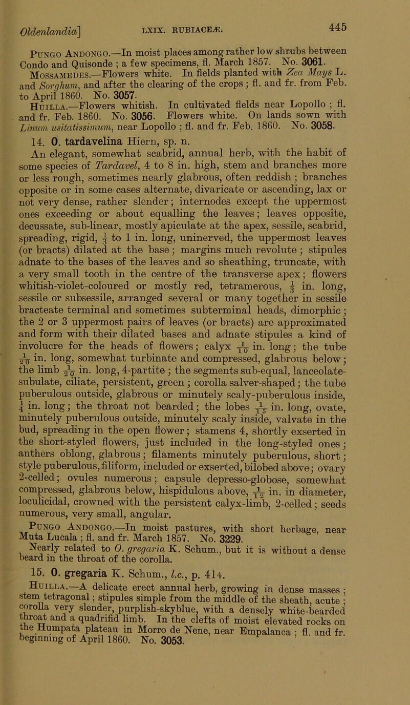 PuNGO Andongo.—In moist places among rather low shrnbs between Condo and Quisonde ; a few specimens, fl. March 1857. No. 3061. Mossamedes.—Flowers white. In fields planted with Zea Mays L. and Sorghum, and after the clearing of the crops; fl. and fr. from Feb. to April 1860. No. 3057- Huilla.—Flowers whitish. In cultivated fields near Lopollo ; fl. and fr. Feb. 1860. No. 3056. Flowers white. On lands sown with Linum usitatissimum, near Lopollo ; fi. and fr. Feb. 1860. No. 3058. 14. 0. tardavelina Hiern, sp. n. An elegant, somewhat scabrid, annual herb, with the habit of some species of Tardavel, 4 to 8 in. high, stem and branches more or less rough, sometimes nearly glabrous, often reddish ; branches opposite or in some cases alternate, divaricate or ascending, lax or not very dense, rather slender; internodes except the uppermost ones exceeding or about equalling the leaves; leaves opposite, decussate, sub-linear, mostly apiculate at the apex, sessile, scabrid, spreading, rigid, 5 to 1 in. long, uninerved, the uppermost leaves (or bracts) dilated at the base; margins much revolute; stipules adnate to the bases of the leaves and so sheathing, truncate, with a very small tooth in the centre of the transverse apex; flowers whitish-violet-coloured or mostly red, tetramerous, 5 in. long, sessile or subsessile, arranged several or many together in sessile bracteate terminal and sometimes subterminal heads, dimorphic; the 2 or 3 uppermost pairs of leaves (or bracts) are approximated and form with their dilated bases and adnate stipules a kind of involucre for the heads of flowers; calyx ^ in. long; the tube ~ in. long, somewhat turbinate and compressed, glabrous below; the limb in. long, 4-partite ; the segments sub-equal, lanceolate- subulate, ciliate, persistent, green •, corolla salver-shaped; the tube puberulous outside, glabrous or minutely scaly-puberulous inside, 5 in. long; the throat not bearded 3 the lobes yL. in. long, ovate, minutely puberulous outside, minutely scaly inside, valvate in the bud, spreading in the open flower; stamens 4, shortly exserted in the short-styled flowers, just included in the long-styled ones; anthers oblong, glabrous; filaments minutely puberulous, short; style puberulous,filiform, included or exserted, bilobed above; ovary 2-celled; ovules numerous; capsule depresso-globose, somewhat compressed, glabrous below, hispidulous above, in. in diameter, locuHcidal, crowned with the persistent calyx-limb, 2-celled; seeds numerous, very small, angular. PuNGO Andongo.—In moist pastures, with short herbage, near Muta Lucala ; fl. and fr. March 1857. No. 3229. Nearly related to 0. gregaria K. Schum., but it is without a dense beard in the throat of the corolla. 15. 0. gregaria K. Schum., l.c., p. 4U. Huilla.—A delicate erect annual herb, growing in dense masses ; stem tetragonal; stipules simple from the middle of the sheath, acute ; TOroUa very slender, purplish-skyblue, with a densely white-bearded throat and a quadnfid limb. In the clefts of moist elevated rocks on the Humpata plateau in Morro de Nene, near Empalanca ; fl. and fr beginning of April 1860. No. 3053.