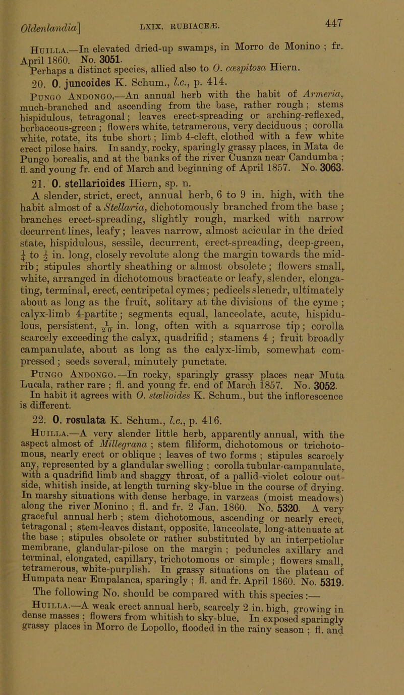 Huilla.—In elevated dried-up swamps, in Morro de Monino ; fr, April 1860. No. 3051- _ ^ • tt- Perhaps a distinct species, allied also to 0. cmpitosa Hiern. 20. 0. juncoides K. Schum., l.c., p. 414. PuNGO Andongo,—An annual herb with the habit of Armeria, much-branched and ascending from the base, rather rough ; stems hispidulous, tetragonal; leaves erect-spreading or arching-reflexed, herbaceous-green ; flowers white, tetramerous, very deciduous ; corolla white, rotate, its tube short; limb 4-cleft, clothed with a few white erect pilose hairs. In sandy, rocky, sparingly grassy places, in Mata de Pungo borealis, and at the banks of the river Cuanza near Candumba ; fl. and young fr. end of March and beginning of April 1857. No. 3063. 21. 0. stellarioides Hiern, sp. n. A slender, strict, erect, annual herb, 6 to 9 in. high, with the habit almost of a Stellaria, dichotomously branched from the base ; branches erect-spreading, slightly rough, marked with narrow decurrent lines, leafy; leaves narrow, almost acicular in the dried state, hispidulous, sessile, decurrent, erect-spreading, deep-green, I to I in. long, closely revolute along the margin towards the mid- rib ; stipules shortly sheathing or almost obsolete; flowers small,, white, arranged in dichotomous bracteate or leafy, slender, elonga- ting, terminal, erect, centripetal cymes; pedicels slenedr, ultimately about as long as the fruit, solitary at the divisions of the cyme ; calyx-limb 4-partite; segments equal, lanceolate, acute, hispidu- lous, persistent, in. long, often with a squarrose tip; corolla scarcely exceeding the calyx, quadrifid; stamens 4 ; fruit broadly campanulate, about as long as the calyx-limb, somewhat com- pressed ; seeds several, minutely punctate. Pungo Andongo.—In rocky, sparingly grassy places near Muta Lucala, rather rare ; fl. and young fr. end of March 1857. No. 3052. In habit it agrees with 0. stcelioides K. Schum., but the inflorescence is different. 22. 0. rosulata K. Schum., l.c., p. 416. Huilla.—A very slender little herb, apparently annual, with the aspect almost of Millegrana ; stem filiform, dichotomous or trichoto- mous, nearly erect or oblique ; leaves of two forms ; stipules scarcely any, represented by a glandular swelling ; corolla tubular-campanulate, with a quadrifid limb and shaggy throat, of a pallid-violet colour out- side, whitish inside, at length turning sky-blue in the course of drying. In marshy situations with dense herbage, in varzeas (moist meadows) along the river Monino ; fl. and fr. 2 Jan. 1860. No. 5320. A very graceful annual herb ; stem dichotomous, ascending or nearly erect, tetragonal ; stem-leaves distant, opposite, lanceolate, long-attenuate at the base ; stipules obsolete or rather substituted by an interpetiolar membrane, glandular-pilose on the margin ; peduncles axillary and terminal, elongated, capillary, trichotomous or simple; flowers small, tetramerous, white-purplish. In grassy situations on the plateau of Humpatanear Empalanca, sparingly ; fl. and fr. April 1860. No. 5319. The following No. should be compared with this species: Huilla.—A weak erect annual herb, scarcely 2 in. high, growing in dense masses ; flowers from whitish to sky-blue. In exposed sparingly grassy places in Morro de Lopollo, flooded in the rainy season ; fl. and