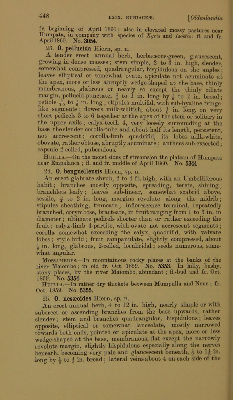 fr. beginning of April 1860 ; also in elevated mossy pastures near Humpata, in company with species of Xyria and Isoetcs-, fl. and fr April 1860. No. 3054. 23. 0. pellucida Hiern, sp. n. A tender erect annual herb, herbaceous-green, glaucescent, growing in dense masses; stem simple, 2 to 3 in. high, slender, somewhat compressed, quadrangular, hispidulous on the angles; leaves elliptical or somewhat ovate, apiculate not acuminate at the apex, more or less abruptly wedge-shaped at the base, thinly membranous, glabrous or nearly so except the thinly ciliate margin, pellucid-punctate, | to 1 in. long by to | in. broad; petiole to ^ in. long ; stipules multifid, with sub-hyaline fringe- like segments; flowers milk-whitish, about | in. long, on very short pedicels 3 to 6 together at the apex of the stem or solitary in the upper axils ; calyx-teeth 4, very loosely surrounding at the base the slender corolla-tube and about half its length, persistent, not accrescent; corolla-limb quadrifid, its lote milk-white, obovate, rather obtuse, abruptly acuminate ; anthers sub-exserted; capsule 2-celled, puberulous. Huilla.—On the moist sides of streams;on the plateau of Humpata near Empalanca ; fl. and fr. middle of April 1860. No. 5344. 24. 0. benguellensis Hiern, sp. n. An erect glabrate shrub, 2 to 4 ft. high, with an Umbelliferous habit; branches mostly opposite, spreading, terete, shining; branchlets leafy; leaves sub-linear, somewhat scabrid above, sessile, to 2 in. long, margins revolute along the midrib; stipules sheathing, truncate; inflorescence terminal, repeatedly branched, corymbose, bracteate, in fruit ranging from 1 to 3 in. in diameter; ultimate pedicels shorter than or rather exceeding the fruit; calyx-limb 4-partite, with ovate not accrescent segments; corolla somewhat exceeding the calyx, quadrifid, with valvate lobes; style bifid; fruit campanulate, slightly compressed, about i in. long, glabrous, 2-celled, loculicidal; seeds numerous, some- what angular. Mossamedes.—In mountainous rocky places at the banks of the river Maiombo ; in old fr. Oct. 1859. No. 5353. In hilly, bushy, stony places, by the river Maiombo, abundant ; fl.-bud and fr. Oct. 1859. No. 5354. Huilla.—In rather dry thickets between Mumpulla and Nene ; fr. Oct. 1859. No. 5355. 25. 0. neseeoides Hiern, sp. n. An erect annual herb, 4 to 12 in. high, nearly simple or with suberect or ascending branches from the base upwards, rather slender; stem and branches quadrangular, hispidulous; leaves opposite, elliptical or somewhat lanceolate, mostly narrowed towards both ends, pointed or apiculate at the apex, more or less wedge-shaped at the base, membranous, flat except the narrowly revolute margin, slightly hispidulous especially along the nerves beneath, becoming very pale and glaucescent beneath, 4 to 1^ in.