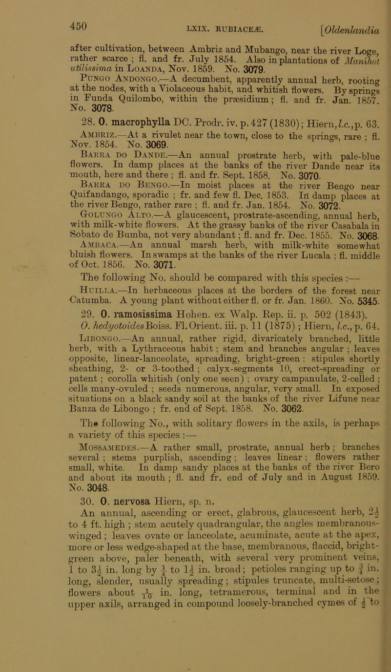 after cultivation, between Ambriz and Mubango, near the river Loge rather scarce; fl. and fr. July 1854. Also in plantations of Maniluk utilissima in Loanda, Nov. 1869. No. 3079. PuNGO Andongo.—A decumbent, apparently annual herb, rooting at the nodes, with a Violaceous habit, and whitish flowers. By springs in Funda Quilombo, within the prse.sidium; fl. and fr. Jan 1857 No. 3078. 28. 0. macrophylla DC. Prodr. iv. p.427 (1830); Hieru,Z.c.,p. 63. Ambriz.—At a rivulet near the town, close to the springs, rare • fl. Nov. 1854. No. 3069. Barra do Dande.—An annual prostrate herb, with pale-blue flowers. In damp places at the banks of the river Dande near its mouth, here and there ; fl. and fr. Sept. 1858. No. 3070. Barra do Bengo.—In moist places at the river Bengo near Quifandango, sporadic ; fr. and few fl. Dec. 1853. In damp places at the river Bengo, rather rare ; fl. and fr. .Ian. 1854. No. 3072. Golungo Alto.—A glaucescent, prostrate-ascending, annual herb, with milk-white flowers. At the grassy banks of the river Casabala in Sobato de Bumba, not very abundant; fl. and fr. Dec. 1855. No. 3068. Ambaca.—An annual marsh herb, with milk-white somewhat bluish flowers. In swamps at the banks of the river Lucala ; fl. middle of Oct. 1856. No. 3071. The following No. should be compared with this species :— Huilla.—In herbaceous places at the borders of the forest near ■Catumba. A young plant without either fl. or fr. Jan. 1860. No. 5345- 29. 0. ramosissima Hohen. ex Walp. Rep. ii. p. 502 (1843). 0. hed^otoidesBoiss. Fl. Orient, iii. p. 11 (1875); Hiern, lx., p. 64. Libongo.—An annual, rather rigid, divaricately branched, little herb, with a Lythraceous habit; stem and branches angular ; leaves opposite, linear-lanceolate, spreading, bright-green: stipules shortly sheathing, 2- or 3-toothed; calyx-segments 10, erect-spreading or patent; corolla whitish (only one seen) ; ovary campanulate, 2-ceUed ; cells many-ovuled ; seeds numerous, angular, very small. In exposed situations on a black sandy soil at the banks of the river Lifune near Banza de Libongo ; fr. end of Sept. 1858. No. 3062. The following No., with solitary flowers in the axils, is perhaps a variety of this species :— Mossamedes.—A rather small, prostrate, annual herb ; branches several ; stems purplish, ascending; leaves linear; flowers rather small, white. In damp sandy places at the banks of the river Bero and about its mouth; fl. and :fr. end of July and in August 1859. No. 3048. 30. 0. nervosa Hiern, sp. n. An annual, ascending or erect, glabrous, glaucescent herb, 24 to 4 ft. high ; stem acutely quadrangular, the angles membranous- winged ; leaves ovate or lanceolate, acuminate, acute at the apex, more or less wedge-shaped at the base, membranous, flaccid, bright- green above, paler beneath, with several very prominent veins, 1 to 3| in. long by -} to 1| in. broad; petioles ranging up to | in. long, slender, usually spreading; stipules truncate, multi-setose; flowers about tetramerous, terminal and in the upper axils, arranged in compound loosely-branched cymes of Oo