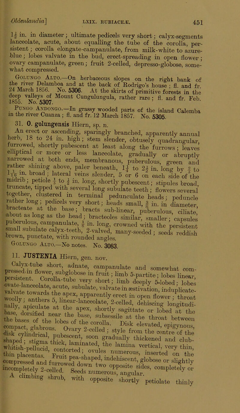 1 o in. in diametor j ultimate pedicels very short j calyx-segments lanceolate, acute, about e(][ualling the tube of the corolla, per- sistent ; corolla elongate-campanulate, from milk-white to azure- blue ; lobes valvate in the bud, erect-spreading in open flower; ovary campanulate, green; fruit 2-celled, depresso-globose, some- what compressed. Go^ngo Alto.—On herbaceous slopes on the right bank of ^^d at the back of Rodrigo’s house ; fl. and fr. ■_4 March 1856. No. 5306. At the skirts of primitive forests in the 1 of? Cungulungula, rather rare; fl. and fr. Feb. 1855. No. 5307. PuxGO AxD0XG0.--In grassy wooded parts of the island Calemba m the river Ouanza ; fl. and fr. 12 March 1857. No. 5305. 31. 0. golungensis Hiern, sp. n. u ^ f ° sparingly branched, apparently annual herb, 18 to ^4 in, high; stem slender, obtusely quadrangular, furrowed, shortly pubescent at least along the furrows : leaves eihptical or more or less lanceolate, gradually or abruptly narrowed at both ends, membranous, puberulous, green and rather shining above, paler beneath, 1| to 2^ in. long by 4 to m. broad ; lateral veins slender, 5 or 6 on each side of “the midrib ; petiole ^ to ^ m. long, shortly pubescent; stipules broad, truncate, tipped with several long subulate teeth ; flowers several together, clustered in terminal pedunculate heads; peduncle rather long,• pedicels very short; heads small, | in. in diameter, sub-linear, puberulous, ciliate, •about as long as the head; bracteoles similar, .smaller; capsules T in. long, crowned ^vith the persitent small subulate calyx-teeth, 2-valved, many-seeded; seeds reddish blown, punctate, with rounded angles. Goluxgo Alto.—No notes. No. 3083. 11. JTJSTENIA Hiern, gen. nov. cre^cd’in'(Wo’'°“^;. “fmpanulate and somewhat com- Sfi ' very short; limb deeply 5-lobed- lobes valvate towards the apex, apparently erect in open Sower ■ thwat r,nl ‘'““■-'““‘•late, 2-ceIled, discing longitudi shaup/-^? gradually thickened and club- comp?e.ssed and fimXed down^f ’ mdehiscent, globose or slightly in^mpletely 2.celled. Seeds numeroEanpdar cim mg s rub, with opposite .shortly petiolate thinly