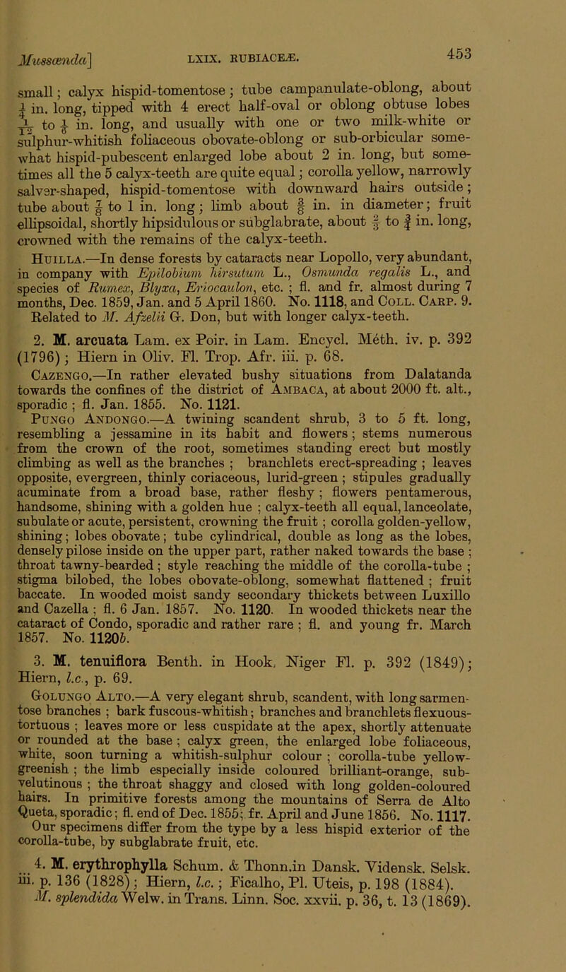 Mii^stendci] small; calyx hispid-tomentose; tube campanulate-oblong, about I in. long, tipped with 4 erect half-oval or oblong obtuse lobes A to ^ in. long, and usually with one or two milk-white or sulphur-whitish foliaceous obovate-oblong or sub-orbicular some- what hispid-pubescent enlarged lobe about 2 in. long, but some- times all the 5 calyx-teeth are quite equal; corolla yellow, narrowly salver-shaped, hispid-tomentose with downward hairs outside; tube about g to 1 in. long; limb about § in. in diameter; fruit ellipsoidal, shortly hipsidulous or siibglabrate, about f to | in. long, crowned with the remains of the calyx-teeth. Huilla.—In dense forests by cataracts near Lopollo, very abundant, in company with Ejjilohium liirsutum L., Osmunda regalis L., and species of Rumex, Blyxa, Eriocaulon, etc. ; fl. and fr. almost during 7 months, Dec. 1859, Jan. and 5 April 1860. No. 1118, and Coll. Oakp. 9. Eelated to M. Afzelii G. Don, but with longer calyx-teeth. 2. M. arcuata Lam. ex Poir. in Lam. Encycl. Meth. iv. p. 392 (1796); Hiern in Oliv. Fl. Trop. Afr. iii. p. 68. Cazengo.—In rather elevated bushy situations from Dalatanda towards the confines of the district of A.mbaca, at about 2000 ft. alt., sporadic ; fl. Jan. 1855. No. 1121. PuNGO Andongo.—A twining scandent shrub, 3 to 5 ft. long, resembling a jessamine in its habit and flowers; stems numerous from the crown of the root, sometimes standing erect but mostly climbing as well as the branches ; branchlets erect-spreading ; leaves opposite, evergreen, thinly coriaceous, lurid-green ; stipules gradually acuminate from a broad base, rather fleshy ; flowers pentamerous, handsome, shining with a golden hue ; calyx-teeth all equal, lanceolate, subulate or acute, persistent, crowning the fruit ; corolla golden-yellow, shining; lobes obovate; tube cylindrical, double as long as the lobes, densely pilose inside on the upper part, rather naked towards the base ; throat tawny-bearded ; style reaching the middle of the corolla-tube ; stigma bilobed, the lobes obovate-oblong, somewhat flattened ; fruit baccate. In wooded moist sandy secondary thickets between Luxillo and Cazella ; fl. 6 Jan. 1857. No. 1120. In wooded thickets near the cataract of Condo, sporadic and rather rare ; fl. and young fr. March 1857. No. 11206. 3. M. tentiiflora Benth. in Hook, Niger Fl. p. 392 (1849); Hiern, Z.c., p. 69. Golungo Alto.—A very elegant shrub, scandent, with long sarmen- tose branches ; bark fuscous-whitish; branches and branchlets flexuous- tortuous ; leaves more or less cuspidate at the apex, shortly attenuate or rounded at the base ; calyx green, the enlarged lobe foliaceous, white, soon turning a whitish-sulphur colour ; corolla-tube yellow- greenish ; the limb especially inside coloured brilliant-orange, sub- velutinous ; the throat shaggy and closed with long golden-coloured hairs. In primitive forests among the mountains of Serra de Alto Queta, sporadic; fl. end of Dec. 1855; f r. April and June 1856. No. 1117. Our specimens differ from the type by a less hispid exterior of the corolla-tube, by subglabrate fruit, etc. 4. M. erythrophylla Sebum. & Thonn.in Dansk. Vidensk. Selsk. iii. p. 136 (1828); Hiern, l.c,; Ficalho, PI. Uteis, p. 198 (1884). M. aplendidaWobN. in Trans. Linn. Soc. xxvii. p. 36, t. 13 (1869).