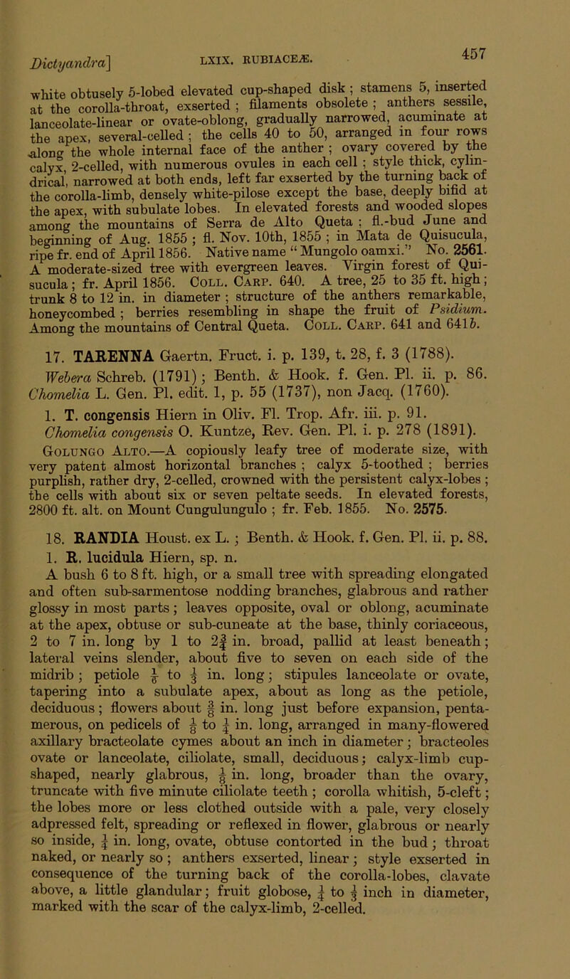 Dictyandra\ white obtusely 5-lobed elevated cup-shaped disk ; stamens 5, inserted at the corolla-throat, exserted ; filaments obsolete ; anthers sessile, lanceolate-linear or ovate-oblong, gradually narrowed, acuminate at the apex, several-celled ; the cells 40 to 50, arranged in four rows ,along the whole internal face of the pther ; ovary covered by the calyx 2-celled, with numerous ovules in each cell ; style thick, cylin- drical, narrowed at both ends, left far exserted by the turning back of the corolla-limb, densely white-pilose except the base, deeply bifid at the apex, with subulate lobes. In elevated forests and wooded slopes among the mountains of Serra de Alto Queta ; fl.-bud June and beginning of Aug. 1855 ; fl. Nov. 10th, 1855 ; in Mata de Quisucula, ripe fr. end of April 1856. Native name “ Mungolo oamxi.” No. 2561. A moderate-sized tree with evergreen leaves. Virgin forest of Qui- sucula ; fr. April 1856. Coll. Carp. 640. A tree, 25 to 35 ft. high, trunk 8 to 12 in. in diameter ; structure of the anthers remarkable, honeycombed ; berries resembling in shape the fruit of Psidium. Among the mountains of Central Queta. CoLL. Carp. 641 and 6416. 17. TARENNA Gaertn. Fruct. i. p. 139, t. 28, f. 3 (1788). Webera Schreb. (1791); Benth. & Hook. f. Gen. PI. ii. p. 86. Chomelia L. Gen. PI. edit. 1, p. 55 (1737), non Jacq, (1760). 1. T. congensis Hiern in Oliv. Fl. Trop. Afr. iii. p. 91. Chomelia congensis O. Knntze, Rev. Gen. PI. i. p. 278 (1891). Golungo Alto.—A copiously leafy tree of moderate size, with very patent almost horizontal branches ; calyx 5-toothed ; berries purplish, rather dry, 2-celled, crowned with the persistent calyx-lobes ; the cells with about six or seven peltate seeds. In elevated forests, 2800 ft. alt. on Mount Cungulungulo ; fr. Feb. 1855. No. 2575. 18. RANDIA Houst. ex L.; Benth. & Hook. f. Gen. PI. ii. p. 88. 1. R. lucidula Hiern, sp. n. A bush 6 to 8 ft. high, or a small tree with spreading elongated and often sub-sarmentose nodding branches, glabrous and rather glossy in most parts; leaves opposite, oval or oblong, acuminate at the apex, obtuse or sub-cuneate at the base, thinly coriaceous, 2 to 7 in. long by 1 to 2| in. broad, pallid at least beneath; lateral veins slender, about five to seven on each side of the midrib ; petiole ^ to ^ in. long j stipules lanceolate or ovate, tapering into a subulate apex, about as long as the petiole, deciduous; flowers about | in. long just before expansion, penta- merous, on pedicels of g to | in. long, arranged in many-flowered axillary bracteolate cymes about an inch in diameter; bracteoles ovate or lanceolate, ciliolate, small, deciduous j calyx-limb cup- shaped, nearly glabrous, g in. long, broader than the ovary, truncate with five minute ciliolate teeth ; corolla whitish, 5-cleft; the lobes more or less clothed outside with a pale, veiy closely adpressed felt, spreading or reflexed in flower, glabrous or nearly so inside, | in. long, ovate, obtuse contorted in the bud j throat naked, or nearly so ; anthers exserted, linear; style exserted in consequence of the turning back of the corolla-lobes, clavate above, a little glandular; fruit globose, | to ^ inch in diameter, marked with the scar of the calyx-limb, 2-celled.