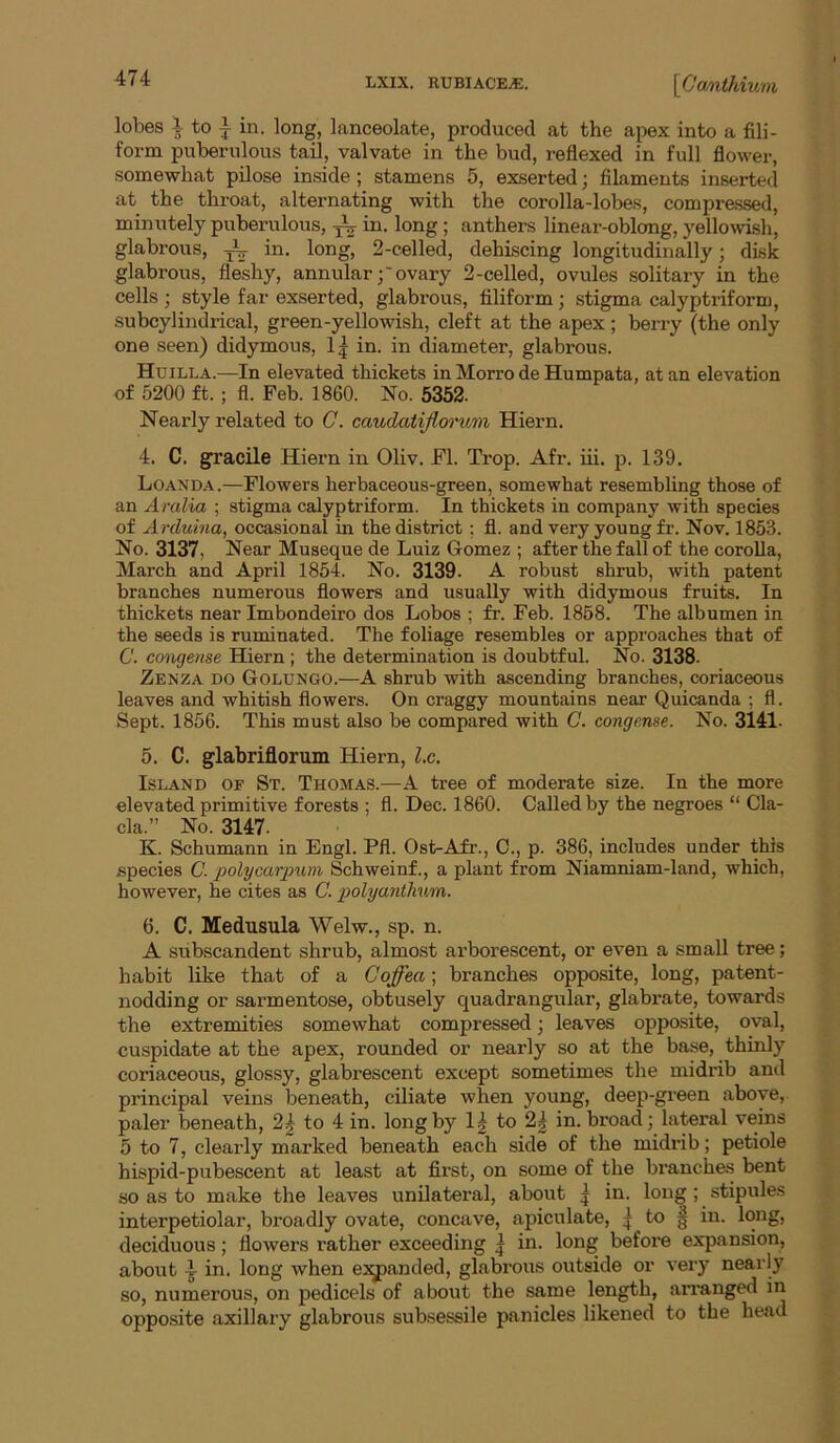 lobes 4 to in. long, lanceolate, produced at the apex into a fili- form puberulous tail, valvate in the bud, reflexed in full flower, somewhat pilose inside ; stamens 6, exserted; filaments inserted at the throat, alternating with the corolla-lobe.s, compre.ssed, minutely puberulous, ^ in. long; anthers linear-oblong, yellowish, glabrous, ^ in. long, 2-celled, dehiscing longitudinally; disk glabrous, fleshy, annularovary 2-celled, ovules solitary in the cells; style far exserted, glabrous, filiform; stigma calyptriform, subcylindrical, green-yellowish, cleft at the apex; berry (the only one seen) didymous, 1| in. in diameter, glabrous. Huilla.—In elevated thickets in Morro de Humpata, at an elevation of 5200 ft.; fl. Feb. 1860. No. 5352. Nearly related to C. caudatijlm'um Hiern. 4. C. graeile Hiern in Oliv. Fl. Ti-op. Afr. iii. p. 139. Loanda .—Flowers herbaceous-green, somewhat resembling those of an Aralia ; stigma calyptriform. In thickets in company with species of Arduma, occasional in the district : fl. and very young fr. Nov. 1853. No. 3137, Near Museque de Luiz Gomez ; after the fall of the corolla, March and April 1854. No. 3139. A robust shrub, with patent branches numerous flowers and usually with didymous fruits. In thickets near Imbondeiro dos Lobos ; fr. Feb. 1858. The albumen in the seeds is ruminated. The foliage resembles or approaches that of C. cmujense Hiern ; the determination is doubtful. No. 3138. Zenza do Golungo.—A shrub with ascending branches, coriaceous leaves and whitish flowers. On craggy mountains near Quicanda ; fl. Sept. 1856. This must also be compared with C. congense. No. 3141. 5. C. glabriflorum Hiern, l.c. Island of St. Thomas.—A tree of moderate size. In the more elevated primitive forests ; fl. Dec. 1860. Called by the negroes “ Cla- cla.” No. 3147. K. Schumann in Engl. Pfl. Ost-Afr., 0., p. 386, includes under this species C. polycargmm Schweinf., a plant from Niamniam-land, which, however, he cites as C. polyanthum. 6. C. Medusula Welw., sp. n. A subscandent shrub, almost arborescent, or even a small tree; habit like that of a Coffea; branches opposite, long, patent- nodding or sarmentose, obtusely quadrangular, glabrate, towards the extremities somewhat compressed; leaves opposite, oval, cuspidate at the apex, rounded or nearly so at the base, thinly coriaceous, glossy, glabrescent except sometimes the midrib and principal veins beneath, ciliate when young, deep-green above, paler beneath, 2| to 4 in. long by 1| to 2| in. broad; lateral veins 5 to 7, clearly marked beneath each side of the midrib; petiole hispid-pubescent at least at first, on some of the branches bent so as to make the leaves unilateral, about in. long ; stipules interpetiolar, broadly ovate, concave, apiculate, | to § in. long, deciduous; flowers rather exceeding | in. long before expansion, about ^ in. long when e:^anded, glabrous outside or very nearly so, numerous, on pedicels of about the same length, aiTanged in opposite axillary glabrous subsessile panicles likened to the head