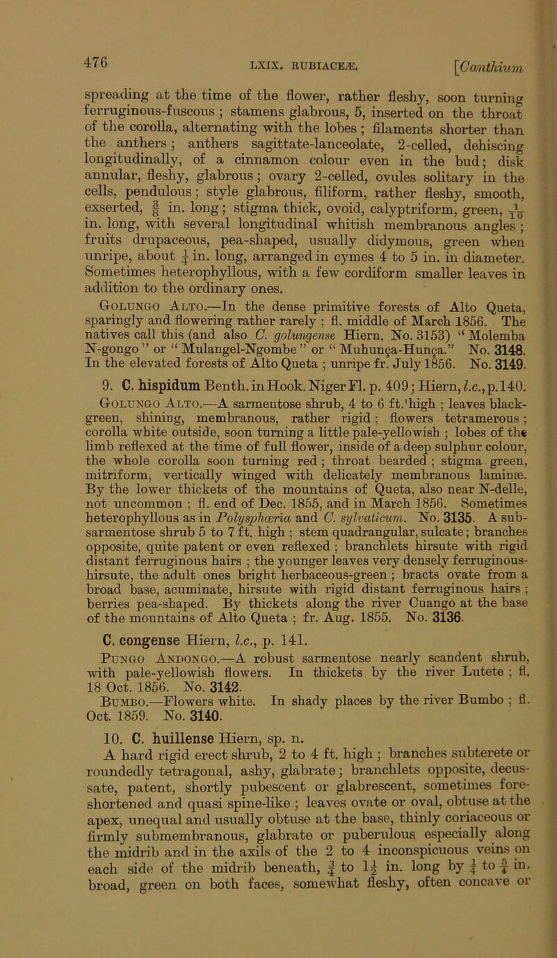 spreading at the time of the flower, rather fleshy, soon turning ferruginous-fuscous ; stamens glabrous, 5, inserted on the throat of the corolla, alternating with the lobes ; filaments shorter than the anthers; anthers sagittate-lanceolate, 2-celled, dehiscing longitudinally, of a cinnamon colour even in the bud; disk annular, fleshy, glabrous; ovary 2-celled, ovviles solitary in the cells, pendulous; style glabrous, filiform, rather fleshy, smooth, exserted, | in. long; stigma thick, ovoid, calyptriform, green, in. long, with several longitudinal whitish membranous angles; fruits drupaceous, pea-shaped, usually didymous, green when unripe, about | in. long, arranged in cymes 4 to 5 in. in diameter. Sometimes heterophyllous, with a few cordiform smaller leaves in addition to the ordinary ones. Golungo Alto.—In the dense primitive forests of Alto Queta, sparingly and flowering rather rarely ; fi. middle of March 1856. The natives call this (and also C. golungense Hiern, No. 3153) “ Molemba N-gongo ” or “ Mulangel-Ngombe ” or “ Muhun§a-Hun§a.” No. 3148. In the elevated forests of Alto Queta ; unripe fr. July 1856. No. 3149. 9. C. hispidum Benth. in Hook. Niger FI. p. 409; Hiern, Z.c.,p.l40. Golungo Alto.—A sarmentose shrub, 4 to 6 ft.'high ; leaves black- green, shining, membranous, rather rigid; flowers tetramerous; corolla white outside, soon turning a little pale-yellowish ; lobes of th« limb reflexed at the time of full flower, inside of a deep sulphur colour, the whole corolla soon turning red; throat bearded ; stigma green, mitriform, vertically winged with delicately membranous laminae. By the lower thickets of the mountains of Queta, also near N-delle, not uncommon ; fl. end of Dec. 1855, and in March 1856. Sometimes heterophyllous as in Polysphoiria and C. sylvaticum. No. 3135. A sub- sarmentose shrub 5 to 7 ft. high ; stem quadrangular, sulcate; branches opposite, quite patent or even reflexed ; branchlets hirsute with rigid distant ferruginous hairs ; the younger leaves very densely ferruginons- hirsute, the adult ones bright herbaceous-green ; bracts ovate from a broad base, acuminate, hirsute with rigid distant ferruginous hairs ; berries pea-shaped. By thickets along the river Quango at the base of the mountains of Alto Queta ; fr. Aug. 1855. No. 3136- C. congense Hiern, l.c., p. 141. PuNGO Andongo.—A robust sarmentose nearly scandent shrub, with pale-yellowish flowers. In thickets by the river Lutete ; fl. 18 Oct. 1856. No. 3142. Bumbo.—Flowers white. In shady places by the river Bumbo ; £1. Oct. 1859. No. 3140. 10. C. huillense Hiern, sp. n. A hard rigid erect shrub, 2 to 4 ft. high ; branches subterete or roundedly tetragonal, ashy, glabrate; branchlets opposite, decus- sate, patent, shortly pubescent or glabrescent, sometimes fore- shortened and quasi spine-like ; leaves ovate or oval, obtuse at the apex, unequal and usually obtuse at the base, thinly coriaceous or firmly submembranous, glabrate or puberulous especially along the midrib and in the axils of the 2 to 4 inconspicuous veins on each side of the midrib beneath, | to 1^ in. long by | to f in. broad, green on both faces, somewhat fleshy, often concave or