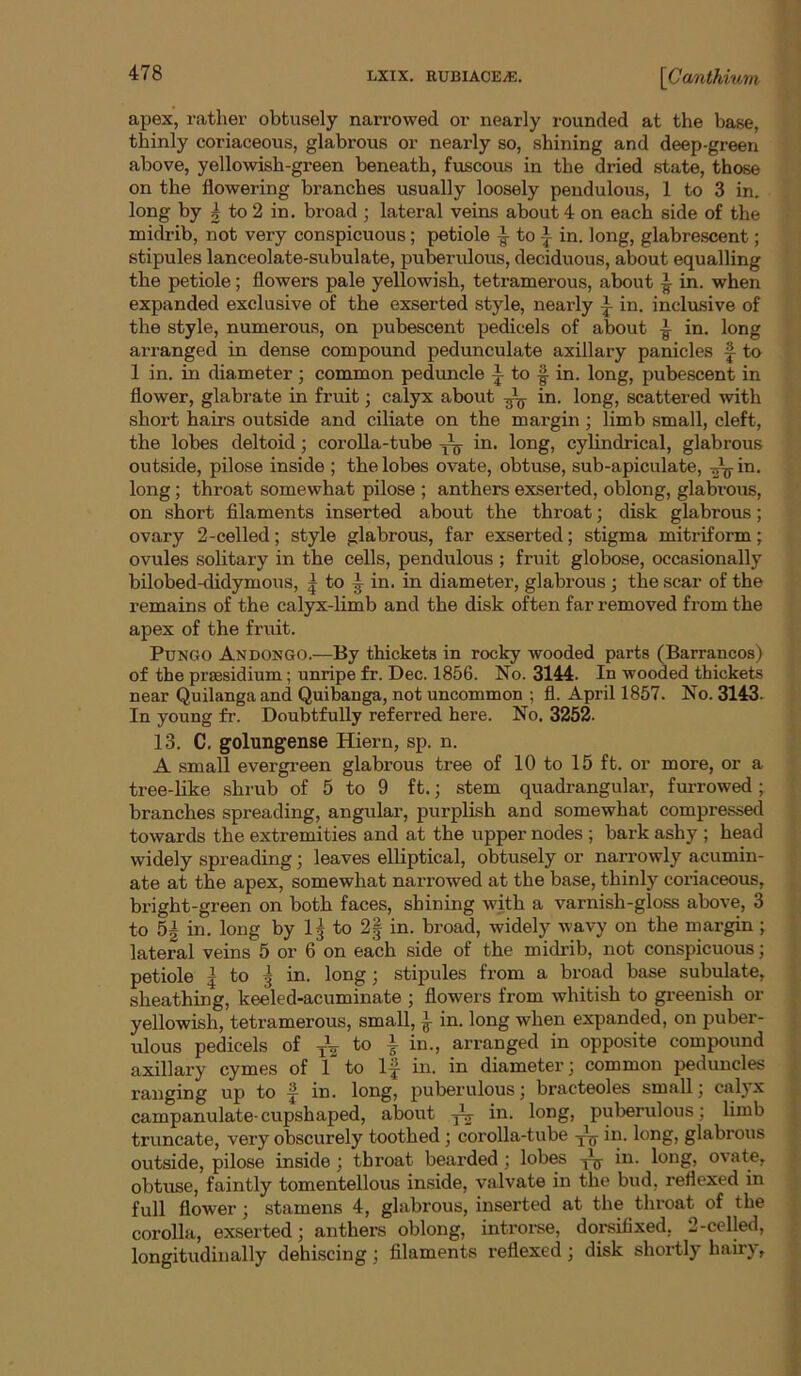 apex, rather obtusely narrowed or nearly rounded at the base, thinly coriaceous, glabrous or nearly so, shining and deep-green above, yellowish-green beneath, fuscous in the dried state, those on the flowering branches usually loosely pendulous, 1 to 3 in. long by 4 to 2 in. broad ; lateral veins about 4 on each side of the midrib, not very conspicuous; petiole ^ to ^ in. long, glabrescent; stipules lanceolate-subulate, puSerulous, deciduous, about equalling the petiole; flowers pale yellowish, tetramerous, about ^ in. when expanded exclusive of the exserted style, nearly in. inclusive of the style, numerous, on pubescent pedicels of about ^ in. long arranged in dense compound pedunculate axillary panicles § to 1 in. in diameter ; common peduncle to in. long, pubescent in flower, glabrate in fruit; calyx about ^ in. long, scattered with short hairs outside and ciliate on the margin; limb small, cleft, the lobes deltoid; corolla-tube ^ in. long, cylindrical, glabrous outside, pilose inside ; the lobes ovate, obtuse, sub-apiculate, ^in. long; throat somewhat pilose ; anthers exserted, oblong, glabrous, on short filaments inserted about the throat; disk glabrous; ovary 2-celled; style glabrous, far exserted; stigma mitriform; ovules solitary in the cells, pendulous ; fruit globose, occasionally bilobed-didymous, ^ to ^ in. in diameter, glabrous ; the scar of the remains of the calyx-limb and the disk often far removed from the apex of the fruit. PuNGO Andongo.—By thickets in rocky wooded parts (Barrancos) of the prsesidium; unripe fr. Dec. 1856. No. 3144. In wooded thickets near Quilangaand Quibanga, not uncommon ; fl. April 1857. No. 3143. In young fr. Doubtfully referred here. No. 3252. 13. C. golungense Hiern, sp. n. A small evergreen glabrous tree of 10 to 15 ft. or more, or a tree-like shrub of 5 to 9 ft.; stem quadrangular, furrowed ; branches spreading, angular, purplish and somewhat compressed towards the extremities and at the upper nodes ; bark ashy ; head widely spreading; leaves elliptical, obtusely or narrowly acumin- ate at the apex, somewhat narrowed at the base, thinly coriaceous, bright-green on both faces, shining with a varnish-gloss above, 3 to 5§ in. long by 15 to 2| in. broad, widely wavy on the margin; lateral veins 5 or 6 on each side of the midrib, not conspicuous; petiole I to g in. long; stipules from a broad base subulate, sheathing, keeled-acuminate ; flowers from whitish to greenish or yellowish, tetramerous, small, ^ in. long when expanded, on puber- ulous pedicels of to in., arranged in opposite compound axillary cymes of 1 to l-^ in. in diameter j common peduncles ranging up to f in. long, puberulous; bracteoles small; calj’x campanulate-cupshaped, about ^ in. long, puberulous; limb truncate, very obscurely toothed; corolla-tube ^ in. long, glabrous outside, pilose inside; throat bearded; lobes ^ in. long, ovate, obtuse, faintly tomentellous inside, valvate in the bud, reflexed in full flower; stamens 4, glabrous, inserted at the throat of the corolla, exserted; anthers oblong, introi-se, dorsifixed, 2-celled, longitudinally dehiscing; filaments reflexed; disk shortly hairy.