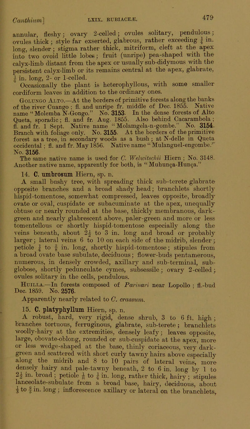 47^ annular, fleshy; ovary 2-celled; ovules solitary, pendulous; ovules thick; style far exserted, glabrous, rather exceeding \ in. long, slender; stigma rather thick, mitriform, cleft at the apex into two ovoid little lobes; fruit (unripe) pea-shaped with the calyx-limb distant from the apex or usually sub-didymous with the persistent calyx-limb or its remains central at the apex, glabrate, I in. long, 2- or 1-celled. Occasionally the plant is heterophyllous, with some smaller cordiform leaves in addition to the ordinary ones. Golungo Alto.—At the borders of primitive forests along the banks of the river Quango ; fl. and unripe fr. middle of Dec. 1855. Native name “Molemba N-Gongo.” No. 3153. In the dense forests of Alto Queta, sporadic; fl. and fr. Aug. 1855. Also behind Cacarambola ; fl. and fr. 1 Sept. Native name “ Molamgela-n-gombe.” No. 3154. Branch with foliage only. No. 3155. At the borders of the primitive forest as a tree, in secondary woods as a bush ; at N-delle in Queta occidental; fl. and fr. May ifec. Native name “ Mulanguel-engombe.” No. 3156. The same native name is used for C. Welwitschii Hiern ; No. 3148. Another native name, apparently for both, is “ Muhun§a-Hun9a.” 14. C. umbrosum Hiern, sp. n. A small bushy tree, with spreading thick sub-terete glabrate opposite branches and a broad shady head; branchlets shortly hispid-tomentose, somewhat compressed, leaves opposite, broadly ovate or oval, cuspidate or subacuminate at the apex, unequally obtuse or nearly rounded at the base, thickly membranous, dark- green and nearly glabrescent above, paler-green and more or less tomentellous or shortly hispid-tomentose especially along the veins beneath, about 2| to 3 in. long and broad or probably larger; lateral veins 6 to 10 on each side of the midrib, slender; petiole I to I in. long, shortly hispid-tomentose; stipules from a broad ovate base subulate, deciduous; flower-buds pentamerous, numerous, in densely crowded, axillary and sub-terminal, sub- globose, shortly pedunculate cymes, subsessile; ovary 2-celled; ovules solitary in the cells, pendulous. Huilla.—In forests composed of Parinari near Lopollo ; fl.-bud Dec. 1859. No. 2576. Apparently nearly related to C. crassum. 15. C. platyphyllum Hiern, sp. n. A robust, hard, very rigid, dense shrub, 3 to 6 ft. high ; branches tortuous, ferruginous, glabrate, sub-terete; branchlets woolly-hairy at the extremities, densely leafy; leaves opposite, large, obovate-oblong, rounded or sub-cuspidate at the apex, more or less wedge-shaped at the base, thinly coriaceous, very dark- green and scattered with short curly tawny hairs above especially along the midrib and 8 to 10 pairs of lateral veins, more densely hairy and pale-tawny beneath, 2 to 6 in. long by 1 to 2^ in. broad ; petiole ^ to ^ in. long, rather thick, hairy ; stipules lanceolate-subulate from a broad base, hairy, deciduous, about ^ to fin. long; inflorescence axillary or lateral on the branchlets.