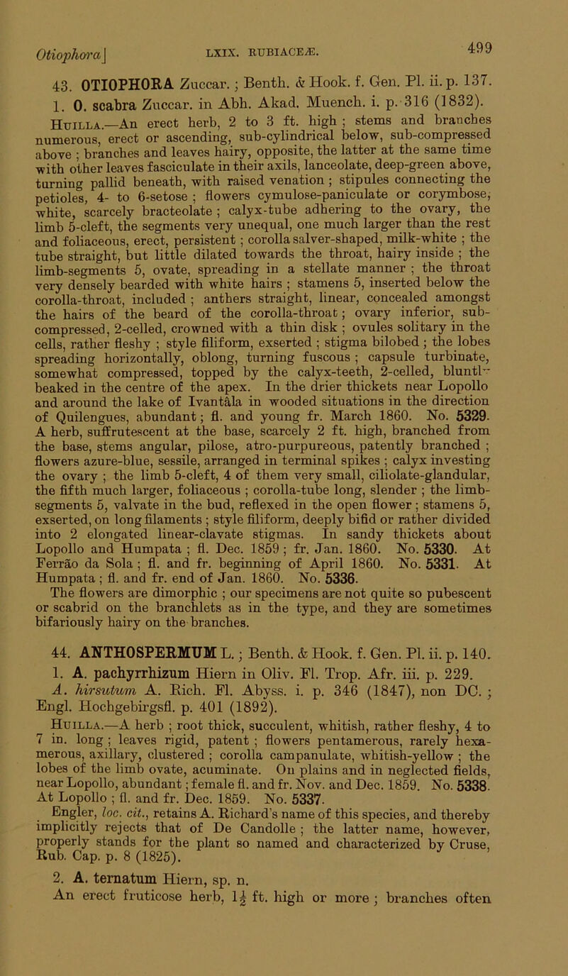 Otioph(yra\ 43. OTIOPHORA Zuccar.; Benth. k Hook. f. Gen. PI. ii. p. 137. 1. 0, scabra Zuccar. in Abb. Akad. Muench. i. p. 316 (1832). Huilla.—An erect herb, 2 to 3 ft. high ; stems and branches numerous, erect or ascending, sub-cylindrical below, sub-compressed above ; branches and leaves hairy, opposite, the latter at the same time with other leaves fasciculate in their axils, lanceolate, deep-green above, turning pallid beneath, with raised venation ; stipules connecting the petioles, 4- to 6-setose ; flowers cymulose-paniculate or corymbose, white, scarcely bracteolate ; calyx-tube adhering to the ovary, the limb 5-cleft, the segments very unequal, one much larger than the rest and foliaceous, erect, persistent; corolla salver-shaped, milk-white ; the tube straight, but little dilated towards the throat, hairy inside ; the limb-segments 6, ovate, spreading in a stellate manner ; the throat very densely bearded with white hairs ; stamens 5, inserted below the corolla-throat, included ; anthers straight, linear, concealed amongst the hairs of the beard of the corolla-throat; ovary inferior, sub- compressed, 2-celled, crowned with a thin disk ; ovules solitary in the cells, rather fleshy ; style filiform, exserted ; stigma bilobed ; the lobes spreading horizontally, oblong, turning fuscous ; capsule turbinate, somewhat compressed, topped by the calyx-teeth, 2-celled, bluntl” beaked in the centre of the apex. In the drier thickets near Lopollo and around the lake of Ivantala in wooded situations in the direction of Quilengues, abundant; fl. and young fr. March 1860. No. 6329. A herb, suffrutescent at the base, scarcely 2 ft. high, branched from the base, stems angular, pilose, atro-purpureous, patently branched ; flowers azure-blue, sessile, arranged in terminal spikes ; calyx investing the ovary ; the limb 5-cleft, 4 of them very small, ciliolate-glandular, the fifth much larger, foliaceous ; corolla-tube long, slender ; the limb- segments 5, valvate in the bud, reflexed in the open flower; stamens 5, exserted, on long filaments ; style filiform, deeply bifid or rather divided into 2 elongated linear-clavate stigmas. In sandy thickets about Lopollo and Humpata ; fl. Dec. 1859 ; fr. Jan. 1860. No. 5330. At Ferrao da Sola ; fl. and fr. beginning of April 1860. No. 5331. At Humpata ; fl. and fr. end of Jan. 1860. No. 5336. The flowers are dimorphic ; our specimens are not quite so pubescent or scabrid on the branchlets as in the type, and they are sometimes bifariously hairy on the branches. 44. ANTHOSPERMTJM L.; Benth. & Hook. f. Gen. PI. ii. p. 140. 1. A. pachyrrhizuin Hiern in Oliv. Fl. Trop. Afr. iii. p. 229. A. hirsutum A. Rich. Fl. Abyss, i. p. 346 (1847), non DC. ; Engl. Hochgebirgsfl. p. 401 (1892). Huilla.—A herb ; root thick, succulent, whitish, rather fleshy, 4 to 7 in. long ; leaves rigid, patent ; flowers pentamerous, rarely hexa- merous, axillary, clustered ; corolla campanulate, whitish-yellow ; the lobes of the limb ovate, acuminate. On plains and in neglected fields, near Lopollo, abundant; female fl. and fr. Nov. and Dec. 1859. No. 5338. At Lopollo ; fl. and fr. Dec. 1859. No. 5337- Engler, loc. cit., retains A. Richard’s name of this species, and thereby implicitly rejects that of De Candolle ; the latter name, however, properly stands for the plant so named and characterized by Cruse, Rub. Cap. p. 8 (1825). 2. A. tematum Hiern, sp. n. An erect fruticose herb, Ig ft. high or more ; branches often