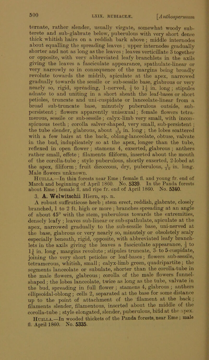 ternate, rather slender, usually virgate, somewhat woody sub- terete and sub-glabrate below, puberulous with very short dense thick whitish hairs on a reddish bark above; middle internodes about equalling the spreading leaves; upper internodes gradually shorter and not as long as the leaves; leaves verticillate 3 together or opposite, with very abbreviated leafy branchlets in the axils giving the leaves a fasciculate appearance, spathulate-linear or very narrowly so in consequence of the margins being broadly revolute towards the midrib, apiculate at the apex, narrowed gi-adually towards the sessile or sub-sessile base, glabrous or very nearly so, rigid, spreading, 1-nerved, g to Ig in. long; stipules adnate to and uniting in a short sheath the leaf-bases or short petioles, truncate and uni-cuspidate or lanceolate-linear from a broad sub-truncate base, minutely puberulous outside, sub- persistent ; flowers apparently unisexual; female flowers tetra- merous, sessile or sub-sessile; calyx-limb very small, udth incon- spicuous teeth ; corolla salver-shaped, very small, sub-persistent; the tube slender, glabrous, about ^ in. long ; the lobes scattered with a few hairs at the back, oblong-lanceolate, obtuse, valvate in the bud, induplicately so at the apex, longer than the tube, reflexed in open flower; stamens 4, exserted, glabrous; anthers rather small, effete ; filaments filiform, inserted about the mouth of the corolla-tube ; style puberulous, shortly exserted, 2-lobed at the apex, filiform; fruit dicoccous, dry, puberulous, jty in. long. Male flowers unknown. Hoilla.—In thin forests near Erne ; female fl. and young fr. end of March and beginning of April 1860. No. 5339- In the Panda forests about Erne ; female fl. and ripe fr. end of April 1860. No. 5340. 3. A. Welwitschii Hiern, sp. n. A robust suffruticose herb ; stem erect, reddish, glabrate, closely branched, 1 to 2 ft. high or more ; branches spreading at an angle of about 45° with the stem, puberulous towards the extremities, densely leafy ; leaves sub-linear or sub-spathulate, apiculate at the apex, narrowed gradually to the sub-sessile base, uni-nerved at the base, glabrous or very nearly so, minutely or obsoletely scaly especially beneath, rigid, opposite, with abbreviated leafy branch- lets in the axils giving the leaves a fasciculate appearance, g to 1| in. long, margins revolute; stipules truncate, 3-to 5-cuspidate, joining the very short petioles or leaf-bases; flowers sub-sessile, tetramerous, whitish, small; calyx-limb green, quadripartite; the segments lanceolate or subulate, shorter than the corolla-tube in the male flowers, glabrous; corolla of the male flowers funnel- shaped ; the lobes lanceolate, twice as long as the tube, valvate in the bud, spreading in full flower; stamens 4, glabrous; sinthers ellipsoidal-oblong; cells 2, separated at the base for some distance up to the point of attachment of the filament at the back; filaments slender, filamentous, inserted about the middle of the corolla-tube ; style elongated, slender, puberulous, bifid at the :ipex. Huilla.—In wooded thickets of the Panda forests, near Erne ; male fl. April 1860. No. 5335-