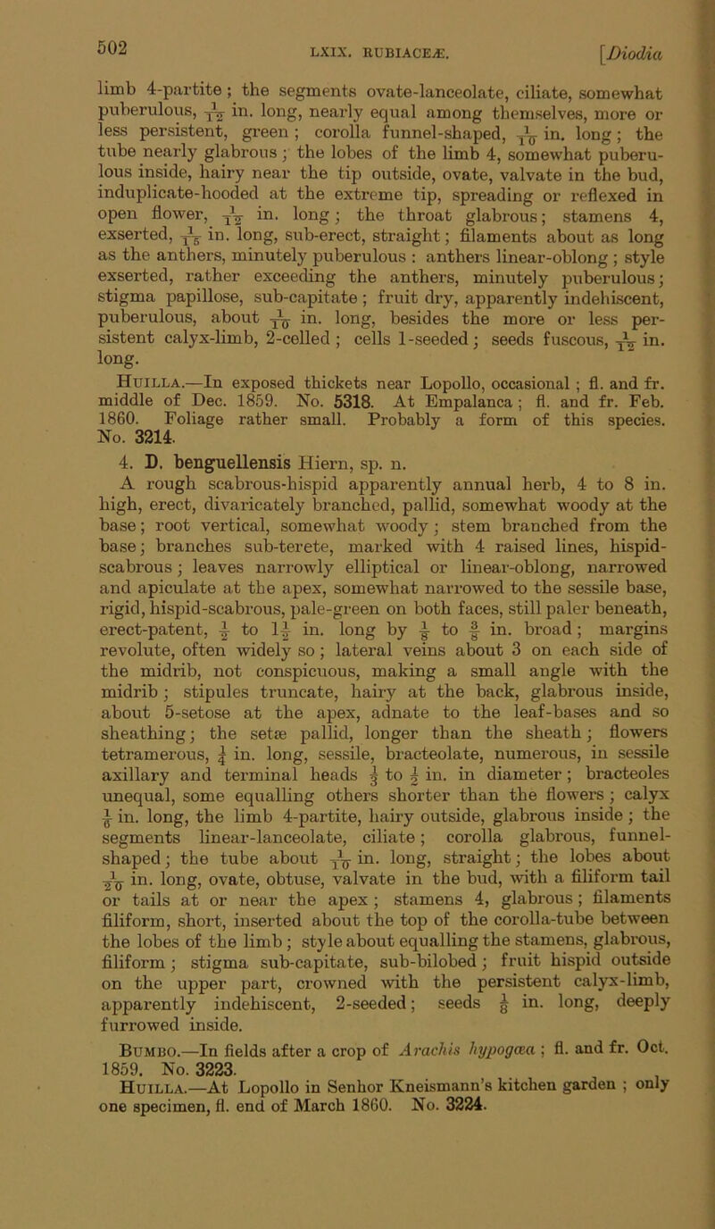 limb 4-pai’tite; the segments ovate-lanceolate, ciliate, somewhat pnberulous, ^ in. long, nearly equal among themselves, more or less persistent, green ; corolla funnel-shaped, in. long; the tube nearly glabrous ; the lobes of the limb 4, somewhat puberu- lous inside, hairy near the tip outside, ovate, valvate in the bud, induplicate-hooded at the extreme tip, spreading or reflexed in open flower, y^^ in. long; the throat glabrous; stamens 4, exserted, Jy in. long, sub-erect, straight; filaments about as long as the anthers, minutely puberulous ; anthers linear-oblong ; style exserted, rather exceeding the anthers, minutely puberulous; stigma papillose, sub-capitate ; fruit dry, apparently indehiscent, puberulous, about ^ in. long, besides the more or less per- sistent calyx-limb, 2-celled ; cells 1-seeded; seeds fuscous, yV in. long. Huilla.—In exposed thickets near Lopollo, occasional ; fl. and fr. middle of Dec. 1859. No. 5318. At Empalanca ; fl. and fr. Feb. 1860. Foliage rather small. Probably a form of this species. No. 3214. 4. D. benguellensis Hiern, sp. n. A rough scabrous-hispid apparently annual herb, 4 to 8 in. high, erect, divaricately branched, pallid, somewhat woody at the base; root vertical, somewhat woody; stem branched from the base; branches sub-terete, marked with 4 raised lines, hispid- scabrous ; leaves narrowly elliptical or linear-oblong, narrowed and apiculate at the apex, somewhat narrowed to the sessile base, rigid, hispid-scabrous, pale-green on both faces, still paler beneath, erect-patent, to l.| in. long by A to § in. broad; margins revolute, often widely so; lateral veins about 3 on each side of the midrib, not conspicuous, making a small angle with the midrib ; stipules truncate, hairy at the back, glabrous inside, about 5-setose at the apex, adnate to the leaf-bases and so sheathing; the setrn pallid, longer than the sheath; flowers tetramei’ous, | in. long, sessile, bracteolate, numerous, in sessile axillary and terminal heads 5 to | in. in diameter; bracteoles unequal, some equalling others shorter than the flowers; calyx ^ in. long, the limb 4-partite, hairy outside, glabrous inside ; the segments linear-lanceolate, ciliate; corolla glabrous, funnel- shaped ; the tube about y^^ in. long, straight; the lobes about Ajf in. long, ovate, obtuse, valvate in the bud, with a filiform tail or tails at or near the apex ; stamens 4, glabrous; filaments filiform, .short, inserted about the top of the corolla-tube between the lobes of the limb; style about equalling the stamens, glabrous, filiform; stigma sub-capitate, sub-bilobed; fruit hispid outside on the upper part, crowned with the persistent calyx-limb, apparently indehiscent, 2-seeded; seeds ^ in. long, deeply furrowed inside. Bumbo.—In fields after a crop of Aracliis hypogma ; fl. and fr. Oct. 1859. No. 3223. . . , Huilla.—At Lopollo in Senhor Kneismann’s kitchen garden ; only one specimen, fl. end of March 1860. No. 3224. C' i t \ J i 1 i
