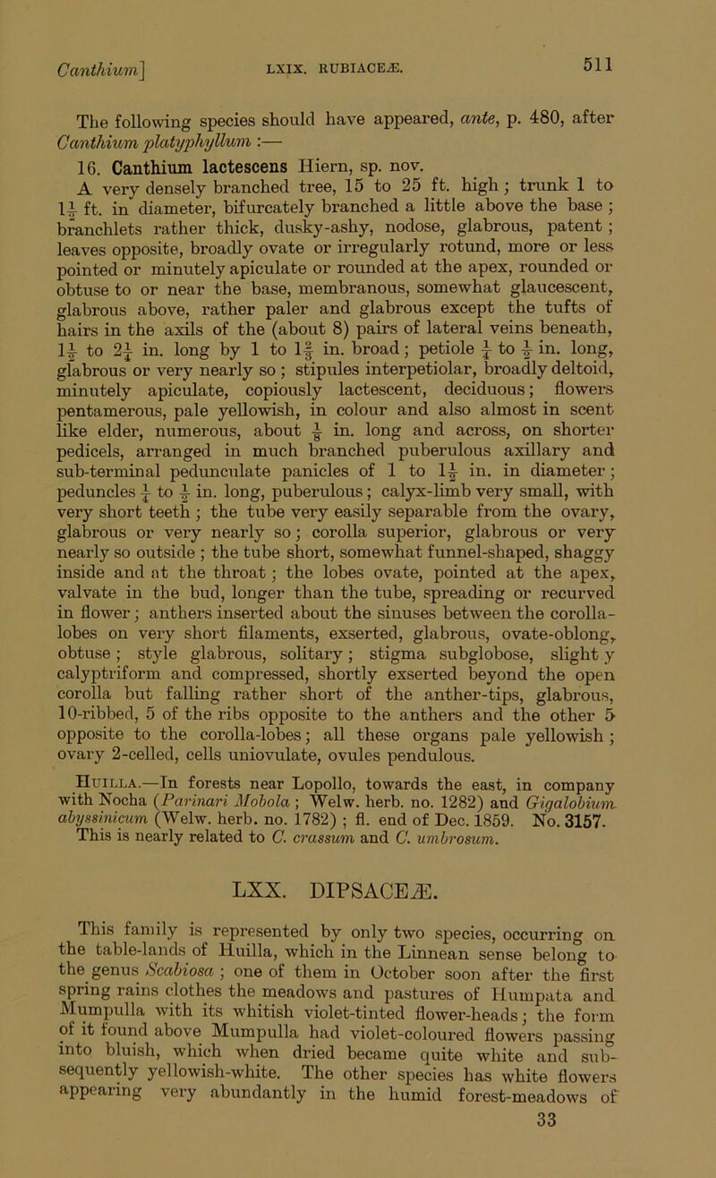 Canthium\ LXIX. RUBIACE^D. The following species should have appeared, ante, p. 480, after Canthium platyphyllum :— 16. Canthium lactescens Hiern, sp. nov. A very densely branched tree, 15 to 25 ft. high; trunk 1 to 14 ft. in diameter, bifurcately branched a little above the base; branchlets rather thick, dusky-ashy, nodose, glabrous, patent ; leaves opposite, broadly ovate or irregularly rotund, more or less pointed or minutely apiculate or rounded at the apex, rounded or obtuse to or near the base, membranous, somewhat glaucescent, glabrous above, rather paler and glabrous except the tufts of hairs in the axils of the (about 8) pairs of lateral veins beneath, 14 to 2J in. long by 1 to If in. broad; petiole J to in. long, glabrous or very nearly so ; stipules interpetiolar, broadly deltoid, minutely apiculate, copiously lactescent, deciduous; flowers pentamerous, pale yellowish, in colour and also almost in scent like elder, numerous, about ■§■ in. long and across, on shorter pedicels, arranged in much branched puberulous axillary and sub-terminal pedunculate panicles of 1 to 1-| in. in diameter; peduncles i to i in. long, puberulous; calyx-limb very small, with very short teeth ; the tube very easily separable from the ovary, glabrous or very nearly so; corolla superior, glabrous or very nearly so outside ; the tube short, somewhat funnel-shaped, shaggy inside and nt the throat; the lobes ovate, pointed at the apex, valvate in the bud, longer than the tube, spreading or recurved in flower; anthers inserted about the sinuses between the corolla- lobes on very short filaments, exserted, glabrous, ovate-oblong, obtuse; style glabrous, solitary; stigma subglobose, slight.y calyptriform and compressed, shortly exserted beyond the open corolla but falling rather short of the anther-tips, glabrous, 10-ribbed, 5 of the ribs opposite to the anthers and the other 5- opposite to the corolla-lobes; all these organs pale yellowish ; ovary 2-celled, cells uniovulate, ovules pendulous. Huilla.—In forests near Lopollo, towards the east, in company with Nocha (Parinari Mobola ; Welw. herb. no. 1282) and Gigalobium abyssinicum (Welw. herb. no. 1782) ; fl. end of Dec. 1859. No. 3157. This is nearly related to C. crassum and C. umbrosum. LXX. DIPSACEiE. 1 his family is represented by only two species, occurring on the table-lands of lluilla, which in the Linnean sense belong to the genus Scabiosa ; one of them in October soon after the first spring rains clothes the meadows and pastures of Humpata and Mumpulla with its whitish violet-tinted flower-heads; the form of it found above Mumpulla had violet-coloured flowers passing into bluish, which when dried became quite white and sub- sequently yellowish-white. The other species has white flowers appearing very abundantly in the humid forest-meadows of 33