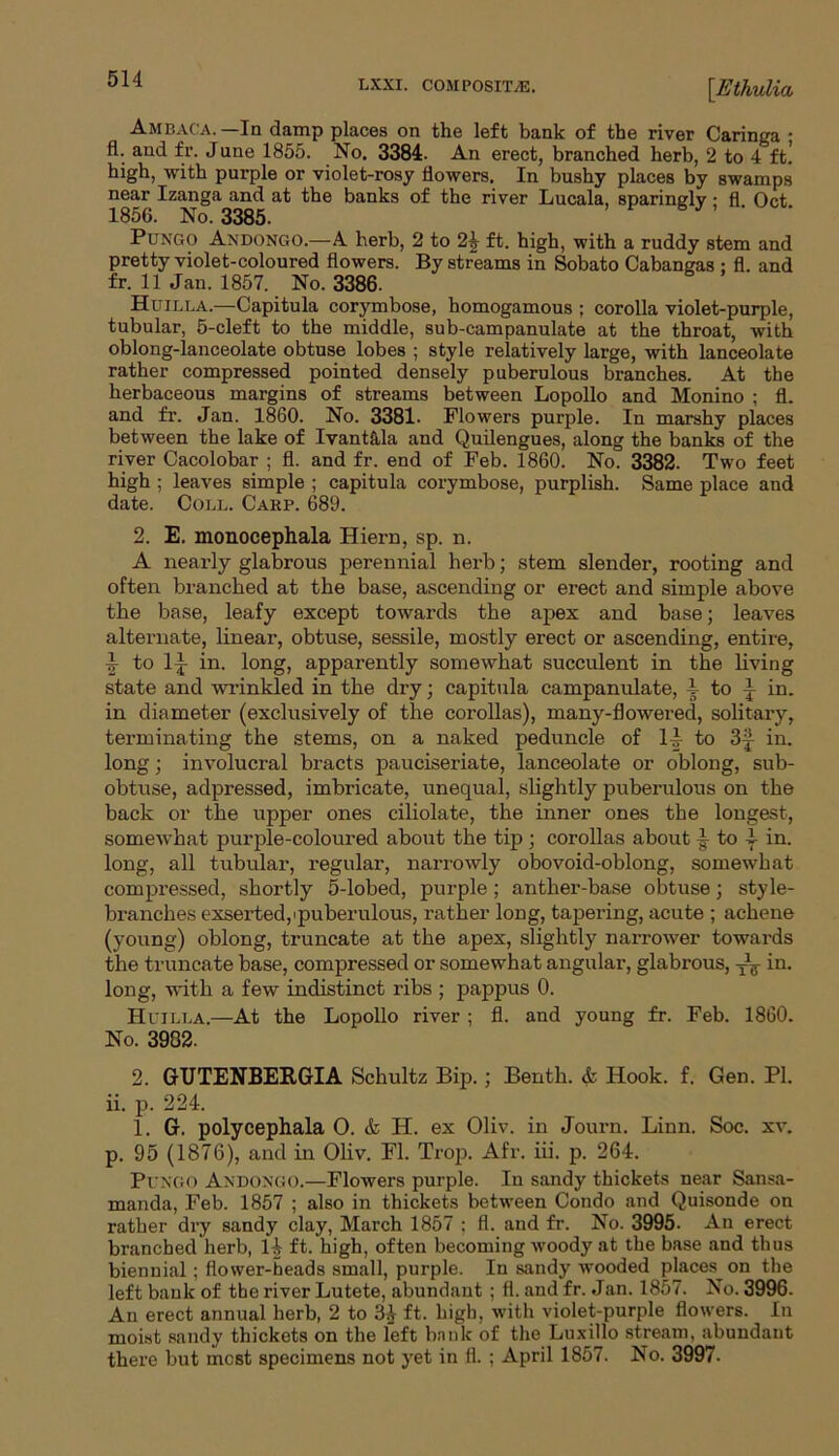 [.Ethulia Ambaca.—In damp places on the left bank of the river Caringa • fl. and fr. June 1855. No. 3384. An erect, branched herb, 2 to 4 ft! high, with purple or violet-rosy flowers. In bushy places by swamps near Izanga and at the banks of the river Lucala, sparingly • fl Oct 1856. No. 3385. ' Pungo Andongo.—A herb, 2 to ft. high, with a ruddy stem and pretty violet-coloured flowers. By streams in Sobato Cabangas ; fl. and fr. 11 Jan. 1857. No. 3386. Huilla.—Capitula corymbose, homogamous ; corolla violet-purple, tubular, 5-cleft to the middle, sub-campanulate at the throat, with oblong-lanceolate obtuse lobes ; style relatively large, with lanceolate rather compressed pointed densely puberulous branches. At the herbaceous margins of streams between Lopollo and Monino ; fl. and fr. Jan. 1860. No. 3381- Flowers purple. In marshy places between the lake of IvantIda and Quilengues, along the banks of the river Cacolobar ; fl. and fr. end of Feb. 1860. No. 3382. Two feet high ; leaves simple ; capitula corymbose, purplish. Same place and date. Coll. Carp. 689. 2. E. monocephala Hiern, sp. n. A nearly glabrous perennial herb; stem slender, rooting and often branched at the base, ascending or erect and simple above the base, leafy except towards the apex and base; leaves alternate, linear, obtuse, sessile, mostly erect or ascending, entire, 4 to 1|- in. long, apparently somewhat succulent in the living state and wrinkled in the dry; capitula campanulate, 1 to i in. in diameter (exclusively of the corollas), many-flowered, solitary, terminating the stems, on a naked peduncle of 1J to 3f in. long; involucral bracts pauciseriate, lanceolate or oblong, sub- obtuse, adpressed, imbricate, unequal, slightly puberulous on the back or the upper ones ciliolate, the inner ones the longest, somewhat purple-coloured about the tip ; corollas about 4 to A in. long, all tubular, regular, narrowly obovoid-oblong, somewhat compressed, shortly 5-lobed, purple; anther-base obtuse; style- branches exserted,'puberulous, rather long, tapering, acute ; achene (young) oblong, truncate at the apex, slightly narrower towards the truncate base, compressed or somewhat angular, glabrous, in. long, with a few indistinct ribs ; pappus 0. Huilla.—At the Lopollo river ; fl. and young fr. Feb. 1860. No. 3982. 2. GUTENBERGIA Schultz Bip.; Benth. & Hook. f. Gen. PI. ii. p. 224. 1. G. polycephala 0. & H. ex Oliv. in Journ. Linn. Soc. xv. p. 95 (1876), and in Oliv. Fl. Trop. Afr. iii. p. 264. Pungo Andongo.—Flowers purple. In sandy thickets near Sansa- manda, Feb. 1857 ; also in thickets between Condo and Quisonde on rather dry sandy clay, March 1857 ; fl. and fr. No. 3995- An erect branched herb, 14 ft. high, often becoming woody at the base and thus biennial; flower-heads small, purple. In sandy wooded places on the left bank of the river Lutete, abundant ; fl. and fr. Jan. 1857. No. 3996. An erect annual herb, 2 to 34 ft. high, with violet-purple flowers. In moist sandy thickets on the left bank of the Luxillo stream, abundant there but most specimens not yet in fl. ; April 1857. No. 3997.