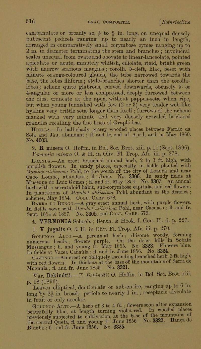 lxxi. composite. \Bothriocline campanulate or broadly so, ^ to f in. long, on unequal densely pubescent pedicels ranging up to nearly an inch in length, arranged in comparatively small corymbose cymes ranging up to 2 in. in diameter terminating the stem and branches; involucral scales unequal from ovate and obovate to linear-lanceolate, pointed apiculate or acute, minutely whitish, ciliolate, rigid, bright green with narrow scarious margins; corolla 5-cleft, lilac, beset with minute orange-coloured glands, the tube narrowed towards the base, the lobes filiform; style-branches shorter than the corolla- lobes; achene quite glabrous, curved downwards, obtusely 5- or 4-angular or more or less compressed, deeply furrowed between the ribs, truncate at the apex, without pappus-setae when ripe, but when young furnished with few (2 or 3) very tender web-like hyaline very brittle setae longer than itself; furrows of the achene marked with very minute and very densely crowded brick-red granules recalling the fine lines of Graphideae. Huilla.—In half-shady grassy wooded places between Ferrao da Sola and Jau, abundant ; fl. and fr. end of April, and in May 1860. No. 4003. 2. B. misera 0. Hoffm. in Bol. Soc. Brot. xiii. p. II (Sept. 1896). Vernonia misera O. & H. in Oliv. Fl. Trop. Afr. iii. p. 278. Loanda.—An erect branched annual herb, 2 to 3 ft. high, with purplish flowers. In sandy places, especially in fields planted with Manihot utilissima Pohl, to the south of the city of Loanda and near Cabo Lombe, abundant; fl. June. No. 3306. In sandy fields at Museque do Luiz Gomes ; fl. and fr. May 1854. No. 3307- An annual herb with a serratuloid habit, sub-corymbose capitula, and red flowers. In plantations of Manihot utilissima Pohl, abundant in the district ; achenes, May 1854. Coll. Carp. 678. Barra no Bengo.—A gray erect annual herb, with purple flowers. In fields sown with Manihot utilissima Pohl, near Cacuaco ; fl. and fr. Sept. 1854 & 1857. No. 3308, and Coll. Carp. 679. 4. VERNONIA Schreb.; Benth. & Hook. f. Gen. PI. ii. p. 227. 1. V. jugalis O. & H. in Oliv. Fl. Trop. Afr. iii. p. 270. Golungo Alto.—A perennial herb ; rhizome woody, forming numerous heads ; flowers purple. On the drier hills in Sobato Mussengue ; fl. and young fr. May 1855. No.^ 3323. Flowers blue. In fields at Vazea Canaula ; fl. and fr. June 1856. No. 3324. Cazengo.—An erect or obliquely ascending branched herb, 3 ft. high, with red flowers. In thickets at the base of the mountains of feerra de Muxaula ; fl. and fr. June 1855. No. 3321. Var. Dekindtii.—V. Dekindtii O. Hoffm. in Bol. Soc. Brot. xiii. p. 18 (1896). . . . Leaves elliptical, denticulate or sub-entire, ranging up to b in. long by 2f- in. broad.; petiole to nearly 1 in.; receptacle alveolate in fruit or only areolar. Golungo Alto.—A herb of 3 to 4 ft.; flowers soon after expansion beautifully blue, at length turning violet-red. In wooded places previously subjected to cultivation, at the base of the mountains o the central Queta, fl. and young fr. June 1856. No. 3322. Banfa de Bumba ; fl. and fr. June 1856. No. 3325.