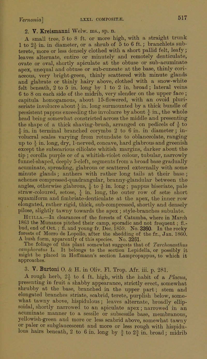 Vemonia\ lxxi. composite. 01/ 2. V. Kreismanni Welw. ms., sp. n. A small tree, 5 to 8 ft. or more high, with a straight trunk 1 to 2i in. in diameter, or a shrub of 5 to 6 ft.; branchlets sub- terete, more or less densely clothed with a short pallid felt, leafy; leaves alternate, entire or minutely and remotely denticulate, ovate or oval, shortly apiculate at the obtuse or sub-acuminate apex, unequal and obtuse or sub-cuneate at the base, thinly cori- aceous, very bright-green, thinly scattered with minute glands and glabrate or thinly hairy above, clothed with a snow-white felt beneath, 2 to 5 in. long by 1 to 2 in. broad ; lateral veins 6 to 8 on each side of the midrib, very slender on the upper face ; capitula homogamous, about 15-flowered, with an ovoid pluri- seriate involucre about j in. long surmounted by a thick bundle of persistent pappus exceeding the involucre by about i in., the whole head being somewhat constricted across the middle and presenting the shape of a thick shaving-brush, arranged on pedicels of -§■ to ■| in. in terminal branched corymbs 2 to 6 in. in diameter; in- volucral scales varying from rotundate to oblanceolate, ranging up to i in. long, dry, 1-nerved, concave, hard glabrous and greenish except the subscarious ciliolate whitish margins, darker about the tip ; corolla purple or of a whitish-violet colour, tubular, narrowly funnel-shaped, deeply 5-cleft, segments from a broad base gradually acuminate, spreading, glabrous or scattered externally with some minute glands; anthers with rather long tails at their base ; achenes compressed-quadrangular, branny-glandular between the angles, otherwise glabrous, ■§• to in. long ; pappus biseriate, pale straw-coloured, setose, ~ in. long, the outer row of setse short squamiform and fimbriate-denticulate at the apex, the inner row elongated, rather rigid, thick, sub-compressed, shortly and densely pilose, slightly tawny towards the apex ; style-branches subulate. Huilla.—In clearances of the forests of Catumba, where in March 1863 the Munanos pitched their camp, sporadic and not frequent ; fl.- bud, end of Oct. ; fl. and young fr. Dec. 1859. No. 3260. In the rocky forests of Morro de Lopollo, after the shedding of the fr., Jan. 1860. A bush form, apparently of this species. No. 3261. The foliage of this plant somewhat suggests that of Tarchonanthus camphoratus L. It belongs to the section Lepidella, or possibly it might be placed in Hoffmann’s section Lampropappus, to which it approaches. 3. V. Burtoni O. & H. in Oliv. Fl. Tx-op. Afr. iii. p. 281. A rough herb, 2-| to 4 ft. high, with the habit of a Plcicus, presenting in fruit a shabby appearance, strictly erect, somewhat shrubby at the base, branched in the upper part; stem and elongated branches striate, scabrid, terete, purplish below, some- what tawny above, hispidulous ; leaves alternate, broadly ellip- soidal, shortly narrowed to an apiculate apex; narrowed in an acuminate manner to a sessile or subsessile base, membranous, yellowish-green and more or less scabrid above, somewhat tawny or paler or subglaucescent and more oi’ less rough with hispidu-