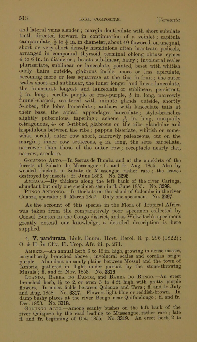 513 and lateral veins slender ; margin denticulate with short subulate teeth directed forward in continuation of a veinlet ; capitula campanulate, 4 to i in. in diameter, about 40-flowered, on unequal, short or very short densely hispidulous often bracteate pedicels, arranged in compound thyrsoid terminal oblong obtuse cymes 4 to 6 in. in diameter ; bracts sub-linear, hairy ; involucral scales pluriseriate, sublinear or lanceolate, pointed, beset with whitish curly hairs outside, glabrous inside, more or less apiculate, becoming more or less squarrose at the tips in fruit; the outer scales short and sublinear, the inner longer and linear-lanceolate, the innermost longest and lanceolate or sublinear, persistent, T5 in. long ; corolla purple or rose-purple, £ in. long, narrowly funnel-shaped, scattered with minute glands outside, shortly 5-lobed, the lobes lanceolate; anthers with lanceolate tails at their base, the apical appendages lanceolate; style-branches slightly puberulous, tapering; achene ^ *n- long, unequally tetragonous, 4- or 5-ribbed, glabrous on the ribs, glandular and hispidulous between the ribs ; pappus biseriate, whitish or some- what sordid, outer row short, narrowly paleaceous, cut on the margin; inner row setaceous, -t in. long, the setae barbellate, narrower than those of the outer row; receptacle nearly flat, narrow, areolate. Golungo Alto.—In Serras de Bumba and at the outskirts of the forests of Sobato de Mussengue ; fl. and fr. Aug. 1855. Also by wooded thickets in Sobato de Mussengue, rather rare ; the leaves destroyed by insects ; fr. June 1856. No. 3296. Ambaca.—By thickets along the left bank of the river Caringa, abundant but only one specimen seen in fl. June 1855. No. 3298- Pungo Andongo.—In thickets on the island of Calembe in the river Cuanza, sporadic ; fl. March 1857. Only one specimen. No. 3297. As the account of this species in the Flora of Tropical Africa was taken from the comparatively poor specimen collected by Consul Burton in the Congo district, and as Weiwitsch’s specimens greatly extend our knowledge, a detailed description is here supplied. 4. V. pandurata Link, Enum. Hort. Berol. ii. p. 296 (1822); O. A IT. in Oliv. Fl. Trop. Afr. iii. p. 271. Ambriz.—An annual herb, 6 to 15 in. high, growing in dense masses, corymbosely branched above ; involucral scales and corollas bright purple. Abundant on sandy plains between Mossul and the town of Ambriz, gathered in flight under pursuit by the stone-throwing Musuls ; fl. and fr. Nov. 1853. No. 3316. Luanda, Barra do Dande, and Barra do Bengo.—An erect branched herb, 1£ to 2, or even 3 to 4 ft. high, with pretty purple flowers. In moist fields between Quicuxe and Teva ; fl. and fr. July and Aug. 1858. No. 3317. Flowers light-blue or reddish-brown. In damp bushy places at the river Bengo near Quifandongo ; fl. and fr. Dec. 1853. No. 3318. Golungo Alto.—Among scanty bushes on the left bank of the river Quiapoze by the road leading to Mussengue, rather rare ; late