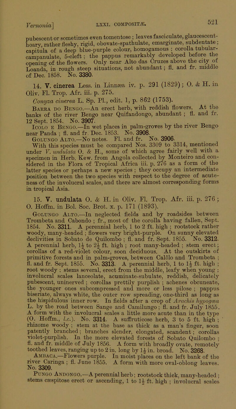 pubescent or sometimes even tomentose ; leaves fasciculate, glaucescent- hoary. rather fleshy, rigid, obovate-spathulate, emarginate, subdentate ; capitula of a deep blue-purple colour, homogamous ; corolla tubular- campanulate, 5-cleft; the pappus remarkably developed before the opening of the flowers. Only near Alto das Cruzes above the city ot Loanda, in rough steep situations, not abundant; fl. and fr. middle of Dec. 1858. No. 3380. 14. V. cinerea Less, in Linnaea iv. p. 291 (1829); 0. & H. in Oliv. Fl. Trop. Afr. iii. p. 275. Conyza chierea L. Sp. PL, edit. 1, p. 862 (1753). Barra do Bengo.—An erect herb, with reddish flowers. At the banks of the river Bengo near Quifandongo, abundant ; fl. and fr. 12 Sept. 1854. No. 3907. Icolo e Bengo.—In wet places in palm-groves by the river Bengo near Panda ; fl. and fr. Dec. 1853. No. 3908. Gollfngo Alto.—No notes. Fl. and fr. No. 3906- With this species must be compared Nos. 3309 to 3314, mentioned under V. undulata O. & H., some of which agree fairly well with a specimen in Herb. Kew. from Angola collected by Monteiro and con- sidered in the Flora of Tropical Africa iii. p. 276 as a form of the latter species or perhaps a new species ; they occupy an intermediate position between the two species with respect to the degree of acute- ness of the involucral scales, and there are almost corresponding forms in tropical Asia. 15. V. undulata O. & H. in Oliv. Fl. Trop. Afr. iii. p. 276 ; O. Hoffm. in Bol. Soc. Brot. x. p. 171 (1893). Goltjngo Alto.—In neglected fields and by roadsides between Trombeta and Cabondo ; fr., most of the corolla having fallen, Sept. 1854. No. 3311. A perennial herb, 1 to 2 ft. high ; rootstock rather woody, many-headed ; flowers very bright-purple. On sunny elevated declivities in Sobato de Quilombo ; fl. and fr. Sept. 1855. No. 3312. A perennial herb, 1^ to 2^ ft. high ; root many-headed ; stem erect; corollas of a red-violet colour, soon deciduous. At the outskirts of primitive forests and in palm-groves, between Calolo and Trombeta ; fl. and fr. Sept. 1855. No. 3313. A perennial herb, 1 to 14 ft. high ; root woody ; stems several, erect from the middle, leafy when young : involucral scales lanceolate, acuminate-subulate, reddish, delicately pubescent, uninerved ; corollas prettily purplish ; achenes obcuneate, the younger ones subcompressed and more or less pilose ; pappus biseriate, always white, the outer row spreading, one-third as long as the hispidulous inner row. In fields after a crop of Arachis hypogcea L. by the road between Sange and Camilungo; fl. and fr. July 1855. A form with the involucral scales a little more acute than in the type (0. Hoffm., Z.c.). No. 3314. A suffruticose herb, 3 to 5 ft. high ; rhizome woody ; stem at the base as thick as a man’s finger, soon patently branched; branches slender, elongated, scandent; corollas violet-purplish. In the more elevated forests of Sobato Quilombo ; fl. and fr. middle of July 1856. A form with broadly ovate, remotely toothed leaves, ranging up to 2 in. long by 1^ in. broad. No. 3268. Amraca.—Flowers purple. Iu moist places on the left bank of the river Caringa ; fl. June 1855. A form with more oval-oblong leaves. No. 3309. 8 Pungo Andongo.—A perennial herb; rootstock thick, many-headed; stems caespitose erect or ascending, 1 to 1£ ft. high ; involucral scales