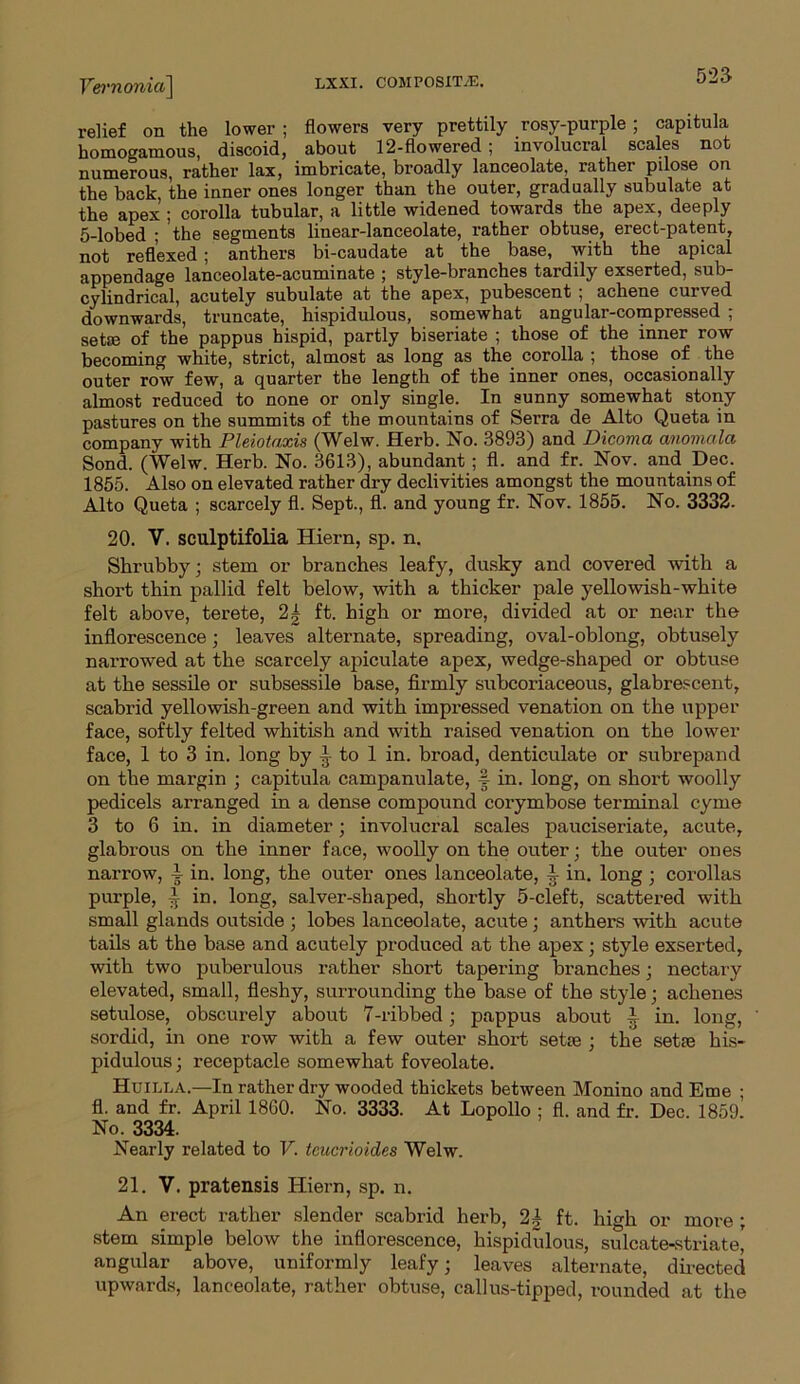 Ve> 'nonia] 525 relief on the lower ; flowers very prettily rosy-purple ; capitula homo^amous, discoid, about 12-flowered; involucral scales not numerous, rather lax, imbricate, broadly lanceolate, rather pilose on the back, the inner ones longer than the outer, gradually subulate at the apex ; corolla tubular, a little widened towards the apex, deeply 5-lobed ; the segments linear-lanceolate, rather obtuse, erect-patent, not reflexed; anthers bi-caudate at the base, with the apical appendage lanceolate-acuminate ; style-branches tardily exserted, sub- cylindrical, acutely subulate at the apex, pubescent ; achene curved downwards, truncate, hispidulous, somewhat angular-compressed ; setse of the pappus hispid, partly biseriate ; those of the inner row becoming white, strict, almost as long as the corolla ; those of the outer row few, a quarter the length of the inner ones, occasionally almost reduced to none or only single. In sunny somewhat stony pastures on the summits of the mountains of Serra de Alto Queta in company with Pleiotaxis (Welw. Serb. No. 3893) and Dicoma anomala Sond. (Welw. Herb. No. 3613), abundant ; fl. and fr. Nov. and Dec. 1855. Also on elevated rather dry declivities amongst the mountains of Alto Queta ; scarcely fl. Sept., fl. and young fr. Nov. 1855. No. 3332. 20. V. sculptifolia Hiern, sp. n. Shrubby; stem or branches leafy, dusky and covered with a short thin pallid felt below, with a thicker pale yellowish-white felt above, terete, 2| ft. high or more, divided at or near the inflorescence; leaves alternate, spreading, oval-oblong, obtusely narrowed at the scarcely apiculate apex, wedge-shaped or obtuse at the sessile or subsessile base, firmly subcoriaceous, glabrescent, scabrid yellowish-green and with impressed venation on the upper face, softly felted whitish and with raised venation on the lower face, 1 to 3 in. long by to 1 in. broad, denticulate or subrepand on the margin ; capitula campanulate, § in. long, on short woolly pedicels arranged in a dense compound corymbose terminal cyme 3 to 6 in. in diameter; involucral scales pauciseriate, acute, glabrous on the inner face, woolly on the outer; the outer ones narrow, i in. long, the outer ones lanceolate, i in. long ; corollas purple, i in. long, salver-shaped, shortly 5-cleft, scattered with small glands outside ; lobes lanceolate, acute; anthers with acute tails at the base and acutely produced at the apex; style exserted, with two puberulous rather short tapering branches; nectary elevated, small, fleshy, surrounding the base of the style; achenes setulose, obscurely about 7-ribbed; pappus about l in. long, sordid, in one row with a few outer short setse ; the setse his- pidulous; receptacle somewhat foveolate. Huilla.—In rather dry wooded thickets between Monino and Eme ; fl. and fr. April 1860. No. 3333. At Lopollo ; fl. and fr. Dec. 1859. No. 3334. Nearly related to V. tcucrioides Welw. 21. V. pratensis Hiern, sp. n. An erect rather slender scabrid herb, 2| ft. high or more ; stem simple below the inflorescence, hispidulous, sulcate-striate' angular above, uniformly leafy; leaves alternate, directed upwards, lanceolate, rather obtuse, callus-tipped, rounded at the