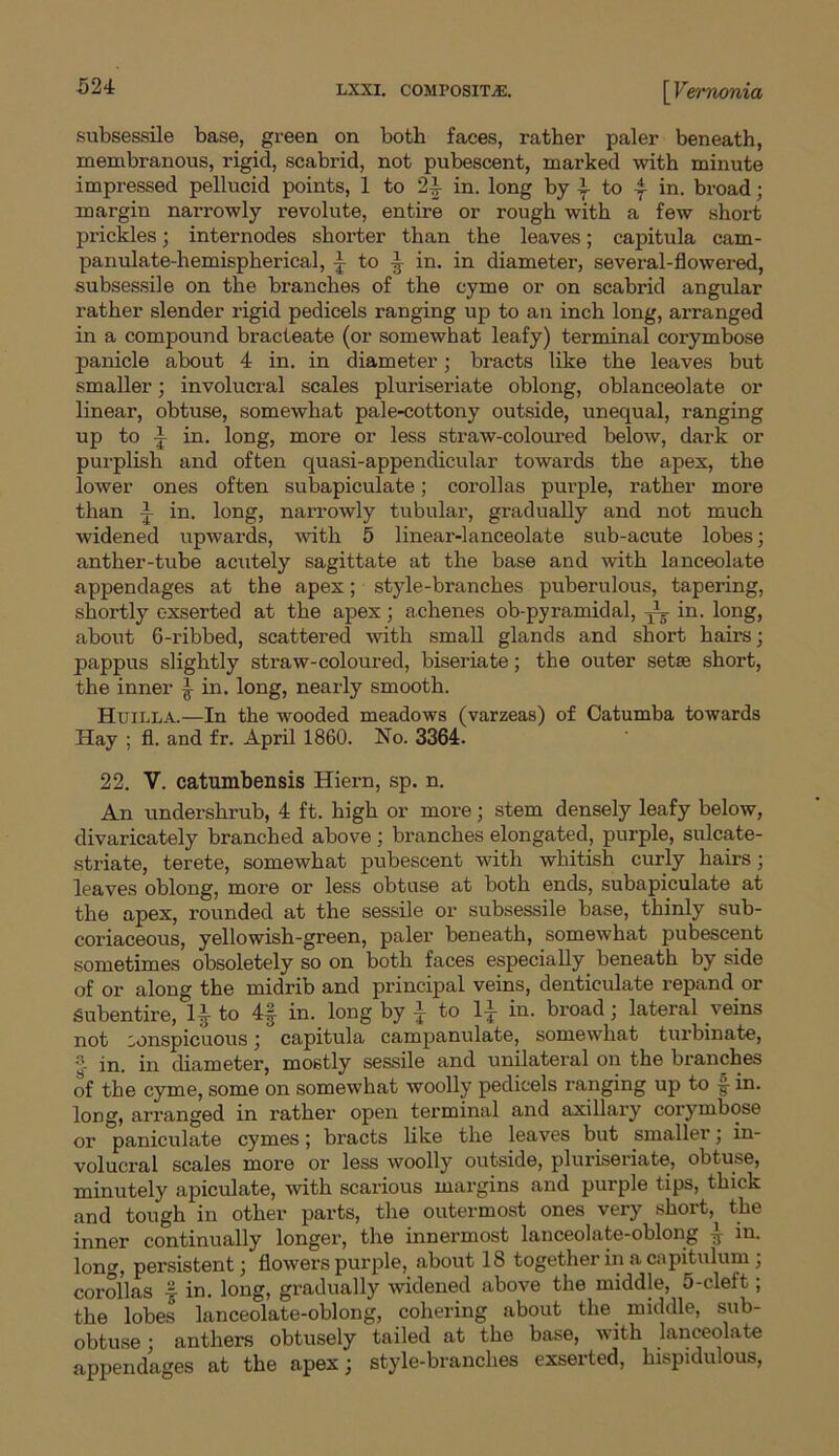 subsessile base, green on both faces, rather paler beneath, membranous, rigid, scabrid, not pubescent, marked with minute impressed pellucid points, 1 to 2-J- in. long by \ to in. broad; margin narrowly revolute, entire or rough with a few short prickles; internodes shorter than the leaves; capitula cam- panulate-hemispherical, ]■ to ^ in. in diameter, several-flowered, subsessile on the branches of the cyme or on scabrid angular rather slender rigid pedicels ranging up to an inch long, arranged in a compound bracteate (or somewhat leafy) terminal corymbose panicle about 4 in. in diameter; bracts like the leaves but smaller; involucral scales pluriseriate oblong, oblanceolate or linear, obtuse, somewhat pale-cottony outside, unequal, ranging up to i in. long, more or less straw-coloured below, dark or purplish and often quasi-appendicular towards the apex, the lower ones often subapiculate; corollas purple, rather more than i in. long, narrowly tubular, gradually and not much widened upwards, with 5 linear-lanceolate sub-acute lobes; anther-tube acutely sagittate at the base and with lanceolate appendages at the apex; style-branches puberulous, tapering, shortly exserted at the apex; achenes ob-pyramidal, ~ in- long, about 6-ribbed, scattered with small glands and short hairs; pappus slightly straw-coloured, biseriate; the outer setae short, the inner £ in. long, nearly smooth. Huilla.—In the wooded meadows (varzeas) of Catumba towards Hay ; fl. and fr. April 1860. No. 3364. 22. V. catumbensis Hiern, sp. n. An undershrub, 4 ft. high or more; stem densely leafy below, divaricately branched above ; branches elongated, purple, sulcate- striate, terete, somewhat pubescent with whitish curly hairs; leaves oblong, more or less obtuse at both ends, subapiculate at the apex, rounded at the sessile or subsessile base, thinly sub- coriaceous, yellowish-green, paler beneath, somewhat pubescent sometimes obsoletely so on both faces especially beneath by side of or along the midrib and principal veins, denticulate repand or Subentire, 1 jy to 4-§- in. long by -j- to 1-j- in. broad; lateral veins not sonspicuous; capitula campanulate, somewhat turbinate, in. in diameter, mostly sessile and unilateral on the branches of the cyme, some on somewhat woolly pedicels ranging up to §■ in. long, arranged in rather open terminal and axillary corymbose or paniculate cymes; bracts like the leaves but smaller, in- volucral scales more or less woolly outside, pluriseriate, obtuse, minutely apiculate, with scarious margins and purple tips, thick and tough in other parts, the outermost ones very short, the inner continually longer, the innermost lanceolate-oblong ^ in. long, persistent; flowers purple, about 18 together in a capitulum; corollas f in. long, gradually widened above the middle, 5-cleft; the lobes’ lanceolate-oblong, cohering about the _ middle, sub- obtuse ; anthers obtusely tailed at the base, with lanceolate appendages at the apex; style-branches exserted, hispidulous,