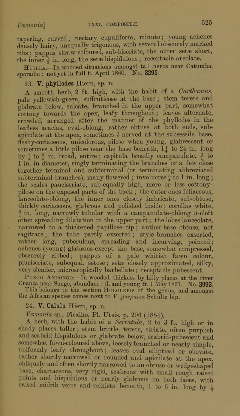 tapering, curved ; nectary cupuliform, minute; young achenes densely hairy, unequally trigonous, with several obscurely marked ribs; pappus straw-coloured, sub-biseriate, the outer setae short, the inner !, in. long, the setae hispidulous; receptacle areolate. Huilla.—In wooded situations amongst tall herbs near Catumba, sporadic ; not yet in full fl. April 1860. No. 3295. 23. V. phyllodes Hiern, sp. n. A smooth herb, 2 ft. high, with the habit of a Carthamus, pale yellowish-green, suffruticose at the base ; stem terete and glabrate below, sulcate, branched in the upper part, somewhat cottony towards the apex, leafy throughout; leaves alternate, crowded, arranged after the manner of the phyllodes in the leafless acacias, oval-oblong, rather obtuse at both ends, sub- apiculate at the apex, sometimes 3-nerved at the subsessile base, fleshy-coriaceous, unicolorous, pilose when young, glabrescent or sometimes a little pilose near the base beneath, 1| to 2-| in. long by t to f- in. broad, entire; capitula broadly campanulate, to 1 in. in diameter, singly terminating the branches or a few close together terminal and subterminal (or terminating abbreviated subterminal branches), many-flowered ; involucres f to 1 in. long ; the scales pauciseriate, sub-equally high, more or less cottony- pilose on the exposed parts of the back ; the outer ones foliaceous, lanceolate-oblong, the inner ones closely imbricate, sub-obtuse, thickly coriaceous, glabrous and polished inside; corollas white, in. long, narrowly tubular with a campanulate-oblong 5-cleft often spreading dilatation in the upper part; the lobes lanceolate, narrowed to a thickened papillose tip; anther-base obtuse, not sagittate; the tube partly exserted; style-branches exserted, rather long, puberulous, spreading and incurving, pointed; achenes (young) glabrous except the base, somewhat compressed, obscurely ribbed; pappus of a pale whitish fawn colour, pluriseriate, subequal, setose; setae closely approximated, silky, very slender, microscopically barbellate; receptacle pubescent. Pungo Axdongo.—In wooded thickets by hilly places at the river Cuanza near Sange, abundant ; fl. and young fr. 1 May 1857. No. 3993. This belongs to the section Hololepis of the genus, and amongst the African species comes next to V. purpurea Schultz bip. 24. V. Calulu Hiern, sp. n. Vernonia sp., Ficalho, PI. IJteis, p. 206 (1884). A herb, with the habit of a Serratula, 2 to 3 ft. high or in shady places taller ; stem brittle, terete, striate, often purplish and scabrid hispidulous or glabrate below, scabrid-pubescent and somewhat fawn-coloured above, loosely branched or nearly simple, uniformly leafy throughout; leaves oval elliptical or obovate, rather shortly narrowed or rounded and apiculate at the apex, obliquely and often shortly narrowed to an obtuse or wedgeshaped base, chartaceous, very rigid, scabrous with small rough raised points and hispidulous or nearly glabrous on both faces, with raised midrib veins and veinlets beneath, 1 to 6 in. long by 4