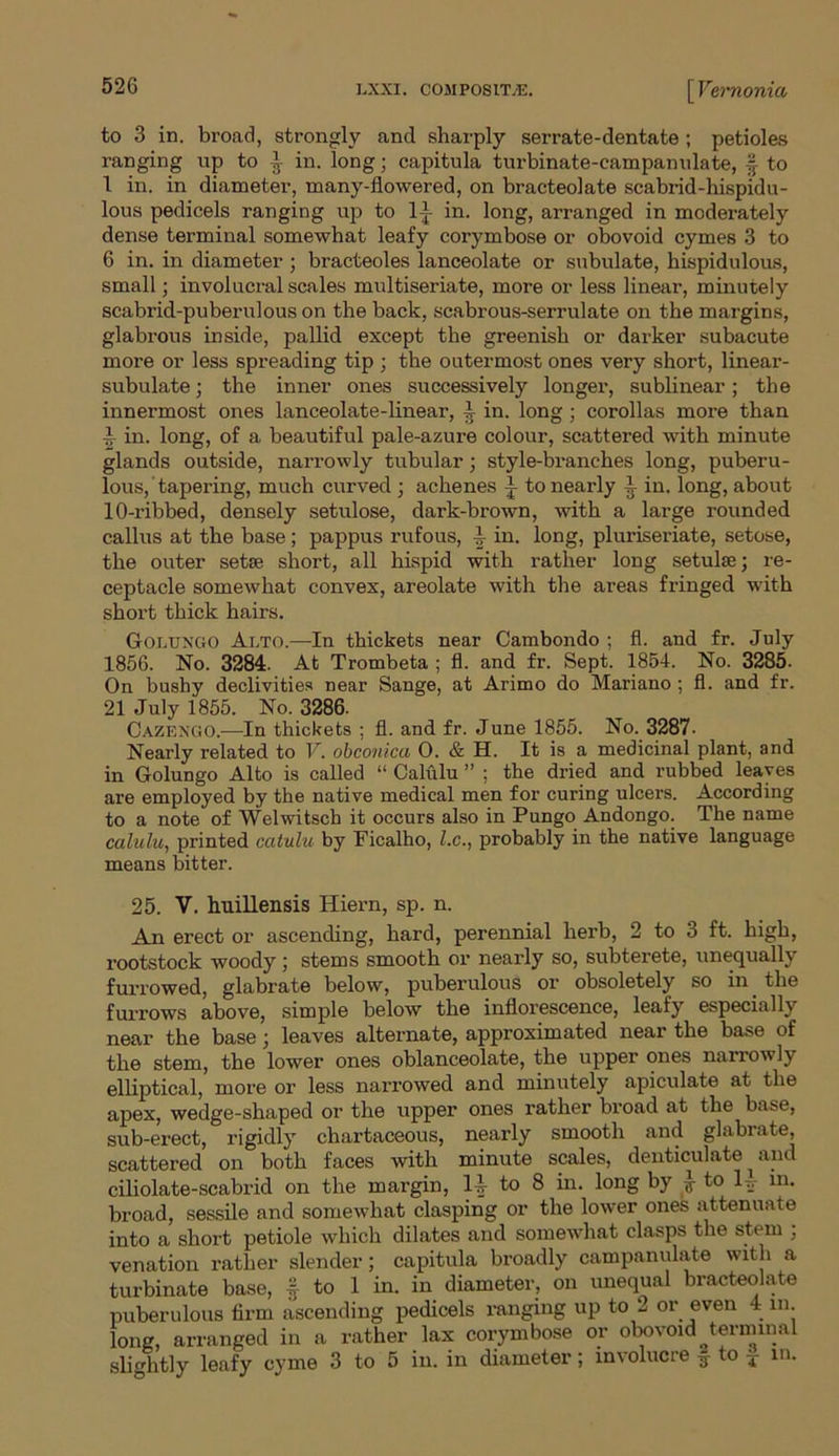 to 3 in. broad, strongly and sharply serrate-dentate; petioles ranging up to ^ in. long; capitula turbinate-eampanulate, f to 1 in. in diameter, many-flowered, on bracteolate scabrid-hispidu- lous pedicels ranging up to 14. in. long, arranged in moderately dense terminal somewhat leafy corymbose or obovoid cymes 3 to 6 in. in diameter ; bracteoles lanceolate or subulate, hispidulous, small; involucral scales multiseriate, more or less linear, minutely scabrid-puberulous on the back, scabrous-serrulate on the margins, glabrous inside, pallid except the greenish or darker subacute more or less spreading tip ; the outermost ones very short, linear- subulate ; the inner ones successively longer, sublinear; the innermost ones lanceolate-linear, ^ in. long ; corollas more than i in. long, of a beautiful pale-azure colour, scattered with minute glands outside, narrowly tubular; style-branches long, puberu- lous, tapering, much curved ; achenes i to nearly ^ in. long, about 10-ribbed, densely setulose, dark-brown, with a large rounded callus at the base; pappus rufous, in. long, pluriseriate, setose, the outer setae short, all hispid with rather long setulae; re- ceptacle somewhat convex, areolate with the areas fringed with short thick hairs. Golttngo Alto.—In thickets near Cambondo ; fl. and fr. July 1856. No. 3284. At Trombeta ; fl. and fr. Sept. 1854. No. 3285. On bushy declivities near Sange, at Arimo do Mariano ; fl. and fr. 21 July 1855. No. 3286. Cazengo.—In thickets ; fl. and fr. June 1855. No. 3287- Nearly related to V. obconica 0. & H. It is a medicinal plant, and in Golungo Alto is called “ Calulu ” ; the dried and rubbed leaves are employed by the native medical men for curing ulcers. According to a note of Welwitsch it occurs also in Pungo Andongo. The name calulu, printed calulu by Ficalho, l.c., probably in the native language means bitter. 25. V. huillensis Hiern, sp. n. An erect or ascending, hard, perennial herb, 2 to 3 ft. high, rootstock woody ; stems smooth or nearly so, subterete, unequally furrowed, glabrate below, puberulous or obsoletely so in. the furrows above, simple below the inflorescence, leafy especially near the base; leaves alternate, approximated near the base of the stem, the lower ones oblanceolate, the upper ones narrowly elliptical, more or less narrowed and minutely apiculate at the apex, wedge-shaped or the upper ones rather broad at the base, sub-erect, rigidly chartaceous, nearly smooth and glabrate, scattered on both faces with minute scales, denticulate and ciliolate-scabrid on the margin, 14- to 8 in. long by } to lrr in. broad, sessile and somewhat clasping or the lower ones attenuate into a short petiole which dilates and somewhat clasps the stem ; venation rather slender; capitula broadly campanulate with a turbinate base, f to 1 in. in diameter, on unequal bracteolate puberulous firm ascending pedicels ranging up to 2 or even 4 in. long, arranged in a rather lax corymbose or obovoid terminal slightly leafy cyme 3 to 5 in. in diameter; involucre ^ to * in.