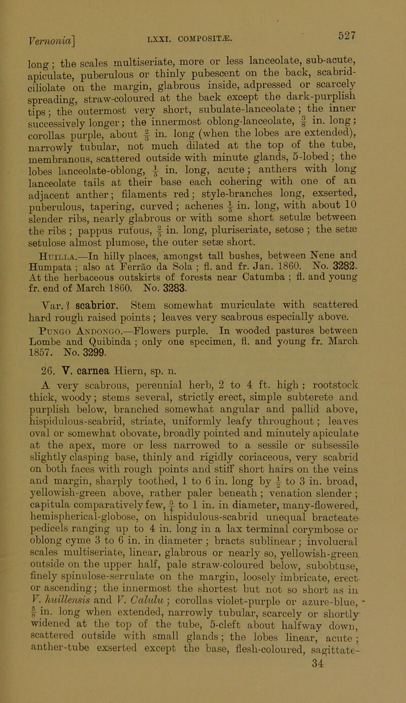 Iono-; the scales multiseriate, more or less lanceolate, sub-acute, apiculate, puberulous or thinly pubescent on the back, scabrid- ciliolate on the margin, glabrous inside, adpressed or scarcely spreading, straw-coloured at the back except the daik-puiplisli tips; the outermost very short, subulate-lanceolate ; the inner successively longer; the innermost oblong-lanceolate, § in. long; corollas purple, about •§ in. long (when the lobes are extended), narrowly tubular, not much dilated at the top of the tube, membranous, scattered outside with minute glands, 5-lobed; the lobes lanceolate-oblong, i in. long, acute; anthers with long lanceolate tails at their base each cohering with one of an adjacent anther; filaments red; style-branches long, exserted, puberulous, tapering, curved ; achenes i in. long, with about 10 slender ribs, nearly glabrous or with some short setulse between the ribs ; pappus rufous, -f in. long, pluriseriate, setose; the setse setulose almost plumose, the outer setse short. Huilla.—In hilly places, amongst tall bushes, between Nene and Humpata ; also at Ferrao da Sola ; fl. and fr. Jan. 1860. No. 3282. At the herbaceous outskirts of forests near Catumba ; fl. and young fr. end of March 1860. No. 3283. Var. ? scabrior. Stem somewhat muriculate with scattered hard rough raised points ; leaves very scabrous especially above. Pungo Andongo.—Flowers purple. In wooded pastures between Lombe and Quibinda ; only one specimen, fl. and young fr. March 1857. No. 3299. 26. V. carnea liiern, sp. n. A very scabrous, perennial herb, 2 to 4 ft. high ; rootstock thick, woody; stems several, strictly erect, simple subterete and purplish below, branched somewhat angular and pallid above, hispidulous-scabrid, striate, uniformly leafy throughout; leaves oval or somewhat obovate, broadly pointed and minutely apiculate at the apex, more or less narrowed to a sessile or subsessile slightly clasping base, thinly and rigidly coriaceous, very scabrid on both faces with rough points and stiff short hairs on the veins and margin, sharply toothed, 1 to 6 in. long by 4 to 3 in. broad, yellowish-green above, rather paler beneath ; venation slender ; capitula comparatively few, |- to 1 in. in diameter, many-flowered, hemispherical-globose, on hispidulous-scabrid unequal bracteate pedicels ranging up to 4 in. long in a lax terminal corymbose or oblong cyme 3 to 6 in. in diameter ; bracts sublinear; involucral scales multiseriate, linear, glabrous or nearly so, yellowish-green outside on the upper half, pale straw-coloured below, subobtuse, finely spinulose-serrulate on the margin, loosely imbricate, erect or ascending; the innermost the shortest but not so short as in V. huillensis and V. Calulu; corollas violet-purple or azure-blue, f in. long when extended, narrowly tubular, scarcely or shortly widened at the top of the tube, 5-cleft about halfway down, scattered outside with small glands; the lobes linear, acute ; anther-tube exserted except the base, flesh-coloured, sagittate- 34