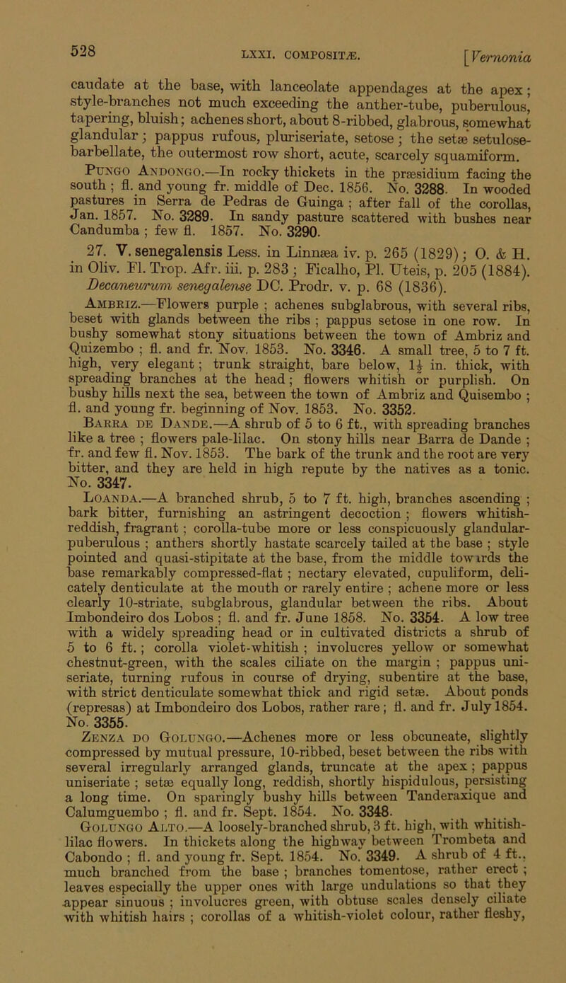 caudate at the base, with lanceolate appendages at the apex; style-branches not much exceeding the anther-tube, puberulous’ tapering, bluish; achenes short, about 8-ribbed, glabrous, somewhat glandular ; pappus rufous, pluriseriate, setose ; the setae setulose- barbellate, the outermost row short, acute, scarcely squamiform. Pungo Axdongo.—In rocky thickets in the praesidium facing the south ; fl. and young fr. middle of Dec. 1856. No. 3288. In wooded pastures in Serra de Pedras de Guinga ; after fall of the corollas, Jan. 1857. No. 3289. In sandy pasture scattered with bushes near Candumba ; few fl. 1857. No. 3290. 27. V. senegalensis Less, in Linnaea iv. p. 265 (1829); 0. & H. in Oliv. Fl. Trop. Afr. iii. p. 283 ; Ficalho, PI. Uteis, p. 205 (1884). Decaneurum senegalense DC. Prodr. v. p. 68 (1836). Ambriz.—Flowers purple ; achenes subglabrous, with several ribs, beset with glands between the ribs ; pappus setose in one row. In bushy somewhat stony situations between the town of Ambriz and Quizembo ; fl. and fr. Nov. 1853. No. 3346- A small tree, 5 to 7 ft. high, very elegant; trunk straight, bare below, 1£ in. thick, with spreading branches at the head; flowers whitish or purplish. On bushy hills next the sea, between the town of Ambriz and Quisembo ; fl. and young fr. beginning of Nov. 1853. No. 3352. Barra de Dande.—A shrub of 5 to 6 ft., with spreading branches like a tree ; flowers pale-lilac. On stony hills near Barra de Dande ; fr. and few fl. Nov. 1853. The bark of the trunk and the root are very bitter, and they are held in high repute by the natives as a tonic. No. 3347. Loanda.—A branched shrub, 5 to 7 ft. high, branches ascending ; bark bitter, furnishing an astringent decoction ; flowers whitish- reddish, fragrant; corolla-tube more or less conspicuously glandular- puberulous ; anthers shortly hastate scarcely tailed at the base ; style pointed and quasi-stipitate at the base, from the middle tow irds the base remarkably compressed-flat ; nectary elevated, cupuliform, deli- cately denticulate at the mouth or rarely entire ; achene more or less clearly 10-striate, subglabrous, glandular between the ribs. About Imbondeiro dos Lobos ; fl. and fr. June 1858. No. 3354. A low tree with a widely spreading head or in cultivated districts a shrub of 5 to 6 ft. ; corolla violet-whitish ; involucres yellow or somewhat chestnut-green, with the scales ciliate on the margin ; pappus uni- seriate, turning rufous in course of drying, subentire at the base, with strict denticulate somewhat thick and rigid setae. About ponds (represas) at Imbondeiro dos Lobos, rather rare ; fl. and fr. July 1854. No. 3355. Zenza do Golungo.—Achenes more or less obcuneate, slightly compressed by mutual pressure, 10-ribbed, beset between the ribs with several irregularly arranged glands, truncate at the apex ; pappus uniseriate ; setae equally long, reddish, shortly hispidulous, persisting a long time. On sparingly bushy hills between Tanderaxique and Calumguembo ; fl. and fr. Sept. 1854. No. 3348- Golungo Alto.—A loosely-branched shrub, 3 ft. high, with whitish- lilac flowers. In thickets along the highway between Trombeta and Cabondo ; fl. and young fr. Sept. 1854. No. 3349. A shrub of 4 ft., much branched from the base ; branches tomentose, rather erect ; leaves especially the upper ones with large undulations so that they appear sinuous ; involucres green, with obtuse scales densely ciliate with whitish hairs ; corollas of a whitish-violet colour, rather fleshy,