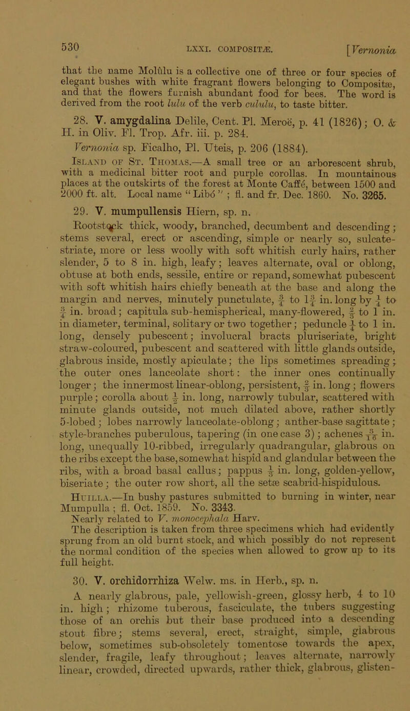 ernonia. that the name Molfilu is a collective one of three or four species of elegant bushes with white fragrant flowers belonging to Composite, and that the flowers furnish abundant food for bees. The word is derived from the root lulu of the verb cululu, to taste bitter. 28. V. amygdalina Delile, Cent. PI. Meroe, p. 41 (1826); 0. & H. in Oliv. FI. Trop. Afr. iii. p. 284. Vernonia sp. Ficalho, PI. Uteis, p. 206 (1884). Island of St. Thomas.—A small tree or an arborescent shrub, with a medicinal bitter root and purple corollas. In mountainous places at the outskirts of the forest at Monte Caffe, between 1500 and 2000 ft. alt. Local name “ Libo ” ; fl. and fr. Dec. 1860. No. 3265. 29. V. mumpullensis Hiern, sp. n. Rootstqpk thick, woody, branched, decumbent and descending; stems several, erect or ascending, simple or nearly so, sulcate- striate, more or less woolly with soft whitish curly hairs, rather slender, 5 to 8 in. high, leafy; leaves alternate, oval or oblong, obtuse at both ends, sessile, entire or repand, somewhat pubescent with soft whitish hairs chiefly beneath at the base and along the margin and nerves, minutely punctulate, f to If in. long by to f in. broad; capitula sub-hemispherical, many-flowered, f to 1 in. in diameter, terminal, solitary or two together; peduncle f to 1 in. long, densely pubescent; involucral bracts pluriseriate, bright straw-coloured, pubescent and scattered with little glands outside, glabrous inside, mostly apiculate; the lips sometimes spreading; the outer ones lanceolate short: the inner ones continually longer; the innermost linear-oblong, persistent, § in. long; flowers purple; corolla about f in. long, narrowly tubular, scattered with minute glands outside, not much dilated above, rather shortly 5-lobed ; lobes narx-owly lanceolate-oblong; anther-base sagittate ; style-branches puberulous, tapering (in one case 3); achenes in. long, unequally 10-ribbed, irregularly quadrangular, glabrous on the ribs except the base, somewhat hispid and glandular between the ribs, with a broad basal callus; pappus f in. long, golden-yellow, biseriate; the outer row short, all the set® scabrid-hispidulous. TTtttt.t.a.—In bushy pastures submitted to burning in winter, near Mumpulla ; fl. Oct. 1859. No. 3343 Nearly related to V. monocepliala Harv. The description is taken from three specimens which had evidently sprung from an old burnt stock, and which possibly do not represent the normal condition of the species when allowed to grow up to its full height. 30. V. orchidorrhiza Welw. ms. in Herb., sp. n. A nearly glabx’ous, pale, yellowish-green, glossy hex’b, 4 to 10 in. high ; rhizome tuberous, fascicxxlate, the tubex-s suggesting those of axx orchis but their base produced into a descending stout fibx'e; stems sevei'al, ex’ect, straight, simple, glabrous below, sometimes sub-obsoletely tomentose towards the apex, slender, fragile, leafy throughout; leaves alternate, narrowly linear, crowded, directed upwards, rather thick, glabroxxs, glisten-