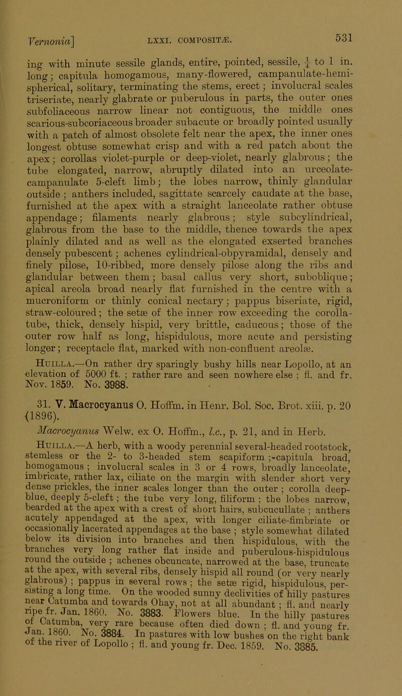 ing with minute sessile glands, entire, pointed, sessile, L to 1 in. long; capitula homogamous, many-flowered, campanulate-hemi- spherical, solitary, terminating the stems, erect; involucral scales triseriate, nearly glabrate or puberulous in parts, the outer ones subfoliaceous narrow linear not contiguous, the middle ones scarious-subcoriaceous broader subacute or broadly pointed usually with a patch of almost obsolete felt near the apex, the inner ones longest obtuse somewhat crisp and with a red patch about the apex; corollas violet-purple or deep-violet, nearly glabrous; the tube elongated, narrow, abruptly dilated into an urceolate- campanulate 5-cleft limb; the lobes narrow, thinly glandular outside ; anthers included, sagittate scarcely caudate at the base, furnished at the apex with a straight lanceolate rather obtuse appendage; filaments nearly glabrous; style subcylindrical, glabrous from the base to the middle, thence towards the apex plainly dilated and as well as the elongated exserted branches densely pubescent; achenes cylindrical-obpyramidal, densely and finely pilose, 10-ribbed, more densely pilose along the ribs and glandular between them; basal callus very short, suboblique; apical areola broad nearly flat furnished in the centre with a mucroniform or thinly conical nectary; pappus biseriate, rigid, straw-coloured; the sette of the inner row exceeding the corolla- tube, thick, densely hispid, very brittle, caducous; those of the outer row half as long, hispidulous, more acute and persisting longer; receptacle flat, marked with non-confluent areolae. Huilla.—On rather dry sparingly bushy hills near Lopollo, at an elevation of 5000 ft. ; rather rare and seen nowhere else ; fl. and fr. Nov. 1859. No. 3988. 31. V. Macrocyanus 0. Hoflin. in Henr. Bol. Soc. Brot. xiii. p. 20 (1896). Macrocyanus Welw. ex O. Hoftm., l.c., p. 21, and in Herb. Huilla.—A herb, with a woody perennial several-headed rootstock, stemless or the 2- to 3-headed stem scapiform ;-capitula broad, homogamous ; involucral scales in 3 or 4 rows, broadly lanceolate, imbricate, rather lax, ciliate on the margin with slender short very dense prickles, the inner scales longer than the outer ; corolla deep- blue, deeply 5-cleft; the tube very long, filiform ; the lobes narrow, bearded at the apex with a crest of short hairs, subcucullate ; anthers acutely appendaged at the apex, with longer ciliate-fimbriate or occasionally lacerated appendages at the base ; style somewhat dilated below its division into branches and then hispidulous, with the branches very long rather flat inside and puberulous-hispidulous round the outside ; achenes obcuncate, narrowed at the base, truncate at the apex, with several ribs, densely hispid all round (or very nearly glabrous) ; pappus in several rows ; the setae rigid, hispidulous, per- sisting a long time. On the wooded sunny declivities of hilly pastures near Catumba and towards Ohay, not at all abundant ; fl. and nearlv n,p® 'fr- Ja)n- 186()- No- 3883. Flowers blue. In the hilly pastures t a’ Tery rare because often died down ; fl. and young fr. Jan. iSGO. No. 3884. In pastures with low bushes on the right bank ot the river of Lopollo ; fl. and young fr. Dec. 1859. No. 3885.