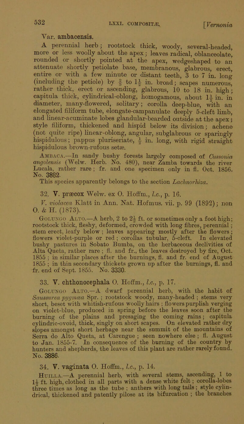 Var. ambacensis. A perennial herb; rootstock thick, woody, several-headed, more or less woolly about the apex; leaves radical, oblanceolate, rounded or shortly pointed at the apex, wedgeshaped to an attenuate shortly petiolate base, membranous, glabrous, erect, entire or with a few minute or distant teeth, 3 to 7 in. long (including the petiole) by f to H in. broad; scapes numerous, rather thick, erect or ascending, glabrous, 10 to 18 in. high; capitula thick, cylindrical-oblong, homogamous, about 1,V in. in diameter, many-flowered, solitary; corolla deep-blue, with an elongated filiform tube, elongate-campanulate deeply 5-cleft limb, and linear-acuminate lobes glandular-bearded outside at the apex; style filiform, thickened and hispid below its division; achene (not quite ripe) linear-oblong, angular, subglabrous or sparingly hispidulous; pappus pluriseriate, ^ in. long, with rigid straight hispidulous brown-rufous setas. Ambaca.—In sandy bushy forests largely composed of Oussonia angolensis (Welw. Herb. No. 480), near Zamba towards the river Lucala, rather rare; fr. and one specimen only in fl. Oct 1856. No. 3882. This species apparently belongs to the section Lachnorhiza. 32. V. praecox Welw. ex 0. Hoftin., l.c., p. 16. V. violaceci Klatt in Ann. Nat. Hofmus. vii. p. 99 (1892); non 0. & II. (1873). Golungo Alto.—A herb, 2 to 24 ft. or sometimes only a foot high; rootstock thick, fleshy, deformed, crowded with long fibres, perennial; stem erect, leafy below ; leaves appearing mostly after the flowers; flowers violet-pui’ple or red ; corollas tubular, 5-cleft. In elevated bushy pastures in Sobato Bumba, on the herbaceous declivities of Alta Queta, rather rare ; fl. and fr., the leaves destroyed by fire, Oct. 1855 ; in similar places after the burnings, fl. and fr. end of August 1855 ; in thin secondary thickets grown up after the burnings, fl. and fr. end of Sept. 1855. No. 3330. 33. V. chthonocephala O. Hoffm., l.c., p. 17. Golungo Alto.—A dwarf perennial herb, with the habit of Saussurea pggmxa Spr. ; rootstock woody, many-headed ; stems very short, beset with whitish-rufous woolly hairs ; flowers purplish verging on violet-blue, produced in spring before the leaves soon after the burning of the plains and presaging the coming rains; capitula cylindric-ovoid, thick, singly on short scapes. On elevated rather dry slopes amongst short herbage near the summit of the mountains of Serra do Alto Queta, at Carengue ; seen nowhere else ; fl. August to Jan. 1855-7. In consequence of the burning of the country by hunters and shepherds, the leaves of this plant are rather rarely found. No. 3886. 34. V. vaginata 0. Hoffm., l.c., p. 14. Huilla.—A perennial herb, with several stems, ascending, 1 to 14 ft. high, clothed in all parts with a dense white felt; corolla-lobes three times as long as the tube ; anthers with long tails ; style cylin- drical, thickened and patently pilose at its bifurcation ; the branches