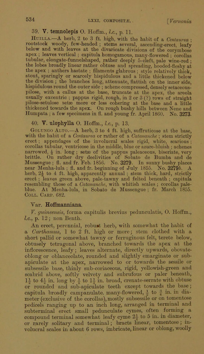 39. V. temnolepis 0. Hoffm., l.c., p. 11. Huilla. A herb, 2 to 3 ft. high, with the habit of a Centaurea ; rootstock woody, few-headed ; stems several, ascending-erect, leafy below and with leaves at the divaricate divisions of the corymbose apex ; leaves vertical ; capitula homogamous, many-flowered ; corollas tubular, elongate-funnelshaped, rather deeply 5-cleft, pale wine-red ; the lobes broadly linear rather obtuse and spreading, hooded-fleshy at the apex ; anthers hastate ; filaments glabrous ; style relatively thick, stout, sparingly or scarcely hispidulous and a little thickened below the division ; the branches long, attenuate, flattish on the inner side, hispidulous round the outer side ; achene compressed, densely setaceous- pilose, with a callus at the base, truncate at the apex, the areola usually excentric ; pappus rigid, rough, in 2 or 3 (?) rows of straight pilose-setulose sets© more or less cohering at the base and a little thickened towards the apex. On rough bushy hills between Nene and Humpata ; a few specimens in fl. and young fr. April 1860. No. 3273. 40. V. ulophylla 0. Hoffm., l.c., p. 13. Goltjngo Alto.—A herb, 3 to 4 ft. high, suffruticose at the base, with the habit of a Centaurea or rather of a Catananche ; stem strictly erect; appendages of the involucral scales rigid, white, scarious; corollas tubular, ventricose in the middle, blue or azure-bluish ; achenes narrowed, 4 in. long ; setae of the pappus paleaceous, biseriate, very brittle. On rather dry declivities of Sobato de Bumba and de Mussengue ; fl. and fr. Feb. 1856. No. 3279. In sunny bushy places near Menha-lula ; fl. and fr. beginning of July 1855. No. 32795. A herb, 2^ to 4 ft. high, apparently annual ; stem thick, hard, strictly erect ; leaves green above, pale-tawny and felted beneath ; capitula resembling those of a Catananche, with whitish scales ; corollas pale- blue. At Menha-lula, in Sobato de Mussengue ; fr. March 1855. Coll. Carp. 682. Yar. Hoffmanniana. V. guineensis, forma capitulis brevius pedunculatis, O. Hoffm., l.c., p. 12; non Benth. An erect, perennial, robust herb, with somewhat the habit of a Carthamus, 1 to 2 ft. high or more; stem clothed with a short pallid or somewhat tawny or ferruginous felt, terete below, obtusely tetragonal above, branched towards the apex at the inflorescence, leafy; leaves alternate, directly upwards, obovate- oblong or oblanceolate, rounded and slightly emarginate or sub- apiculate at the apex, narrowed to or towards the sessile or subsessile base, thinly sub-coriaceous, rigid, yellowish-green and scabrid above, softly velvety and subrufous or paler beneath, 1J to 4J in. long by 4 to 14 in. broad, ci’enate-serrate with obtuse or rounded and sub-apiculate teeth except towards the base; capitula broadly campanulate. many-flowered, 4 to ~ in. in dia- meter (exclusive of the corollas), mostly subsessile or on tomentose pedicels ranging up to an inch long, arranged in terminal and subterminal erect small pedunculate cymes, often forming a compound terminal somewhat leafy cyme 24 to 5 in. in diameter, or rarely solitary and terminal; bracts linear, tomentose; in- volucral scales in about 6 rows, imbricate, linear or oblong, woolly