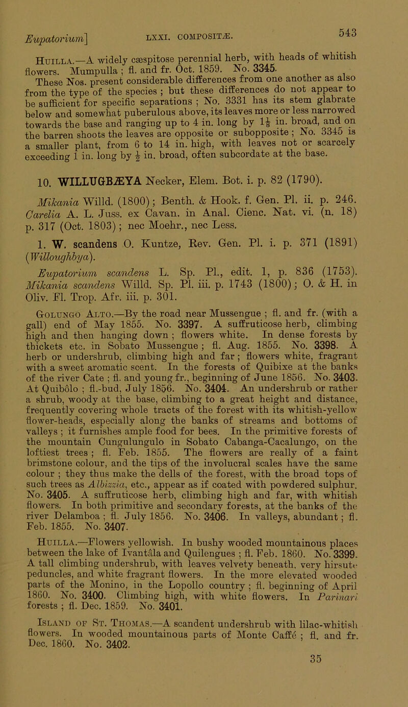Eupatorium] lxxi. composite. Huilla.—A widely csespitose perennial herb, with heads of whitish flowers. Mumpulla ; fl. and fr. Oct. 1859. No. 3345- These Nos. present considerable differences from one another as also from the type of the species ; but these differences do not appear to be sufficient for specific separations ; No. 3331 has its stem glabrate below and somewhat pnberulous above, its leaves more or less narrowed towards the base and ranging up to 4 in. long by 1£ in. broad, and on the barren shoots the leaves are opposite or subopposite ; No. 3345 is a smaller plant, from 6 to 14 in. high, with leaves not or scarcely exceeding 1 in. long by 4 in. broad, often subcordate at the base. 10. WILLTIGBiEYA Necker, Elem. Bot. i. p. 82 (1790). Mikania Willd. (1800); Benth. & Hook. f. Gen. PI. ii. p. 246. Carelia A. L. Juss. ex Cavan, in Anal. Cienc. Nat. vi. (n. 18) p. 317 (Oct. 1803); nec Moelir., nec Less. 1. W. scanclens O. Kuntze, Rev. Gen. PI. i. p. 371 (1891) {Willoughby a). Eupatorium scanclens L. Sp. PI., edit. 1, p. 836 (1753). Mikania scandens Willd. Sp. PI. iii. p. 1743 (1800); O. & H. in Oliv. El. Trop. Afr. iii. p. 301. Golungo Alto.—By the road near Mussengue ; fl. and fr. (with a gall) end of May 1855. No. 3397. A suffruticose herb, climbing high and then hanging down ; flowers white. In dense forests by thickets etc. in Sobato Mussengue; fl. Aug. 1855. No. 3398. A herb or undershrub, climbing high and far ; flowers white, fragrant with a sweet aromatic scent. In the forests of Quibixe at the banks of the river Cate ; fl. and young fr., beginning of June 1856. No. 3403- At Quibolo ; fl.-bud, July 1856. No. 3404. An undershrub or rather a shrub, woody at the base, climbing to a great height and distance, frequently covering whole tracts of the forest with its whitish-yellow flower-heads, especially along the banks of streams and bottoms of valleys ; it furnishes ample food for bees. In the primitive forests of the mountain Cungulungulo in Sobato Cabanga-Cacalungo, on the loftiest trees ; fl. Feb. 1855. The flowers are really of a faint brimstone colour, and the tips of the involucral scales have the same colour ; they thus make the dells of the forest, with the broad tops of such trees as Albizzia, etc., appear as if coated with powdered sulphur. No. 3405. A suffruticose herb, climbing high and far, with whitish flowers. In both primitive and secondary forests, at the banks of the river Delamboa ; fl. July 1856. No. 3406. In valleys, abundant; fl. Feb. 1855. No. 3407. Huilla.—Flowers yellowish. In bushy wooded mountainous places between the lake of Ivantala and Quilengues ; fl. Feb. 1860. No. 3399. A tall climbing undershrub, with leaves velvety beneath, very hirsute peduncles, and white fragrant flowers. In the more elevated wooded parts of the Monino, in the Lopollo country ; fl. beginning of April 1860. No. 3400. Climbing high, with white flowers. In Parinari forests ; fl. Dec. 1859. No. 3401. Island of St. Thomas.—A scandent undershrub with lilac-whitish flowers. In wooded mountainous parts of Monte Caffe : fl and fr Dec. 1860. No. 3402. 35