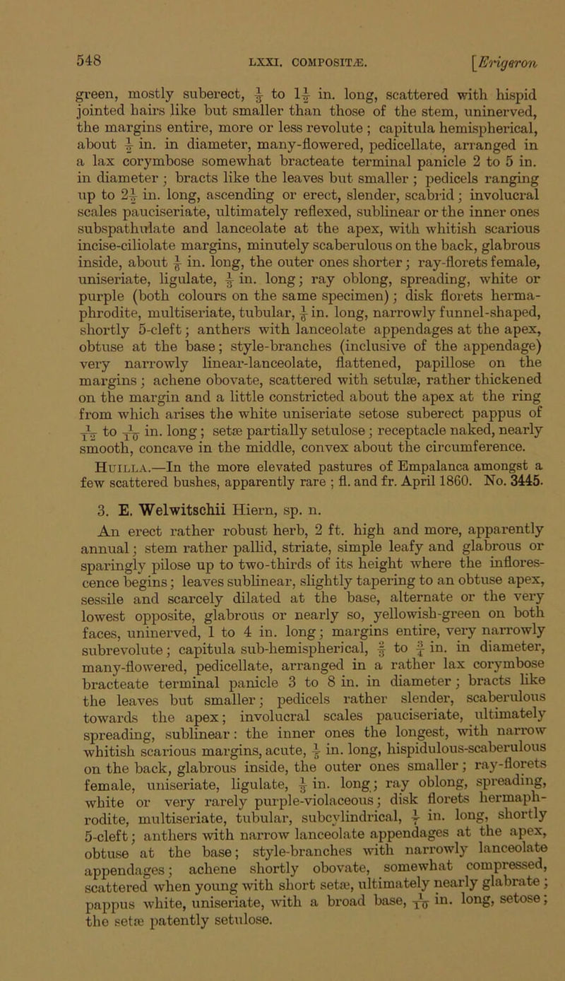 green, mostly suberect, ^ to in. long, scattered with hispid jointed hairs like but smaller than those of the stem, uninerved, the margins entire, more or less revolute ; capitula hemispherical, about i in- in diameter, many-flowered, pedicellate, arranged in a lax corymbose somewhat bracteate terminal panicle 2 to 5 in. in diameter ; bracts like the leaves but smaller ; pedicels ranging up to 2in. long, ascending or erect, slender, scabrid; involucral scales pauciseriate, ultimately reflexed, sublinear or the inner ones subspathulate and lanceolate at the apex, with whitish scarious incise-ciliolate margins, minutely scaberulous on the back, glabrous inside, about I in. long, the outer ones shorter; ray-florets female, uniseriate, ligulate, 71- in. long; ray oblong, spreading, white or purple (both colours on the same specimen); disk florets herma- phrodite, multiseriate, tubular, 4 in. long, narrowly funnel-shaped, shortly 5-cleft; anthers with lanceolate appendages at the apex, obtuse at the base; style-branches (inclusive of the appendage) very narrowly linear-lanceolate, flattened, papillose on the margins; achene obovate, scattered with setulae, rather thickened on the margin and a little constricted about the apex at the ring from which arises the white uniseriate setose suberect pappus of TV to ytj in. long; setae partially setulose; receptacle naked, neai’ly smooth, concave in the middle, convex about the circumference. Huilla.—In the more elevated pastures of Empalanca amongst a few scattered bushes, apparently rare ; fl. and fr. April 1860. No. 3445- 3. E. Welwitschii Hiern, sp. n. An erect rather robust herb, 2 ft. high and more, apparently annual; stem rather pallid, striate, simple leafy and glabrous or sparingly pilose up to two-thirds of its height where the inflores- cence begins; leaves sublinear, slightly tapering to an obtuse apex, sessile and scarcely dilated at the base, alternate or the very lowest opposite, glabrous or nearly so, yellowish-green on both faces, uninerved, 1 to 4 in. long; margins entire, very narrowly subrevolute; capitula sub-hemispherical, § to f in. in diameter, many-flowered, pedicellate, arranged in a rather lax corymbose bracteate terminal panicle 3 to 8 in. in diameter; bracts like the leaves but smaller; pedicels rather slender, scaberulous towards the apex; involucral scales pauciseriate, ultimately spreading, sublinear: the inner ones the longest, with narrow whitish scarious margins, acute, 4 in. long, hispidulous-scaberulous on the back, glabrous inside, the outer ones smaller; ray-florets female, uniseriate, ligulate, 4 in. long; ray oblong, spreading, white or very rarely purple-violaceous; disk florets hermaph- rodite, multiseriate, tubular, subcylindrical, i l°neb shortly 5-cleft; anthers with narrow lanceolate appendages at the apex, obtuse at the base; style-branches with narrowly lanceolate appendages; achene shortly obovate, somewhat compressed, scattered when young with short setre, ultimately nearly glabrate ; pappus white, uniseriate, with a broad base, T\j- in. long, setose; the seta; patently setulose.