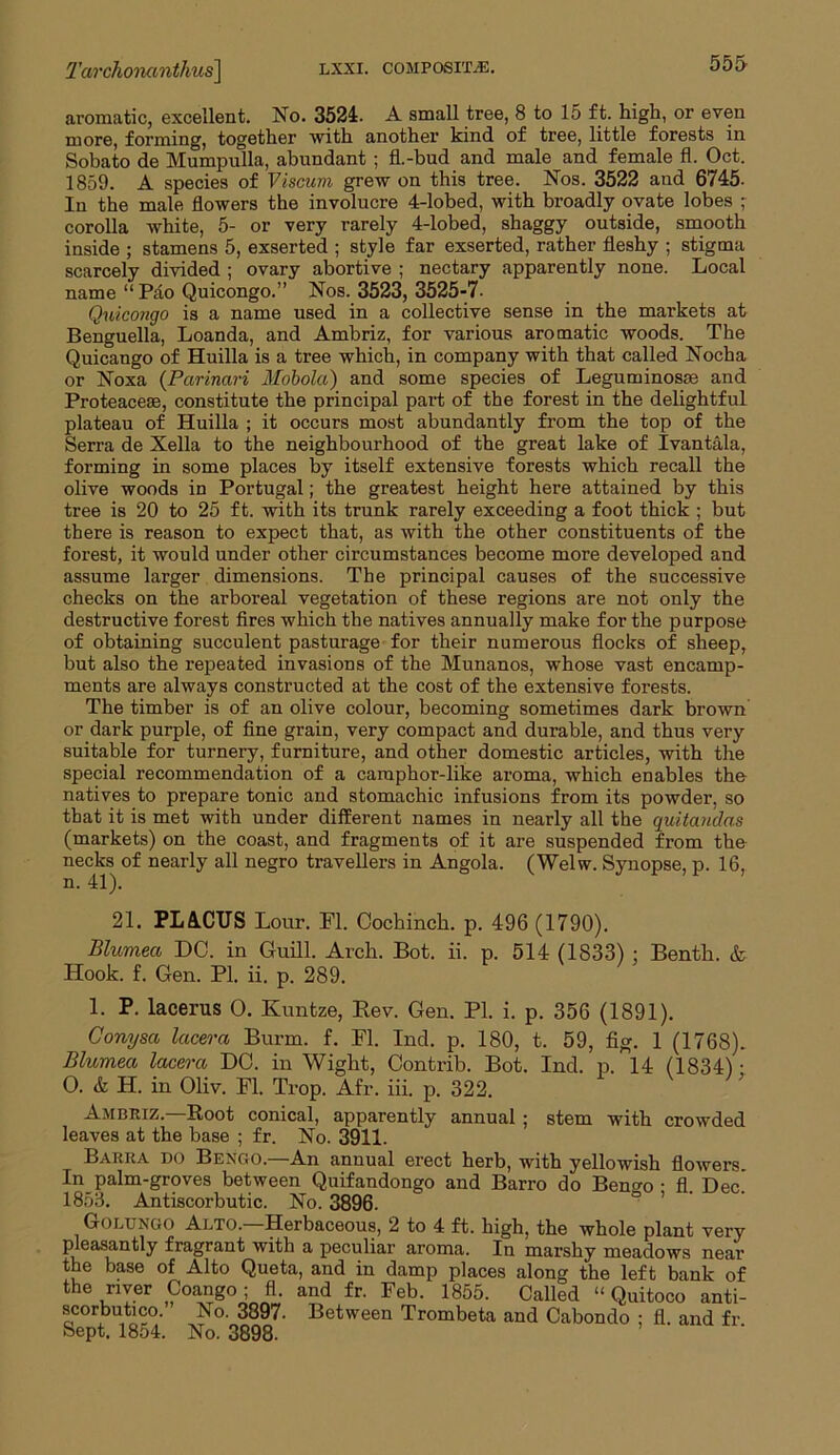 Ta/rchonanthus\ aromatic, excellent. No. 3524. A small tree, 8 to 15 ft. high, or even more, forming, together with another kind of tree, little forests in Sobato de Mumpulla, abundant ; fl.-bud and male and female fl. Oct. 1859. A species of Viscum grew on this tree. Nos. 3522 and 6745. In the male flowers the involucre 4-lobed, with broadly ovate lobes ; corolla white, 5- or very rarely 4-lobed, shaggy outside, smooth inside ; stamens 5, exserted ; style far exserted, rather fleshy ; stigma scarcely divided ; ovary abortive ; nectary apparently none. Local name “Pao Quicongo.” Nos. 3523, 3525-7- Quicongo is a name used in a collective sense in the markets at Benguella, Loanda, and Ambriz, for various aromatic woods. The Quicango of Huilla is a tree which, in company with that called Nocha or Noxa (Parinari Mobola) and some species of Leguminosae and Proteaceoa, constitute the principal part of the forest in the delightful plateau of Huilla ; it occurs most abundantly from the top of the Serra de Xella to the neighbourhood of the great lake of Ivantala, forming in some places by itself extensive forests which recall the olive woods in Portugal; the greatest height here attained by this tree is 20 to 25 ft. with its trunk rarely exceeding a foot thick ; but there is reason to expect that, as with the other constituents of the forest, it would under other circumstances become more developed and assume larger dimensions. The principal causes of the successive checks on the arboreal vegetation of these regions are not only the destructive forest fires which the natives annually make for the purpose of obtaining succulent pasturage for their numerous flocks of sheep, but also the repeated invasions of the Munanos, whose vast encamp- ments are always constructed at the cost of the extensive forests. The timber is of an olive colour, becoming sometimes dark brown or dark purple, of fine grain, very compact and durable, and thus very suitable for turnery, furniture, and other domestic articles, with the special recommendation of a camphor-like aroma, which enables the natives to prepare tonic and stomachic infusions from its powder, so that it is met with under different names in nearly all the quitandas (markets) on the coast, and fragments of it are suspended from the necks of nearly all negro travellers in Angola. (Welw. Synopse, p. 16, n. 41). 21. PLA.CUS Lour. Fl. Cochinch, p. 496 (1790). Blumea DC. in Guill. Arch. Bot. ii. p. 514 (1833) ; Bentli. & Hook. f. Gen. PI. ii. p. 289. 1. P. lacerus 0. Kuntze, Rev. Gen. PI. i. p. 356 (1891). Conyscc lacera Burm. f. Fl. Inch p. 180, t. 59, fig. 1 (1768). Blumea lacera DO. in Wight, Contrib. Bot. Inch p. 14 (1834) • 0. & H. in Oliv. Fl. Trop. Afr. hi. p. 322. Ambriz.—Root conical, apparently annual ; stem with crowded leaves at the base ; fr. No. 3911. Barra do Bengo.—An annual erect herb, with yellowish flowers. In palm-groves between Quifandongo and Barro do Beno-o • fl Dec! 1853. Antiscorbutic. No. 3896. Golungo Alto.—Herbaceous, 2 to 4 ft. high, the whole plant very pleasantly fragrant with a peculiar aroma. In marshy meadows near the base of Alto Queta, and in damp places along the left bank of the river Coango ; fl. and fr. Feb. 1855. Called “ Quitoco anti- scorbutico. No. 3897. Between Trombeta and Cabondo ; fl. and fr Sept. 1854. No. 3898.