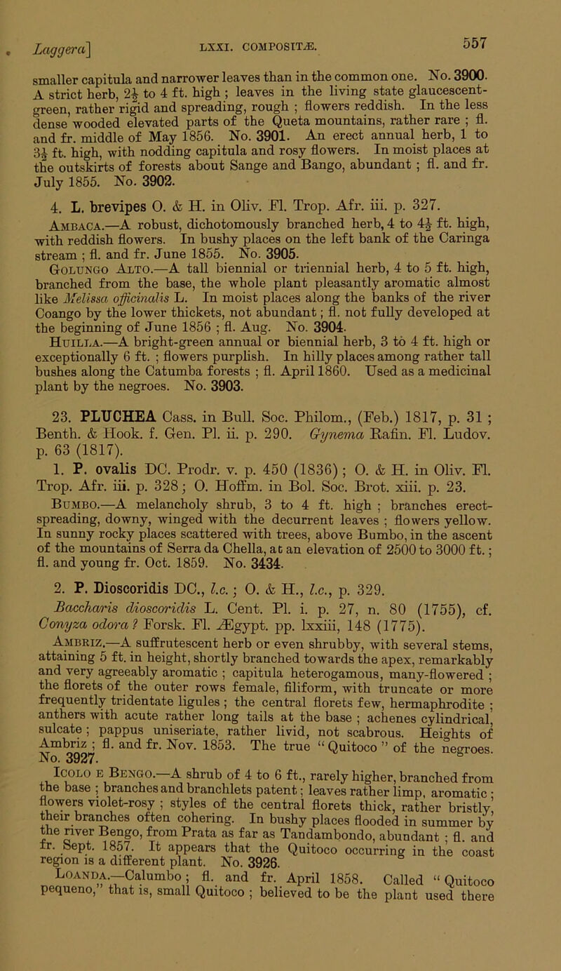 Laggera] lxxi. composite. 00/ smaller capitula and narrower leaves than in the common one. No. 3900. A strict herb, 2| to 4 ft. high ; leaves in the living state glaucescent- green, rather rigid and spreading, rough ; flowers reddish. In the less dense wooded elevated parts of the Queta mountains, rather rare ; fl. and fr. middle of May 1856. No. 3901. An erect annual herb, 1 to 3£ ft. high, with nodding capitula and rosy flowers. In moist places at the outskirts of forests about Sange and Bango, abundant ; fl. and fr. July 1855. No. 3902. 4. L. brevipes O. & H. in Oliv. Fl. Trop. Afr. iii. p. 327. Ambaca.—A robust, dichotomously branched herb, 4 to 4J ft. high, with reddish flowers. In bushy places on the left bank of the Caringa stream ; fl. and fr. June 1855. No. 3905. GrOLUNGO At,to.—A tall biennial or triennial herb, 4 to 5 ft. high, branched from the base, the whole plant pleasantly aromatic almost like Melissa officinalis L. In moist places along the banks of the river Coango by the lower thickets, not abundant; fl. not fully developed at the beginning of June 1856 ; fl. Aug. No. 3904- Htjilla.—A bright-green annual or biennial herb, 3 to 4 ft. high or exceptionally 6 ft. ; flowers purplish. In hilly places among rather tall bushes along the Catumba forests ; fl. April 1860. Used as a medicinal plant by the negroes. No. 3903. 23. PLUCHEA Cass, in Bull. Soc. Philom., (Feb.) 1817, p. 31 ; Benth. & Hook. f. Gen. PI. ii. p. 290. Gynema B-afin. Fl. Ludov. p. 63 (1817). 1. P. ovalis DC. Prodr. v. p. 450 (1836); O. & H. in Oliv. Fl. Trop. Afr. iii. p. 328; O. Hoffm. in Bol. Soc. Brot. xiii. p. 23. Bumbo.—A melancholy shrub, 3 to 4 ft. high ; branches erect- spreading, downy, winged with the decurrent leaves ; flowers yellow. In sunny rocky places scattered with trees, above Bumbo, in the ascent of the mountains of Serra da Chella, ac an elevation of 2500 to 3000 ft.; fl. and young fr. Oct. 1859. No. 3434. 2. P. Dioscoridis DC., l.c.; O. & H., l.c., p. 329. Bacchcw-is dioscoridis L. Cent. PI. i. p. 27, n. 80 (1755), cf. Conyza odora? Forsk. Fl. FEgypt. pp. lxxiii, 148 (1775). Ambriz.—A suffrutescent herb or even shrubby, with several stems, attaining 5 ft. in height, shortly branched towards the apex, remarkably and very agreeably aromatic ; capitula heterogamous, many-flowered ; the florets of the outer rows female, filiform, with truncate or more frequently tridentate ligules ; the central florets few, hermaphrodite ; anthers with acute rather long tails at the base ; achenes cylindrical, sulcate ; pappus uniseriate, rather livid, not scabrous. Heights of Ambriz , fl. and fr. Nov. 1853. The true l! Quitoco ” of the negroes No. 3927. Icouo e Bengo.—A shrub of 4 to 6 ft., rarely higher, branched from the base ; branches and branchlets patent; leaves rather limp, aromatic • flowers violet-rosy ; styles of the central florets thick, rather bristly their branches often cohering. In bushy places flooded in summer by the river Bengo, from Prata as far as Tandambondo, abundant ; fl. and r. Sept. 1857. It appears that the Quitoco occurring in the coast region is a different plant. No. 3926. LoANDA -Calumbo; fl. and fr. April 1858. Called “ Quitoco pequeno, that is, small Quitoco ; believed to be the plant used there