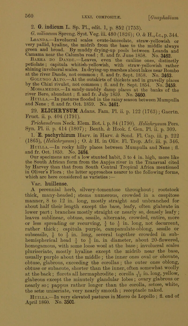 2. G. indicum L. Sp. PI., edit. 1, p. 852 (1753). G. niliacitm Spreng. Syst. Yeg. iii. 480 (1826); 0. & H., l.c.,p. 344. Loanda.—Involucral scales ovate-lanceolate, straw-yellowish or very pallid, hyaline, the midrib from the base to the middle always green and broad. By muddy drying-up pools between Loanda and Camama near the Calumba road ; fl. and fr. June 1858. No. 3462. Barra do Dande.—Leaves, even the cauline ones, distinctly petiolate; capitula whitish-yellowish, with straw-yellowish rather shining involucral scales. In drying-up marshes about lakes near Bombo at the river Dande, not common ; fl. and fr. Sept. 1858. No. 3463. Golungo Alto.—At the outskirts of thickets and in gravelly places by the Chixi rivulet, not common ; fl. and fr. Sept. 1854. No. 3459. Mossamedes.—In sandy-muddy damp places at the banks of the river Bero, abundant ; fl. and fr. July 1859. No. 3460. Huilla.—In pastures flooded in the rainy season between Mumpulla and Nene ; fl. and fr. Oct. 1859. No. 3461. 29. ELICHRYSUM Adans. Fam. PI. ii. p. 122 (1763): Gaertn. Fruct. ii. p. 404 (1791). Trichandrum Neck. Elem. Bot. i. p. 84 (1790). Eelichrysum Pers. Syn. PI. ii. p. 414 (1807); Benth. & Hook. f. Gen. PI. ii. p. 309. 1. E. pachyrhizum Harv. in Harv. & Sond. Fl. Cap. iii. p. 222 (1865), (Eelichrysum) ; O. & H. in Oliv. Fl. Trop. Afr. iii. p. 346. Huilla.—In rocky hilly places between Mumpulla and Nene ; fl. and fr. Oct. 1859. No. 3484- Our specimens are of a low stunted habit, 3 to 4 in. high, more like the South African form from the Aapjes river in the Transvaal cited by Harvey than that from South Central Tropical Africa mentioned in Oliver’s Flora ; the latter approaches nearer to the following forms, which are here considered as varieties :— Var. huillense. A perennial herb, silvery-tomentose throughout; rootstock thick, many-headed; stems numerous, crowded in a coespitose manner, 8 to 12 in. long, mostly straight and unbranched for about half their length except the base, leafy, often glabrate in lower part; branches mostly straight or nearly so, densely leafy ; leaves sublinear, obtuse, sessile, alternate, crowded, entire, more or less spreading or recurving, L to in. long, not decurrent, rather thick; capitula purple, campanulate-oblong, sessile or subsessile, ^ to I in. long, several together crowded in sub- hemispherical head L to in. in diameter, about 20-flowered, homogamous, with some loose wool at the base; involucral scales pluriseriate, mostly hyaline except the midrib near the base, usually purple about the middle; the inner ones oval or obovate, obtuse, glabrous, exceeding the corollas; the outer ones oblong, obtuse or subacute, shorter than the inner, often somewhat woolly at the back ; florets all hermaphrodite ; corolla TV in. long, yellow, glabrous except the minutely glandular lobes ; ovary glabrous or nearly so; pappus rather longer than the corolla, setose, white, the setas uniseriate, very nearly smooth ; receptacle naked. Huilla.—In very elevated pastures in Morro de Lopollo ; fl. end of April 1860. No. 3501.